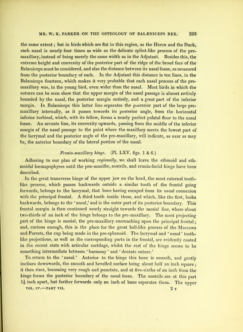 the same extent; but in birds which are flat in this region, as the Heron and the Duck, each nasal is nearly four times as wide as the delicate splint-like process of the pre- maxillary, instead of being merely the same width as in the Adjutant. Besides this, the extreme height and convexity of the posterior part of the ridge of the broad face of the Balaeniceps must be considered, and also the distance between its nasal fossae, as measured from the posterior boundary of each. In the Adjutant this distance is ten lines, in the Balaeniceps fourteen, which makes it very probable that each nasal process of the pre- maxillary was, in the young bird, even wider than the nasal. Most birds in which the sutures can be seen show that the upper margin of the nasal passage is almost entirely bounded by the nasal, the posterior margin entirely, and a great part of the inferior margin. In Balaeniceps this latter line separates the posterior part of the large pre- maxillary internally, as it passes towards its posterior angle, from the horizontal inferior turbinal, which, with its fellow, forms a nearly perfect palatal floor to the nasal fossae. An arcuate line, its convexity upwards, passing from the middle of the inferior margin of the nasal passage to the point where the maxillary meets the lowest part of the lacrymal and the posterior angle of the pre-maxillary, will indicate, as near as may be, the anterior boundary of the lateral portion of the nasal. Fronto-maxillary hinge. (PI. LXV. figs, 1 & 6.) Adhering to our plan of working regionally, we shall leave the ethmoid and eth- moidal heemapophyses until the prae-maxillse, nostrils, and cranio-facial hinge have been described. In the great transverse hinge of the upper jaw on the head, the most external tooth- like process, which passes backwards outside a similar tooth of the frontal going forwards, belongs to the lacrymal, that bone having escaped from its usual connexion with the principal frontal. A third tooth inside these, and which, like the first, looks backwards, belongs to the ‘ nasal,’ and is the outer part of its posterior boundary. This frontal margin is then continued nearly straight towards the mesial line, where about two-thirds of an inch of the hinge belongs to the pre-maxillary. The most projecting part of the hinge is mesial, the pre-maxillary encroaching upon the principal frontal; and, curious enough, this is the place for the great ball-like process of the Maccaws and Parrots, the cup being made in the pre-sphenoid. The lacrymal and ‘ nasal’ tooth- like projections, as well as the corresponding parts in the frontal, are evidently coated in the recent state with articular cartilage, whilst the rest of the hinge seems to be something intermediate between ‘ harmony ’ and ‘ dentate suture.’ To return to the ‘nasal.’ Anterior to the hinge this bone is smooth, and gently inclines downwards, the smooth and bevelled surface being about half an inch square; it then rises, becoming very rough and punctate, and at five-sixths of an inch from the hinge forms the posterior boundary of the nasal fossa. The nostrils are at this part 1^ inch apart, but further forwards only an inch of bone separates them. The upper VOL. IV.—PART VII. 2 T