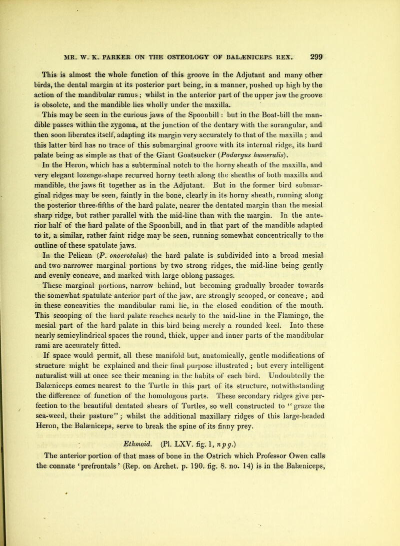This is almost the whole function of this groove in the Adjutant and many other birds, the dental margin at its posterior part being, in a manner, pushed up high by the action of the mandibular ramus ; whilst in the anterior part of the upper jaw the groove is obsolete, and the mandible lies w'holly under the maxilla. This may be seen in tbe curious jaws of the Spoonbill: but in the Boat-bill the man- dible passes within the zygoma, at the junction of the dentary with the surangular, and then soon liberates itself, adapting its margin very accurately to that of the maxilla ; and this latter bird has no trace of this submarginal groove with its internal ridge, its hard palate being as simple as that of the Giant Goatsucker {Podargus humeralis). In the Heron, w'hich has a subterminal notch to the horny sheath of the maxilla, and very elegant lozenge-shape recurved horny teeth along the sheaths of both maxilla and mandible, the jaws fit together as in the Adjutant. But in the former bird submar- ginal ridges may be seen, faintly in the bone, clearly in its horny sheath, running along the posterior three-fifths of the hard palate, nearer the dentated margin than the mesial sharp ridge, but rather parallel with the mid-line than with the margin. In the ante- rior half of the hard palate of the Spoonbill, and in that part of the mandible adapted to it, a similar, rather faint ridge may be seen, running somewhat concentrically to the outline of these spatulate jaws. In the Pelican (P. onocrotalus) the hard palate is subdivided into a broad mesial and two narrower marginal portions by two strong ridges, the mid-line being gently and evenly concave, and marked wdth large oblong passages. These marginal portions, narrow behind, but becoming gradually broader towards the somewhat spatulate anterior part of the jaw, are strongly scooped, or concave ; and in these concavities the mandibular rami lie, in the closed condition of the mouth. This scooping of the hard palate reaches nearly to the mid-line in the Flamingo, the mesial part of the hard palate in this bird being merely a rounded keel. Into these nearly semicylindrical spaces the round, thick, upper and inner parts of the mandibular rami are accurately fitted. If space would permit, all these manifold but, anatomically, gentle modifications of structure might be explained and their final purpose illustrated ; but every intelligent naturalist will at once see their meaning in the habits of each bird. Undoubtedly the Balseniceps comes nearest to the Turtle in this part of its structure, notwithstanding the difierence of function of the homologous parts. These secondary ridges give per- fection to the beautiful dentated shears of Turtles, so well constructed to “graze the sea-weed, their pasture” ; whilst the additional maxillary ridges of this large-headed Heron, the Balaeniceps, serve to break the spine of its finny prey. : Ethmoid. (PI. LXV. fig. 1, npg.) The anterior portion of that mass of bone in the Ostrich which Professor Owen calls the connate ‘ prefrontals ’ (Rep. on Archet. p. 190. fig. 8. no. 14) is in the Balseniceps,