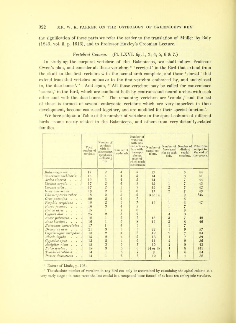 the signification of these parts we refer the reader to the translation of Muller by Baly (1843, vol. ii. p. 1616), and to Professor Huxley’s Croonian Lecture. Vertebral Column. (PI. LXVI. 6g. 1, 3, 4, 5, 6 & 7.) In studying the corporal vertebrae of the Balaeniceps, we shall follow Professor Owen’s plan, and consider all those vertebrae “ ‘ cervical ’ in the Bird that extend from the skull to the first vertebra with the haemal arch complete, and those ‘ dorsal ’ that extend from that vertebra inclusive to the first vertebra embraced by, and anchylosed to, the iliac bonesh” And again, “ All those vertebrae may be called for convenience ‘ sacral,’ in the Bird, which are confluent both by centrums and neural arches with each other and with the iliac bones.” The remaining vertebrae are ‘ caudal,’ and the last of these is formed of several embryonic vertebrae which are very imperfect in their development, become coalesced together, and are modified for their special function^ We here subjoin a Table of the number of vertebrae in the spinal column of different birds—some nearly related to the Balaeniceps, and others from very distantly-related families. Total number of cervicals. Number of cervicals with di- stinct pleur- apophyses —floating ribs. Number of true dorsals. Number of vertebrre with ribs that articu- late with hsemapo- physes, most of which reach the sternum Number of saeral ver- tebrse. Number of free sacral ribs on each side. Number of distinct caudal vertebrse. Total from oeeiput to the end of the coccyx. Balceniceps rex . 17 2 4 5 17 1 6 44 Cancroma cochlearia 15 4 4 5 14 1 8 41 Ardea cinerea 19 3 4 5 14 1 7 44 Ciconia argala . 17 2 4 5 15 1 7 43 Ciconia alba . 17 2 3 5 15 2 7 42 Grus americana . 19 2 6 8 17 2 7 49 Phoenicopterus ruber 18 2 5 6 13 or 14 1 9 ?45 Grus pavonina . 20 2 6 7 1 6 Psophia crepitans . 18 2 6 7 17 1 6 47 Parra jacana. 16 3 4 5 1 7 Fulica atra . 15 1 7 8 1 9 Cygnv.s olor . 25 2 5 9 4 8 Anser palustris . 18 1 5 7 18 3 7 48 Anas boschas . 16 1 5 8 17 3 8 46 Pelecanus onocrotalus 17 1 4 5 1 7 Dromaius ater . 21 3 5 5 22 1 9 57 Caprimidgus europceus 13 2 4 6 12 2 7 34 Alcedo ispida 15 2 4 5 13 1 7 39 Cgpselus apus 13 2 4 6 11 2 8 36 Accipiter nisus . 15 3 5 7 15 2 8 43 Falco cesalon. 15 3 5 6 14 or 15 1 8 ?43 Trochilus colibris . 14 1 5 7 9 2 6 34 Passer domesticus . 14 1 5 6 12 1 7 38 ' Nature of Limbs, p. 103. ^ The absolute number of vertebrse in any bird can only be ascertained by examining the spinal column at a very early stage : in some cases the last caudal is a compound bone formed of at least ten embryonic vertebrae.