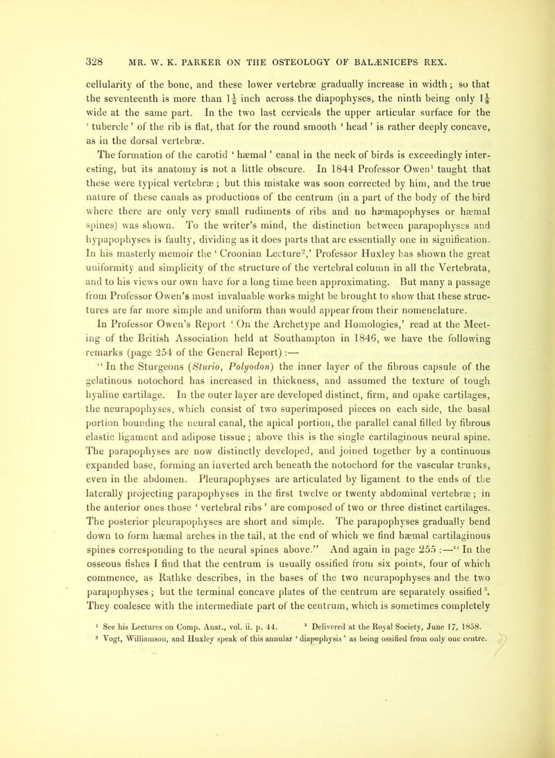 cellularity of the bone, and these lower vertebrae gradually increase in width; so that the seventeenth is more than 1-| inch across the diapophyses, the ninth being only 1|- wide at the same part. In the two last cervicals the upper articular surface for the ‘ tubercle ’ of the rib is flat, that for the round smooth ‘ head ’ is rather deeply concave, as in the dorsal vertebrae. The formation of the carotid ‘ haemal ’ canal in the neck of birds is exceedingly inter- esting, but its anatomy is not a little obscure. In 1844 Professor Owen* taught that these were typical vertebrae ; but this mistake was soon corrected by him, and the true nature of these canals as productions of the centrum (in a part of the body of the bird where there are only very small rudiments of ribs and no haemapophyses or haemal spines) was shown. To the writer’s mind, the distinction between parapophyses and hypapophyses is faulty, dividing as it does parts that are essentially one in signification. In his masterly memoir the ‘ Croonian Lecture^,’ Professor Huxley has shown the great uniformity and simplicity of the structure of the vertebral column in all the Vertebrata, and to his views our own have for a long time been approximating. But many a passage from Professor Owen’s most invaluable works might be brought to show that these struc- tures are far more simple and uniform than would appear from their nomenclature. In Professor Owen’s Report ‘ On the Archetype and Homologies,’ read at the Meet- ing of the British Association held at Southampton in 1846, we have the following remarks (page 254 of the General Report):— “ In the Sturgeons {Sturio, Polyodon) the inner layer of the fibrous capsule of the gelatinous notochord has increased in thickness, and assumed the texture of tough hyaline cartilage. In the outer layer are developed distinct, firm, and opake cartilages, the neurapophyses, which consist of two superimposed pieces on each side, the basal portion bounding the neural canal, the apical portion, the parallel canal filled by fibrous elastic ligament and adipose tissue; above this is the single cartilaginous neural spine. The parapophyses are now distinctly developed, and joined together by a continuous expanded base, forming an inverted arch beneath the notochord for the vascular trunks, even in the abdomen. Pleurapophyses are articulated by ligament to the ends of the laterally projecting parapophyses in the first twelve or twenty abdominal vertebrae; in the anterior ones those ‘ vertebral ribs ’ are composed of two or three distinct cartilages. The posterior pleurapophyses are short and simple. The parapophyses gradually bend down to form haemal arches in the tail, at the end of which we find haemal cartilaginous spines corresponding to the neural spines above.” And again in page 255 :—In the osseous fishes I find that the centrum is usually ossified from six points, four of which commence, as Rathke describes, in the bases of the two neurapophyses and the two parapophyses; but the terminal concave plates of the centrum are separately ossified\ They coalesce with the intermediate part of the centrum, which is sometimes completely ' See his Lectures on Comp. Anat., vol. ii. p. 44. ^ Delivered at the Royal Society, June 17, 1858. 3 Vogt, Williamson, and Huxley speak of this aunular ‘ diapophysis ’ as being ossified from only one centre. ^
