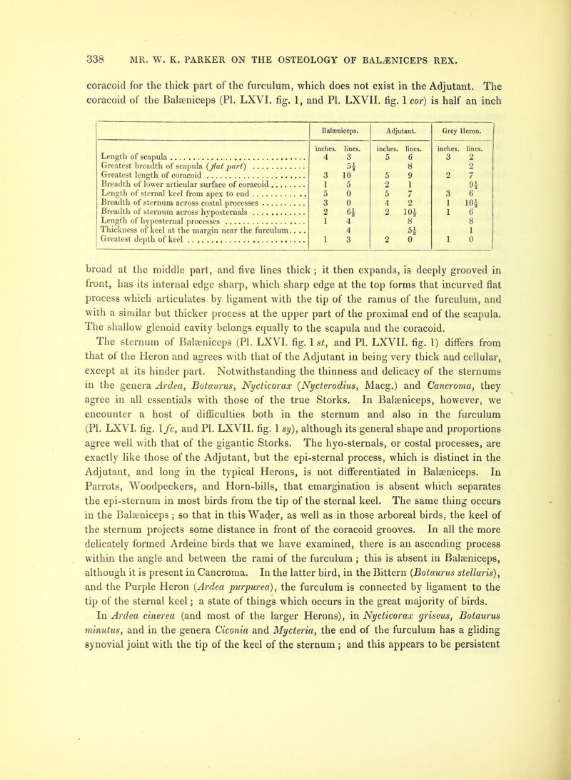 coracoid for the thick part of the furculum, which does not exist in the Adjutant. The coracoid of the Balseniceps (PI. LXVI. fig. 1, and PI. LXVII. fig. 1 cor) is half an inch Balaeniceps. Adjutant. Grey Heron. inches, lines. inches, lines. inches, lines. Length of scapula Greatest breadth of scapula {fiat jiart) 4 3 5L 5 6 8 3 2 2 Greatest length of coracoid 3 10 5 9 2 7 Breadth of lower articular surface of coracoid 1 5 2 1 9i Length of sternal keel from apex to end 5 0 5 7 3 6 Breadth of sternum across costal processes 3 0 4 2 1 lOi Breadth of sternum across hyposternals Length of hyposternal processes Thickness of keel at the margin near the furculum.. .. 2 6| 1 4 4 2 lOi 8 5i 1 G 8 1 Greatest depth of keel 1 3 2 0 1 0 broad at the middle part, and five lines thick; it then expands, is deeply grooved in front, has its internal edge sharp, which sharp edge at the top forms that incurved flat process which articulates by ligament with the tip of the ramus of the furculum, and with a similar but thicker process at the upper part of the proximal end of the scapula. The shallow glenoid cavity belongs equally to the scapula and the coracoid. The sternum of Baleeniceps (PI. LXVI. fig. 1 sf, and PI. LXVII. fig. 1) differs from that of the Heron and agrees with that of the Adjutant in being very thick and cellular, except at its hinder part. Notwithstanding the thinness and delicacy of the sternums in the genera Ardea, Botaurus, Nycticorax (Nycterodius, Macg.) and Cancroma, they agree in all essentials with those of the true Storks. In Balseniceps, however, we encounter a host of difficulties both in the sternum and also in the furculum (PI. LXVI. fig. 1/c, and PL LXVII. fig. 1 sy), although its general shape and proportions agree well with that of the gigantic Storks. The hyo-sternals, or costal processes, are exactly like those of the Adjutant, but the epi-sternal process, which is distinct in the Adjutant, and long in the typical Herons, is not differentiated in Balaeniceps. In Parrots, Woodpeckers, and Horn-bills, that emargination is absent which separates the epi-sternum in most birds from the tip of the sternal keel. The same thing occurs in the Balaeniceps; so that in this Wader, as well as in those arboreal birds, the keel of the sternum projects some distance in front of the coracoid grooves. In all the more delicately formed Ardeine birds that we have examined, there is an ascending process within the angle and between the rami of the furculum; this is absent in Balaeniceps, although it is present in Cancroma. In the latter bird, in the Bittern {Botaurus stellaris), and the Purple Heron {Ardea purpurea)^ the furculum is connected by ligament to the tip of the sternal keel; a state of things which occurs in the great majority of birds. In Ardea cinerea (and most of the larger Herons), in Nycticorax griseus, Botaurus minutus, and in the genera Ciconia and Mycteria, the end of the furculum has a gliding synovial joint with the tip of the keel of the sternum; and this appears to be persistent