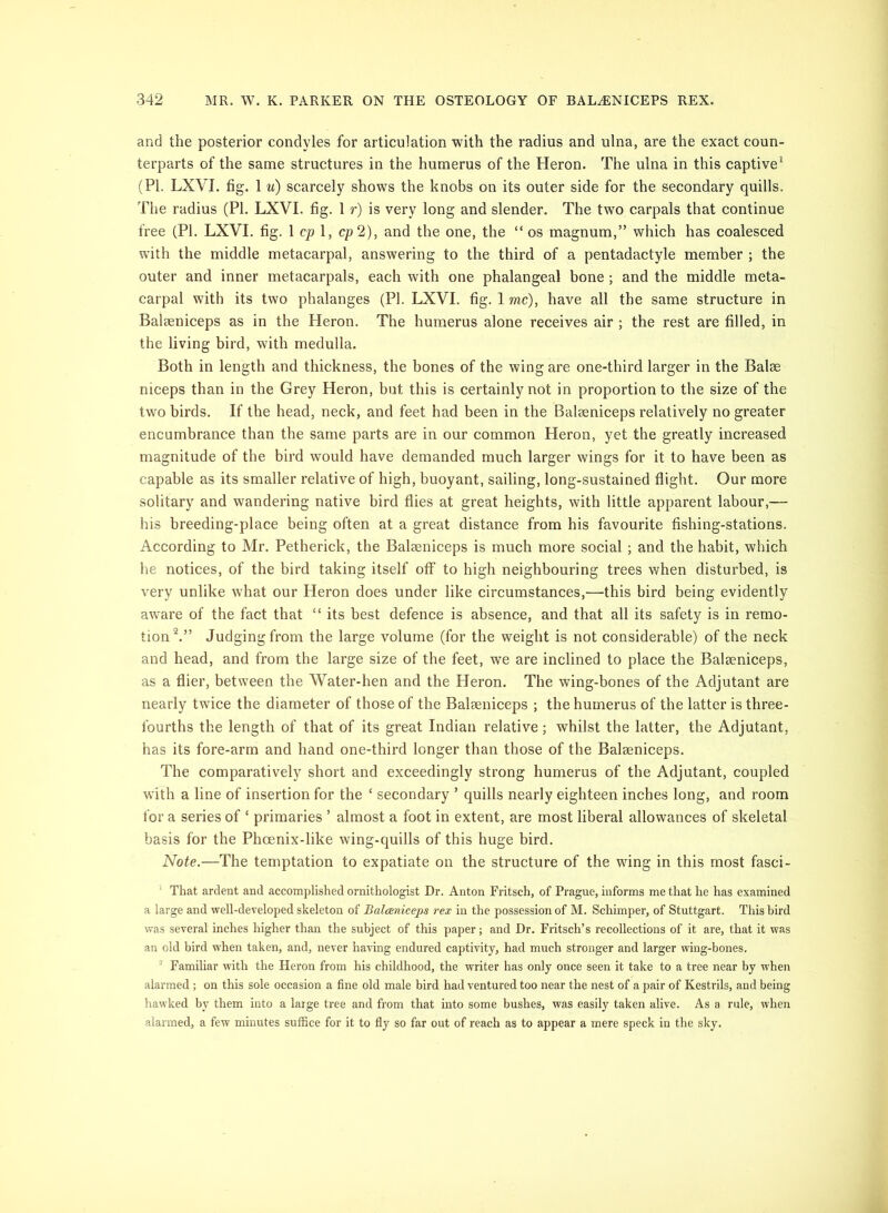 and the posterior condyles for articulation with the radius and ulna, are the exact coun- terparts of the same structures in the humerus of the Heron. The ulna in this captive’' (PI. LXVI. fig. 1 u) scarcely shows the knobs on its outer side for the secondary quills. The radius (PI. LXVI. fig. 1 r) is very long and slender. The two carpals that continue free (PI. LXVI. fig. 1 cp 1, cp2), and the one, the “ os magnum,” which has coalesced with the middle metacarpal, answering to the third of a pentadactyle member ; the outer and inner metacarpals, each with one phalangeal bone ; and the middle meta- carpal with its two phalanges (PI. LXVI. fig. 1 me), have all the same strueture in Balaeniceps as in the Heron. The humerus alone receives air ; the rest are filled, in the living bird, with medulla. Both in length and thickness, the bones of the wing are one-third larger in the Balse niceps than in the Grey Heron, but this is certainly not in proportion to the size of the two birds. If the head, neck, and feet had been in the Balaeniceps relatively no greater encumbrance than the same parts are in our common Heron, yet the greatly increased magnitude of the bird would have demanded much larger wings for it to have been as capable as its smaller relative of high, buoyant, sailing, long-sustained flight. Our more solitary and wandering native bird flies at great heights, with little apparent labour,— his breeding-place being often at a great distance from his favourite fishing-stations. According to Mr. Petherick, the Balaeniceps is much more social; and the habit, which he notices, of the bird taking itself off to high neighbouring trees when disturbed, is very unlike what our Heron does under like circumstances,—this bird being evidently aware of the fact that “ its best defence is absence, and that all its safety is in remo- tion Judging from the large volume (for the weight is not considerable) of the neck and head, and from the large size of the feet, we are inclined to place the Balaeniceps, as a flier, between the Water-hen and the Heron. The wing-bones of the Adjutant are nearly twice the diameter of those of the Balaeniceps ; the humerus of the latter is three- fourths the length of that of its great Indian relative; whilst the latter, the Adjutant, has its fore-arm and hand one-third longer than those of the Balaeniceps. The comparatively short and exceedingly strong humerus of the Adjutant, coupled with a line of insertion for the ‘ secondary ’ quills nearly eighteen inches long, and room for a series of ‘ primaries ’ almost a foot in extent, are most liberal allowances of skeletal basis for the Phoenix-like wing-quills of this huge bird. Note.—The temptation to expatiate on the structure of the wing in this most fasci- ^ That ardent and accomplished ornithologist Dr. Anton Fritsch, of Prague, informs me that he has examined a large and well-developed skeleton of Balceniceps rex in the possession of M. Schimper, of Stuttgart. This bird was several inches higher than the subject of this paper; and Dr. Fritsch’s recollections of it are, that it was an old bird when taken, and, never having endured captivity, had much stronger and larger wing-bones. ' Familiar with the Heron from his childhood, the writer has only once seen it take to a tree near by when alarmed ; on this sole occasion a fine old male bird had ventured too near the nest of a pair of Kestrils, and being hawked by them into a large tree and from that into some bushes, was easily taken alive. As a rule, when alarmed, a few minutes suffice for it to fly so far out of reach as to appear a mere speck in the sky.