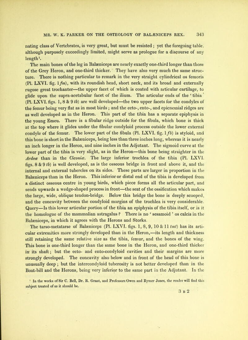 nating class of Vertebrates, is very great, but must be resisted ; yet the foregoing table, although purposely exceedingly limited, might serve as prologue for a discourse of any length h The main bones of the leg in Balaeniceps are nearly exactly one-third longer than those of the Grey Heron, and one-third thicker. They have also very much the same struc- ture. There is nothing particular to remark in the very straight cylindrical os femoris (PI. LXVI. fig. 1/m), with its roundish head, short neck, and its broad and externally rugose great trochanter—the upper facet of which is coated with articular cartilage, to glide upon the supra-acetabular facet of the ilium. The articular ends of the ‘ tibia ’ (PI. LXVI. figs. 1, 8 & 9 are well developed—the two upper facets for the condyles of the femur being very flat as in most birds ; and the ecto-, ento-, and epicneinial ridges are as well developed as in the Heron. This part of the tibia has a separate epiphysis in the young Emeu. There is a fibular ridge outside for the fibula, which bone is thick at the top where it glides under the fibular condyloid process outside the lower external condyle of the femur. The lower part of the fibula (PI. LXVI. fig. 1 fh) is styloid, and this bone is short in the Balaeniceps, being less than three inches long, whereas it is nearly an inch longer in the Heron, and nine inches in the Adjutant. The sigmoid curve at the lower part of the tibia is very slight, as in the Heron—this bone being straighter in the Ardea than in the Ciconics. The large inferior troehlea of the tibia (PI. LXVI. figs. 8 8i9tb) is well developed, as is the osseous bridge in front and above it, and the internal and external tubercles on its sides. These parts are larger in proportion in the Balaeniceps than in the Heron. This inferior or distal end of the tibia is developed from a distinct osseous centre in young birds, which piece forms all the articular part, and sends upwards a wedge-shaped process in front—the seat of the ossification which makes the large, wide, oblique tendon-bridge. Below this bridge the bone is deeply scooped, and the concavity between the condyloid margins of the trochlea is very considerable. Query—Is this lower articular portion of the tibia an epiphysis of the tibia itself, or is it the homologue of the mammalian astragalus ? There is no ‘ sesamoid ’ os calcis in the Balseniceps, in which it agrees with the Herons and Storks. The tarso-metatarse of Balseniceps (PI. LXVI. figs. 1, 8, 9, 10 & 11 tmt) has its arti- cular extremities more strongly developed than in the Heron,—its length and thickness still retaining the same relative size as the tibia, femur, and the bones of the wing. This bone is one-third longer than the same bone in the Heron, and one-third thicket- in its shaft; but the ecto- and ento-condyloid cavities and their margins are more strongly developed. The concavity also below and in front of the head of this bone is unusually deep ; but the intercondyloid tuberosity is not better developed than in the Boat-bill and the Herons, being very inferior to the same part in the Adjutant. In the ^ In the works of Sir C. Bell, Dr. R. Grant, and Professors Owen and Rymer Jones, the reader will find this subject treated of as it should be. 3 B 2