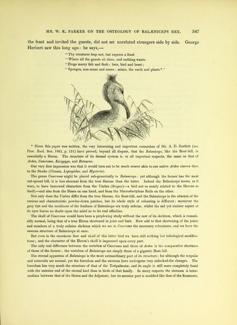 the feast and invited the guests, did not set unrelated strangers side by side. George Herbert saw this long ago: he says,— “ Thy creatures leap not, but express a feast “ Where all the guests sit close, and nothing wants. “ Frogs marry fish and flesh; bats, bird and beast; “ Sponges, non-sense and sense; mines, the earth and plants*.” * Since this paper was written, the very interesting and important researches of Mr. A. D. Bartlett (see Proc. Zool. Soc. 1861, p. 131) have proved, beyond all dispute, that the Balaniceps, like the Boat-bill, is essentially a Heron. The structure of its dermal system is, in all important respects, the same as that of Ardea, Cancroma, Eurypyga, and Botaurus. Our very first impression was that it would turn out to be much nearer akin to our native Ardea cinerea than to the Storks (Ciconia, Leptoptilus, and Mycteria). The genus Cancroma might be placed sub-generically to Balceniceps; yet although the former has the most out-spread bill, it is less aberrant from the true Herons than the latter. Indeed the Balseniceps seems, as it were, to have borrowed characters from the Umbre (Scopus)—a bird not so nearly related to the Herons as itself,—and also from the Ibises on one hand, and from the Macrodactylous Rails on the other. Not only does the Umbre differ from the true Herons, the Boat-bill, and the Balseniceps in the absence of the curious and characteristic powder-down patches, but its whole style of colouring is different; moreover the grey tint and the mealiness of the feathers of Balseniceps are truly ardeine, whilst the sad yet sinister aspect of its eyes leaves no doubt upon the mind as to its real affinities. The skull of Cancroma would have been a perplexing study without the rest of its skeleton, which is remark- ably normal, being that of a true Heron shortened in joint and limb. Now add to that shortening of the joints and members of a truly ardeine skeleton which we see in Cancroma the necessary robustness, and w’e have the osseous structure of Balaeniceps at once. But even in the enormous face and skull of this latter bird we have still nothing but teleological modifica- tions ; and the character of the Heron’s skull is impressed upon every part. The only real difference between the vertebrae of Cancroma and those of Ardea is the comparative shortness of those of the former ; the vertebrae of Balceniceps are simply those of a gigantic Boat-bill. The sternal apparatus of Balceniceps is the most extraordinary part of its structure ; for although the scapulae and coracoids are normal, yet the furculum and the sternum have undergone very unlooked-for changes. The furculum has very much the structure of that of the Totipalmatae, and its angle is still more completely fused with the anterior end of the sternal keel than in birds of that family. In many respects the sternum is inter- mediate between that of the Heron and the Adjutant; but its anterior part is modified like that of the Scansores,