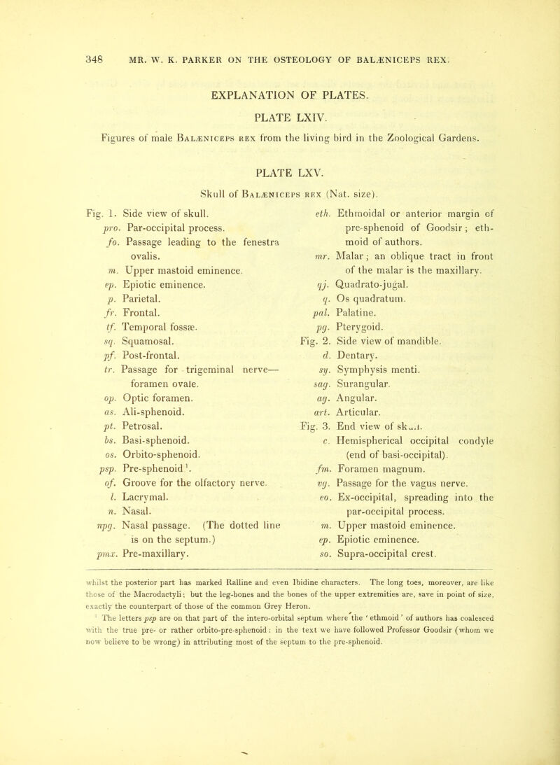 EXPLANATION OF PLATES. PLATE LXIV. Figures of male Bal^niceps rex from the living bird in the Zoological Gardens. PLATE LXV. Skull of Bal.eniceps rex (Nat. size). Fig. 1. Side view of skull. pro. Par-occipital process. fo. Passage leading to the fenestra ovalis. m. Upper mastoid eminence. ep. Epiotic eminence. p. Parietal. fr. Frontal. tf. Temporal fossae. sq. Squamosal. pf. Post-frontal. tr. Passage for trigeminal nerve— foramen ovale. op. Optic foramen. as. Ali-sphenoid. pt. Petrosal. bs. Basi-sphenoid. os. Orbito-sphenoid. psp. Pre-sphenoid h of. Groove for the olfactory nerve. 1. Lacrymal. n. Nasal. npg. Nasal passage. (The dotted line is on the septum.) pmx. Pre-maxillary. eth. Ethmoidal or anterior margin of pre-sphenoid of Goodsir; eth- moid of authors. mr. Malar; an oblique tract in front of the malar is the maxillary. qj. Quadrato-jugal. q. Os quadratum. pal. Palatine. pg. Pterygoid. Fig. 2. Side view of mandible. d. Dentary. sy. Symphysis menti. sag. Surangular. ag. Angular. art. Articular. Fig. 3. End view of sk^.i. c. Hemispherical occipital condyle (end of basi-occipital). fm. Foramen magnum. vg. Passage for the vagus nerve. eo. Ex-occipital, spreading into the par-occipital process. m. Upper mastoid eminence. ep. Epiotic eminence. so. Supra-occipital crest. whilst the posterior part has marked Ralline and even Ibidine characters. The long toes, moreover, are like those of the Macrodactyli; but the leg-bones and the bones of the upper extremities are, save in point of size, exactly the counterpart of those of the common Grey Heron. ' The letters psp are on that part of the intero-orbital septum where the ‘ ethmoid ’ of authors has coalesced with the true pre- or rather orbito-pre-sphenoid: in the text we have followed Professor Goodsir (whom we now believe to be wrong) in attributing most of the septum to the pre-sphenoid.