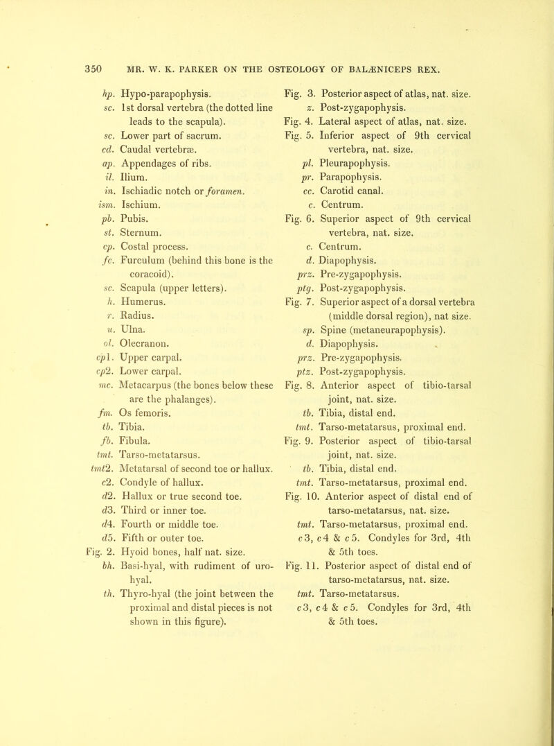 hp. Hypo-parapophysis. sc. 1st dorsal vertebra (the dotted line leads to the scapula). sc. Lower part of sacrum. cd. Caudal vertebrae. ap. Appendages of ribs. ^7. Ilium. in. Ischiadic notch or foramen, ism. Ischium. pb. Pubis. st. Sternum. cp. Costal process. fc. Furculum (behind this bone is the coracoid). sc. Scapula (upper letters). h. Humerus. r. Radius. u. Ulna. ol. Olecranon, cpl. Upper carpal. cp2. Lower carpal. 711C. Metacarpus (the bones below these are the phalanges). fm. Os femoris. th. Tibia. fb. Fibula. tmt. Tarso-metatarsus. tmt’2. Metatarsal of second toe or hallux. c2. Condyle of hallux. cl2. Hallux or true second toe. d3. Third or inner toe. dA. Fourth or middle toe. d5. Fifth or outer toe. Fig. 2. Hyoid bones, half nat. size. bh. Basi-hyal, with rudiment of uro- hyal. th. Thyro-hyal (the joint between the proximal and distal pieces is not shown in this figure). Fig. 3. Posterior aspect of atlas, nat. size. z. Post-zygapophysis. Fig. 4. Lateral aspect of atlas, nat. size. Fig. 5. Inferior aspect of 9th cervical vertebra, nat. size. pi. Pleurapophysis. pr. Parapophysis. cc. Carotid canal. c. Centrum. Fig. 6. Superior aspect of 9th cervical vertebra, nat. size. c. Centrum. d. Diapophysis. prz. Pre-zygapophysis. ptg. Post-zygapophysis. Fig. 7. Superior aspect of a dorsal vertebra (middle dorsal region), nat size. sp. Spine (metaneurapophysis). d. Diapophysis. prz. Pre-zygapophysis. ptz. Post-zygapophysis. Fig. 8. Anterior aspect of tibio-tarsal joint, nat. size. tb. Tibia, distal end. tmt. Tarso-metatarsus, proximal end. Fig. 9. Posterior aspect of tibio-tarsal joint, nat. size. tb. Tibia, distal end. tmt. Tarso-metatarsus, proximal end. Fig. 10. Anterior aspect of distal end of tarso-metatarsus, nat. size. tmt. Tarso-metatarsus, proximal end. c3, c4 & c5. Condyles for 3rd, 4th & 5th toes. Fig. 11. Posterior aspect of distal end of tarso-metatarsus, nat. size. tmt. Tarso-metatarsus. c3, c4 & c5. Condyles for 3rd, 4th & 5th toes.