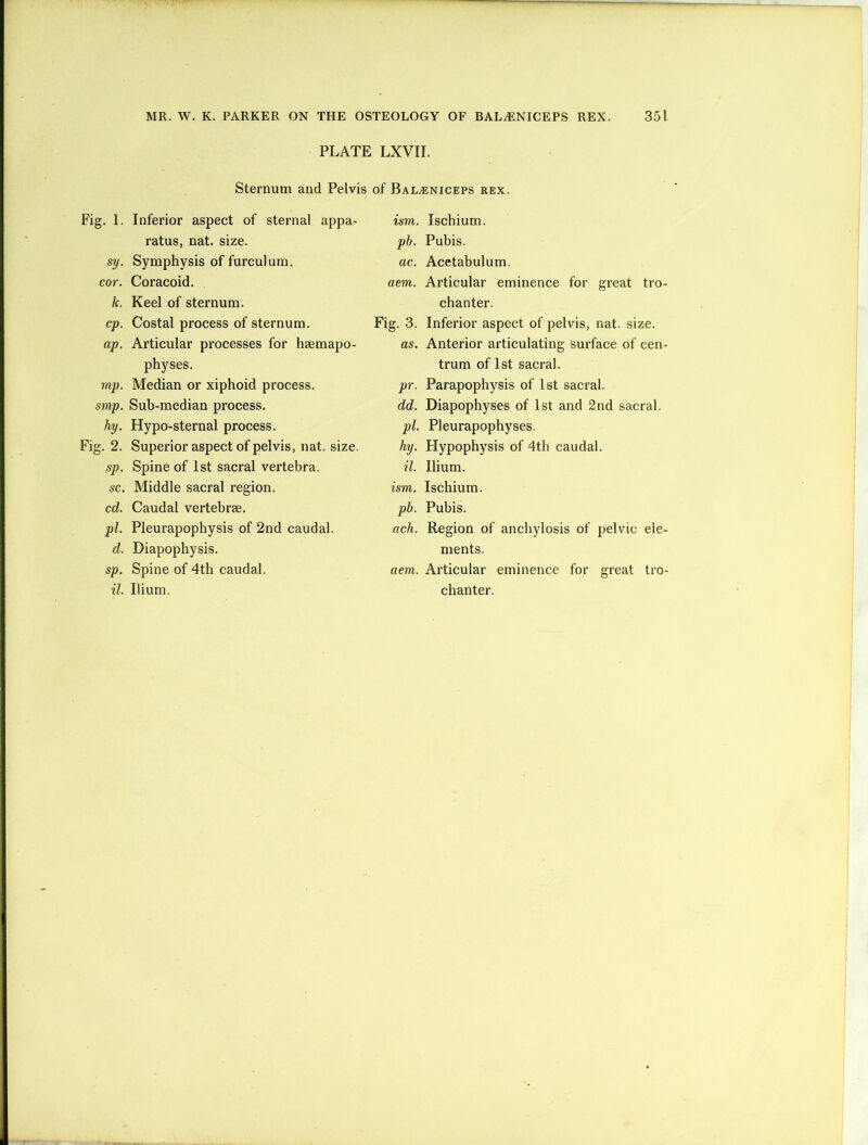 PLATE LXVII. Sternum and Pelvis of BALyENicEPS rex. Fig. 1. Inferior aspect of sternal appa- ratus, nat. size. sy. Symphysis of furculum. cor. Coracoid. k. Keel of sternum. cp. Costal process of sternum. ap. Articular processes for hsemapo- physes. mp. Median or xiphoid process. smp. Sub-median process. hy. Hypo-sternal process. Fig. 2. Superior aspect of pelvis, nat. size. sp. Spine of 1st sacral vertebra. sc. Middle sacral region. cd. Caudal vertebrae. pi. Pleurapophysis of 2nd caudal. d. Diapophysis. sp. Spine of 4th caudal. il. Ilium. ism. Ischium. ph. Pubis. ac. Acetabulum. aem. Articular eminence for great tro- chanter. Fig. 3. Inferior aspect of pelvis, nat. size. as. Anterior articulating surface of cen- trum of 1st sacral. pr. Parapophysis of 1st sacral. dd. Diapophyses of 1st and 2nd sacral. pi. Pleurapophyses. hy. Hypophysis of 4th caudal. il. Ilium. ism. Ischium. pb. Pubis. ach. Region of anchylosis of pelvic ele- ments. aem. Articular eminence for great tro- chanter.