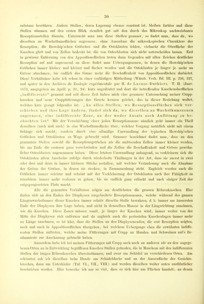 Substanz heiTülireu. Andere stellen, deren Lagerung ebenso constant ist, bleiben farblos und diese Stellen stimmen auf den ersten Blick ziemlieb gut mit den durch das Mikroskop nachweisbaren Resorptionsstellen überein. Untersucht man nun diese Stellen genauer, so tindet man, dass da, wo dieselben an Wacbstbumsfläcben angrenzen, ohne Ausnabme die nnkroskopiscbcn Charaktere der Resorption, die Howship’schen Grül)chen und die Ostoklasten fehlen, vielmehr die Oberfläche der Knochen glatt und von Zellen bedeckt ist, die von Osteoblasten sich nicht unterscheiden lassen. Erst in gewisser Entfernung von den A])i)Ositionstlächen treten dann Gegenden mit allen Zeichen deutlicher Resorjjtion auf und angrenzend an diese lindet man Uebergangszonen, in denen die Howship’schen Grübchen immer kleiner und kleiner und (lachcr werden und die Ostoklasten je länger je mehr an Grösse ahnehmen, bis cndlicb das Ganze mehr die Bcschalfenheit von Appositionsflächen darbietet. Diese Verhältnisse habe icb schon in einer vorläufigen Mittheilung (Würzb. Verb. Bd. TU. ]). 220, 227, und später in den Archives de Zoologie experimentale par II. de Ijacazc-Duthiers. T. II. |Janv. IS73, ausgegeben im April] p. 23, 24) kurz angedeutet und dort die betreffenden Knochenoberflächen „indifferente“ genannt und seit dieser Zeit haben mich eine genauere Untersuchung meiner Crap))- knochen und neue Cra])ptütterungcn das Gesetz kennen gelehrt, das in dieser Beziehung waltet, welches kurz gesagt folgendes ist: „An allen ►Stellen, wo Resorptionsflächen sich ver- schieben und ihre Lage ändern, findet sich da, wo dieselben an Wachsthumszonen angrenzen, eine indifferente Zone, an der weder Ansatz noch Auflösung zu be- obachten ist.“ Mit der Vcrschichung einer jeden Resorptionszone nämlicb geht immer ein Theil derselben (nach und nach) in eine Wachstlmmsflächc über, welcber Vorgang natürlich nicht mit einem ►Schlage sich macht, sondern durch eine allmälige Umwandlung der typischen Howshii)’schen Grübchen und Ostoklasten zu Wege gebracht wird. Genauer bezeichnet lindet man, dass an den genannten Stellen sowohl die Resorptionsgrübchen als die auilösenden Zellen immer kleiner werden, bis am Ende die ersteren ganz verschwinden und die Zellen die Beschaffenheit und Grösse gewöhn- licher Osteoblasten angenommen haben. Diese letztere Umwandlung anlangend, so verkleinern .sich die Ostoklasten allem Anscheine zufolge durch wiederholte Theilungen in der Art, dass sie zuerst in zwei oder drei und dann in immer kleinere Stücke zerfallen, mit welcher Veränderung auch die Abnahme der Grösse der Gruben, in denen sie stecken, in Zusammenhang steht. Zugleich werden auch die Grübchen immer seichter und scheint mit der Verkleinerung der O.stoklasten auch ihre Fähigkeit zu resorbiren immer mehr verloren zu gehen, bis sie endlich ganz erlischt und nach einiger Zeit der entgegengesetzten Platz macht. Alle die genannten \^erhältnisse zeigen am deutlichsten die grossen Röhrenknochen. Hier finden sich an den Enden der Diaphysen ausgebreitete Resorptionszonen, weiche während des ganzen Längenwachsthumes dieser Knochen immer relativ dieselbe Stelle bew^ahren, d. b. immer am äussersten Ende der Diaphysen ihre Lage haben, und nicht in demselben Maasse in der Längsrichtung zunehmen, wie die Knochen. Diese Zonen müssen somit, je länger der Knochen wird, immer weiter von der j\Iitte der Diaphysen sich entfernen und da zugleich auch die periostalen Knochenlagen immer mehr an Länge zunehmen, so ist klar, dass die Stellen an den Diaphysenenden, die erst Resorption zeigten, nach und nach in Apjmsitionsflächen übergehen, bei welchem Uebergange eben die erwähnten indiffe- renten ►Stellen auftreten, welche meine Fütterungen ndt Crapp an Hunden und Schweinen auf’s Be- stiramte.ste zur Anschauung gebracht haben. Ausserdem habe ich bei meinen Fütterungen mit Crap]) auch noch an anderen als* an den angege- benen Orten an in Entwicklung begriffenen Knochen Stellen gefunden, die in Manchem nnt den indifferenten ►Stellen der langen Röhrenknochen übereinstimmen, und zwar am Schädel an verschiedenen Orten. Am schönsten sah ich dieselben beim Hunde am Schädeldache und an der Aussenfläche der Gesichts- kuochen, dann am Unterkiefer (Taf. VI., VII., VIII.) und werden dieselben weiter unten ausführlicher beschrieben werden. Hier bemerke ich nur so viel, dass es .sich hier um Flächen handelt, an denen