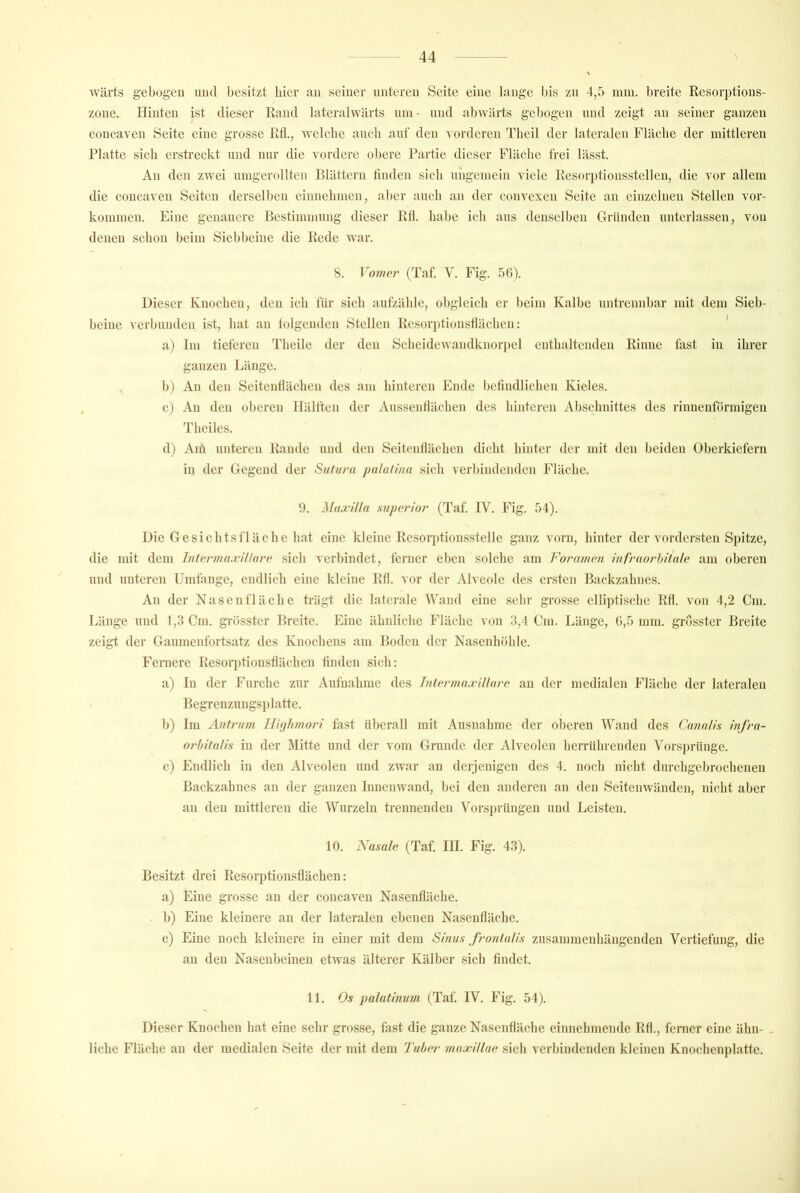 wärts gebogeu imd besitzt hier an seiner nnteren Seite eine lange bis zu 4,5 nun. breite Kesorptions- zone. Hinten ist dieser Rand lateralwärts um - und abwärts gebogen und zeigt an seiner ganzen coucaven Seite eine grosse Rä., wclebe aucli auf den vorderen Tlieil der lateralen Fläche der mittleren Platte sich erstreckt und nur die vordere obere Partie dieser Fläche frei lässt. An den zwei unigerollten Plättern tinden sieb ungemein viele Resorptionsstellen, die vor allem die concaven Seiten derselben einnebmen, aber aucli an der convexen Seite an einzelnen Stellen Vor- kommen. Eine genauere Bestimmung dieser RH. habe ich aus denselben Gründen unterlassen, von denen schon beim Siebbeine die Rede war. 8. Vomer (Taf. V. Fig. 56). Dieser Knochen, den ich für sich aufzähle, obgleich er beim Kalbe untrennbar mit dem Sieb- beinc verbunden ist, hat an tolgenden Stellen Resorptionstlächcn: ' a) Ini tieferen Theile der den Scheidewandknoriiel enthaltenden Rinne fast in ihrer ganzen Länge. b) An den Seitenflächen des am hinteren Ende belindlichen Kieles. c) An den oberen Hälften der Aussentlächen des hinteren Abschnittes des rinnenformigen Theiles. d) Aift unteren Rande und den Seitenflächen dicht hinter der mit den beiden Oberkiefern in der Gegend der Sufi/ra palatina sich verbindenden Fläche. 9. Maxilla superior (Taf. IV. Fig. 54). Die Gesichtsfläche hat eine kleine Rcsorptionsstelle ganz vorn, hinter der vordersten Spitze, die mit dem IntermaxiUarc sich verbindet, ferner elien solche am Foramon infruorhilnU; am oberen und unteren Umtange, endlich eine kleine Rfl. vor der Alveole des ersten Backzahnes. An der Nasen fläche trägt die laterale Wand eine sehr grosse elliptische Rfl. von 4,2 Cm. Länge und 1,3 Cm. gi-össter Breite. Eine ähnliche Fläche von 3,4 Cm. Länge, 6,5 mm. grösster Breite zeigt der Gaumenfortsatz des Knochens am Boden der Nasenhöhle. Fernere Resor])tionsflächen tinden sich: a) In der Furche zur Aufnahme des InlonmixiUnvo. an der medialen Fläche der lateralen Begrenzungsi)latte. b) Im Antrum llUjhmori fast überall mit Ausnahme der oberen Wand des CmiaUs infrn- orbitaUs in der Mitte und der vom Grunde der Alveolen herrührenden Vorsj)rünge. c) Endlich in den Alveolen und zwar an derjenigen des 4. noch nicht durchgebrochenen Backzahnes an der ganzen Innenwand, bei den anderen an den Seitenwänden, nicht aber an den mittleren die Wurzeln trennenden Vors])rüngeii und Leisten. 10. Nasale (Taf. III. Fig. 43). Besitzt drei Resorptionsflächen: a) Eine grosse an der concaven Nasenfläche. b) Eine kleinere an der lateralen ebenen Nasenfläche. c) Eine noch kleinere in einer mit dem Sinus froulalis zusammenhängenden Vertiefung, die an den Nasenbeinen etwas älterer Kälber sich findet. 11. Os palatinu7n (Taf. IV. Fig. 54). Dieser Knochen hat eine sehr grosse, fast die ganze Nasenfläche einnehmende Rfl., ferner eine ähn- liche Fläche an der medialen Seite der mit dem Tuber muxillue sich verbindenden kleinen Knochenplatte.
