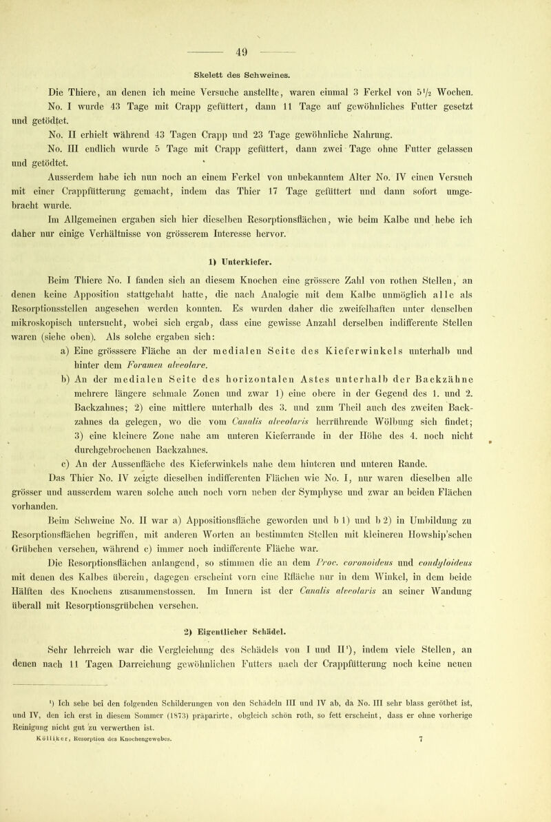 Skelett des Schweines. Die Thieve, an denen ich meine Versuche anstellte, waren einmal 3 Ferkel von 572 Wochen. No. I wurde 43 Tage mit Crapp gefüttert, dann 11 Tage auf gewöhnliches Futter gesetzt und getödtet. No. II erhielt während 43 Tagen Crapp und 23 Tage gewöhnliche Nahrung. No. III endlich wurde 5 Tage mit Crapp gefüttert, dann zwei Tage ohne Futter gelassen und getödtet. Ausserdem habe ich nun noch an einem Ferkel von unbekanntem Alter No. IV einen Versuch mit einer Crappfütterung gemacht, indem das Thier 17 Tage gefüttert und dann sofort umge- hracht wurde. Im Allgemeinen ergaben sich hier dieselben Resorptionsflächeu, wie beim Kalbe und hebe ich daher nur einige Verhältnisse von grösserem Interesse hervor. 1) Unterkiefer. Beim Thiere No. I fanden sich an diesem Knochen eine grössere Zahl von rothen Stellen, an denen keine Apposition stattgehabt hatte, die nach Analogie mit dem Kalbe unmöglich alle als Resorptiousstellen angesehen werden konnten. Es wurden daher die zweifelhaften unter denselben mikroskopisch untersucht, wobei sich ergab, dass eine gewisse Anzahl derselben indifferente Stellen waren (siehe oben). Als solche ergaben sich: a) Eine grösssere Fläche an der medialen Seite des Kiefer winkeis unterhalb und hinter dem Foramen alveolare. b) An der medialen Seite des horizontalen Astes unterhalb der Backzähne mehrere längere schmale Zonen und zwar 1) eine obere in der Gegend des 1. und 2. Backzahnes; 2) eine mittlere unterhalb des 3. und zum Theil auch des zweiten Back- zahnes da gelegen, wo die vom CanaUs alveo/aris herrührende Wölbung sich findet; 3) eine kleinere Zone nahe am unteren Kieferrande in der Höhe des 4. noch nicht durchgebrochenen Backzahnes. c) An der Aussenfläche des Kieferwinkels nahe dem hinteren und unteren Rande. Das Thier No. IV zeigte dieselben indifferenten Flächen wie No. I, nur waren dieselben alle grösser und ausserdem waren solche auch noch vorn neben der Symphyse und zwar an beiden Flächen vorhanden. Beim Schweine No. II war a) Appositionsfläche geworden und b 1) und b 2) in Umlnldung zu Resorptionsflächen begriffen, mit anderen Worten an bestimmten Stellen mit kleineren Plowship’schen Grübchen versehen, während c) immer noch indifferente Fläche war. Die Resorptionsflächen anlangend, so stimmen die an dem Proc. coronokJeus und coudi/loideus mit denen des Kalbes überein, dagegen erscheint vorn eine Rfläche nur in dem Winkel, in dem beide Hälften des Knochens zusammenstossen. Im Innern ist der Canalis alveolaris an seiner Wandung überall mit Resorptionsgrübchen versehen. 2) Eigentlicher Schädel. Sehr lehrreich war die Vergleichung des Schädels von I und IP), indem viele Stellen, an denen nach 11 Tagen, Darreichung gewöhnlichen Futters nach der Crappfütterung noch keine neuen P Ich sehe bei den folgenden Schilderungen von den Schädeln III und IV ab, da No. III sehr blass geröthet ist, und IV, den ich erst in diesem Sommer (1873) präparirte, obgleich schön roth, so fett erscheint, dass er ohne vorherige Reinigung nicht gut zu verwerthen ist. KolUkcr, Kosorption üca Kuochengeweboa. 7