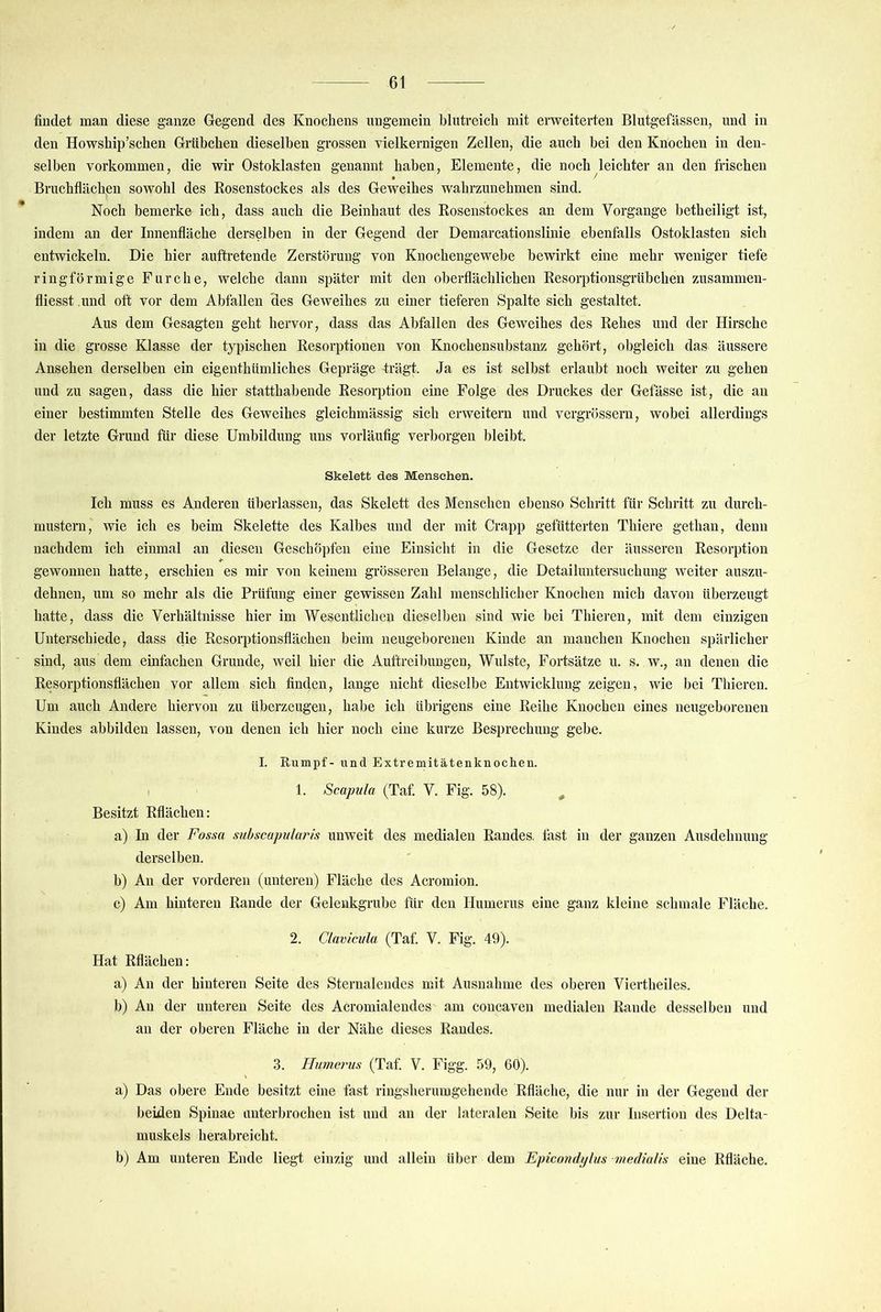 findet man diese ganze Gegend des Knochens ungemein blutreich mit erweiterten Blutgefässen, und in den Howship’schen Grübchen dieselben grossen vielkernigen Zellen, die auch bei den Knochen in den- selben Vorkommen, die wir Ostoklasten genannt haben, Elemente, die noch leichter an den frischen Bruchflächen sowohl des Rosenstockes als des Geweihes wahrzunehmen sind. Noch bemerke ich, dass auch die Beinhaut des Rosenstockes an dem Vorgänge betheiligt ist, indem an der Innenfläche derselben in der Gegend der Demarcationslinie ebenfalls Ostoklasten sich entwickeln. Die hier auftretende Zerstörung von Knochengewebe bewirkt eine mehr weniger tiefe ringförmige Furche, welche dann später mit den oberflächlichen Resorptionsgrübchen zusammen- fliesst und oft vor dem Abfallen des Geweihes zu einer tieferen Spalte sich gestaltet. Aus dem Gesagten geht hervor, dass das Abfallen des Geweihes des Rehes und der Hirsche in die grosse Klasse der typischen Resorptionen von Knochensubstanz gehört, obgleich das äussere Ansehen derselben ein eigenthümliches Gepräge trägt. Ja es ist selbst erlaubt noch weiter zu gehen und zu sagen, dass die hier statthahende Resorption eine Folge des Druckes der Gelasse ist, die au einer bestimmten Stelle des Geweihes gleichmässig sich erweitern und vergrössern, wobei allerdings der letzte Grund für diese Umbildung uns vorläufig verborgen bleibt. Skelett des Menschen. Ich muss es Anderen überlassen, das Skelett des Menschen ebenso Schritt für Schritt zu durch- mustern, wie ich es beim Skelette des Kalbes und der mit Crapp gefütterten Thiere gethan, denn nachdem ich einmal an diesen Geschöpfen eine Einsicht in die Gesetze der äusseren Resorption gewonnen hatte, erschien es mir von keinem grösseren Belange, die Detailuutersuchung weiter auszu- dehnen, um so mehr als die Prüfung einer gewissen Zahl menschlicher Knochen mich davon überzeugt hatte, dass die Verhältnisse hier im Wesentlichen dieselben sind wie bei Thieren, mit dem einzigen Unterschiede, dass die Resorptionsflächen beim neugeborenen Kinde an manchen Knochen spärlicher sind, aus dem einfachen Grunde, weil hier die Auftreibungen, Wulste, Fortsätze u. s. w., an denen die Resorptionsflächen vor allem sich finden, lange nicht dieselbe Entwicklung zeigen, wie bei Thieren. Um auch Andere hiervon zu überzeugen, habe ich übrigens eine Reihe Knochen eines neugeborenen Kindes abbilden lassen, von denen ich hier noch eine kurze Besprechung gehe. I. Rumpf- und Extremitätenknochen. 1. Scapula (Taf. V. Fig. 58). ^ Besitzt Rflächen: a) In der Fossa snbscapularis unweit des medialen Randes, fast in der ganzen Ausdehnung derselben. b) An der vorderen (unteren) Fläche des Acromion. c) Am hinteren Rande der Gelenkgrube für den Humerus eine ganz kleine schmale Fläche. 2. Clavlcvla (Taf. V. Fig. 49). Hat Rflächen: a) An der hinteren Seite des Sternalendes mit Ausnahme des oberen Viertheiles. b) An der unteren Seite des Acromialendes am concaven medialen Rande desselben und au der oberen Fläche in der Nähe dieses Randes. 3. Humerus (Taf. V. Figg. 59, 60). a) Das obere Ende besitzt eine fast ringsherumgehende Rfläche, die nur in der Gegend der beiden Spinae unterbrochen ist und an der lateralen Seite bis zur Insertion des Delta- muskels herabreicht. b) Am unteren Ende liegt einzig und allein über dem Epicondj/lus inedlalis eine Rfläche.