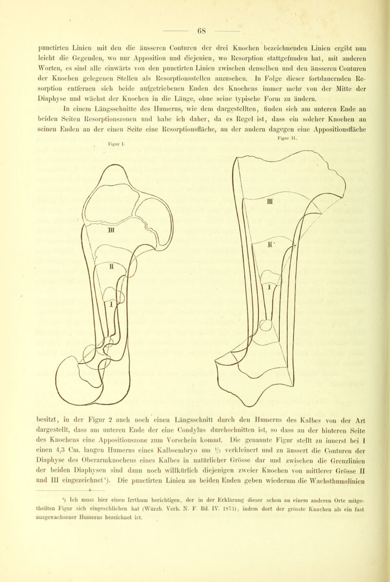 puuctirteii Linien mit den die äusseren Couturen der drei Knoelien Lezeiclinenden Linien ergil)t nun leicht die Gegenden, wo nur Apposition und diejenien, wo Resorption stattgefunden hat, mit anderen Worten, es sind alle einwärts von den punctirten Linien zwischen denselben und den äusseren Couturen der Knochen gelegenen Stellen als Kcsorptionsstellen aiizusehen. In Folge dieser fortdauernden Re- sorption entfernen sich beide autgetriebenen Enden des Knochens immer mehr von der Mitte der Diaphyse und wächst der Knochen in die Länge, ohne seine typische Form zu ändern. In einem Längsschnitte des Humerus, wie dem dargestellten, tinden sich am unteren Ende an beiden Seiten Resori)tionszonen und habe ich daher, da es Regel ist, dass ein solcher Knochen an seinen Enden an der einen Seite eine Resor])tionsHäche, au der andern dagegen eine Appositionsfläche Figur I. Figur II. besitzt, in der Figur 2 auch noch einen Längsschnitt durch den Humerus des Kalbes von der Art dargestellt, dass am unteren Ende der eine Condylus durchschnitten ist, so dass an der liinteren Seite des Knochens eine Appositionszone zum Vorschein kommt. Die genannte Figur stellt zu innerst bei I einen 4,3 Cm. langen Humerus eines Kalbsembryo um verkleinert und zu äussert die Couturen der Diaphyse des Oberarmknochens eines Kalbes in natürlicher Grösse dar und zwisclien die Grenzlinien der beiden Diaphysen sind dann noch willkürlich diejenigen zweier Knochen von mittlerer Grösse II und HI eingezeichuet'). Die punctirten Linien an beiden Enden geben wiederum die Wachsthumslinien ') Ich muss hier einen Irrthum berichtigen, der in der Erklärung dieser schon an einem anderen Orte mitge- theilten Figur sich eingeschlichen hat (Würzb. Verh. N. F. Bd. IV. 1S73), indem dort der grösste Knochen als ein fast ausgewachsener Humerus bezeichnet ist.
