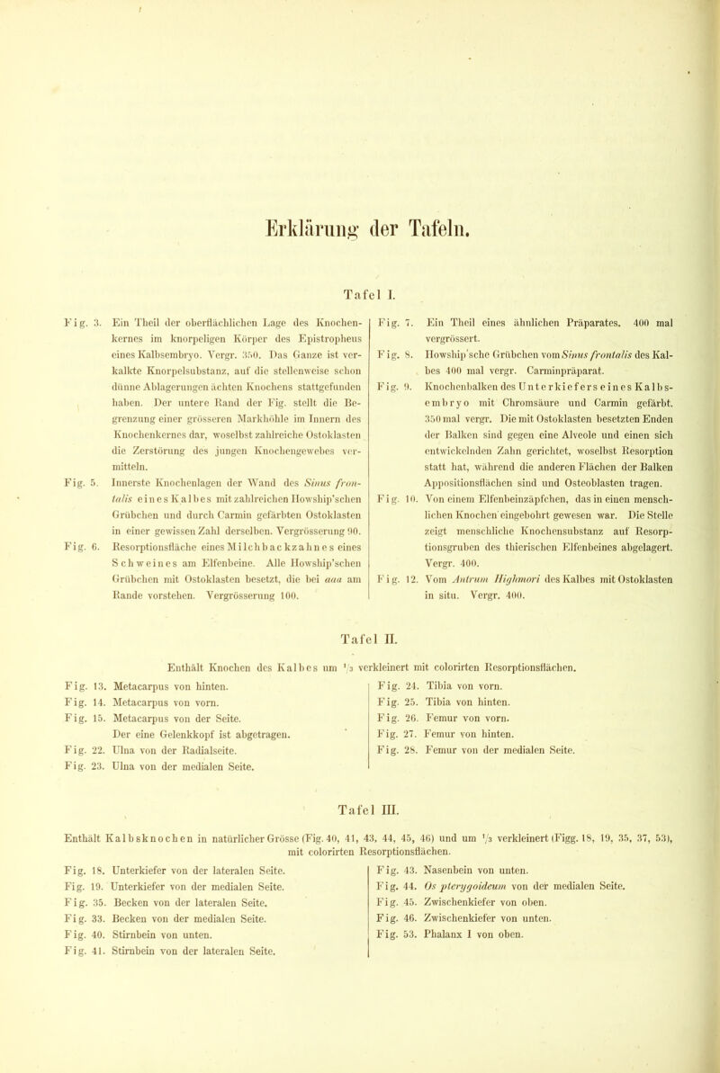 ! Erklärung’ der Tafeln. Tafel I. Fig. 3. Ein Thcil der oberdächliclien Lage des Knoclien- kernes im knorpeligen Köriier des Epistropheus eines Kalbsembryo. Vergr. 3.'i0. Das Ganze ist ver- kalkte Knorpelsubstanz, auf die stellenweise schon dünne Ablagerungen ächten Knochens stattgcfundcu haben. Der untere Rand der Fig. stellt die Be- grenzung einer grösseren Markhöhle im Innern des Knochenkernes dar, woselbst zahlreiche Ostoklasten die Zerstörung des jungen Knochengewehes ver- mitteln. Fig. 5. Innerste Knochenlagen der Wand des Simia fron- talis eines Kalbes mit zahlreichen Ilowship’schen Grübchen und durch Carmin gefärbten Ostoklasten in einer gewissen Zahl dersclhcn. Vergrösserung 00. Fig. 0. Resorptionsfläche eines Milchbackzahn es eines Schweines am Elfenbeine. Alle Ilowship’schen Grübchen mit Ostoklasten besetzt, die bei aaa am Rande vorstehen. Vergrösserung 100. Fig. 7. Ein Theil eines ähnlichen Präparates. 400 mal vergrössert. F ig. 8. Ilowship’sche Grübchen vom Sinus frontalis des Kal- bes 100 mal vergr. Carminpräparat. F i g. 0. Knocheubalken des ü ntcr kiefersei nesKalbs- embryo mit Chromsäure und Carmin gefärbt. 3.Ö0 mal vergr. Die mit Ostoklasten besetzten Enden der Balken sind gegen eine Alveole und einen sich entwickelnden Zahn gerichtet, woselbst Resorption statt hat, während die anderen Flächen der Balken Appositionsflächen sind und Osteoblasten tragen. Fig. 10. Von einem Elfenbeinzäpfchen, das in einen mensch- lichen Knochen'cingebohrt gewesen war. Die Stelle zeigt menschliche Knochensubstanz auf Resorp- tionsgruben des thicrischen IGfenbeincs abgelagert. Vergr. 400. Fig. 12. Vom Anlrum Uif/lmwri des Kalbes mit Ostoklasten in situ. Vergr. 400. Enthält Knochen des Kalbes Fig. 13. Metacarpus von hinten. Fig. 14. Metacarpus von vorn. Fig. 15. Metacarpus von der Seite. Der eine Gelenkkojjf ist abgetragen. Fig. 22. Ulna von der Radialseite. Fig. 23. Ulna von der medialen Seite. Tafel II. um ’/a verkleinert mit colorirtcn Resorptionsflächen. Fig. 24. Tibia von vorn. Fig. 25. Tibia von hinten. Fig. 20. Femur von vorn. Fig. 27. Femur von hinten. Fig. 28. Femur von der medialen Seite. Tafel III. Enthält Kalbsknochen in natürlicher Grösse (Fig. 40, 41, 43, 44, 45, 46) und um '/s verkleinert (Figg. 18, 19, 35, 37, 53), mit colorirten Resorptionsflächen. Fig. 18. Unterkiefer von der lateralen Seite. Fig. 19. Unterkiefer von der medialen Seite. Fig. 35. Becken von der lateralen Seite. Fig. 33. Becken von der medialen Seite. Fig. 41. Stirnbein von der lateralen Seite. Fig. 43. Nasenbein von unten. Fig. 44. Os pterygoideum von der medialen Seite. Fig. 45. Zwischenkiefer von oben. Fig. 46. Zwischenkiefer von unten.