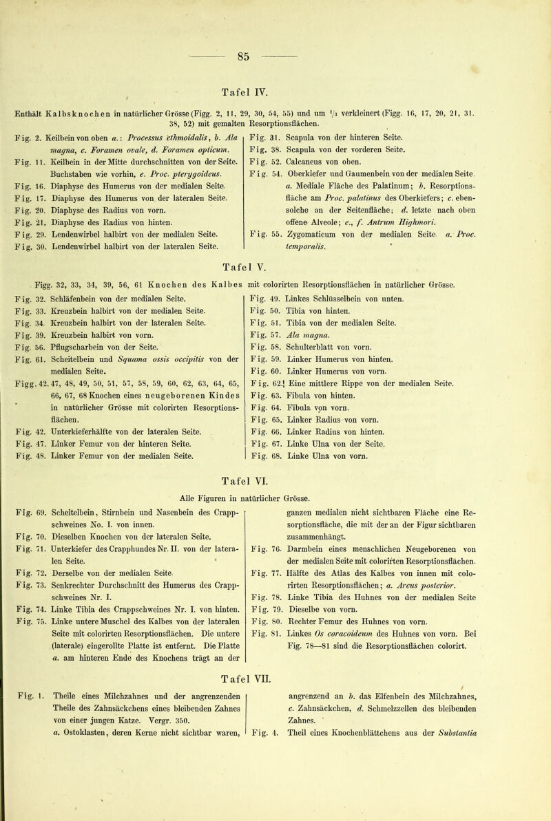 Tafel IV. Enthält Kalbsknochen in natürlicher Grösse(Figg. 2, II, 29, 30, 54, 55) und um ‘/a verkleinert (Figg. 16, 17, 20, 21, 31. 38, 52) mit gemalten Resorptionsflächen. Fig. 2. Keilbein von oben a.\ Processus 'etJimoidalis, b. Ala magna, c. Foramen ovale, d. Foramen opticum. Fig. 11. Keilbein in der Mitte durchschnitten von der Seite. Buchstaben wie vorhin, e. Proc. pterygoideus. Fig. 16. Diaphyse des Humerus von der medialen Seite. Fig. 17. Diaphyse des Humerus von der lateralen Seite. Fig. 20. Diaphyse des Radius von vorn. Fig. 21. Diaphyse des Radius von hinten. Fig. 29. Lendenwirbel halbirt von der medialen Seite. Fig. 30. Lendenwirbel halbirt von der lateralen Seite. Fig. 31. Scapula von der hinteren Seite. Fig. 38. Scapula von der vorderen Seite. Fig. 52. Calcaneus von oben. Fig. 54. Oberkiefer und Gaumenbein von der medialen Seite, a. Mediale Fläche des Palatinum; h. Resorptions- fläche am Proc. palatinus des Oberkiefers; c. eben- solche an der Seitenfläche; d. letzte nach oben offene Alveole; e., f. Antrum Highmori. Fig. 55. Zygomaticum von der medialen Seite, a. Proc. iemporalis. Tafel V. Figg. 32, 33, 34, 39, 56, 61 Knochen des Kalbes mit colorirten Resorptionsflächen in natürlicher Grösse. Fig. 32. Schläfenbein von der medialen Seite. Fig. 33. Kreuzbein halbirt von der medialen Seite. Fig. 34. Kreuzbein halbirt von der lateralen Seite. Fig. 39. Kreuzbein halbirt von vorn. Fig. 56. Pflugscharbein von der Seite. Fig. 61. Scheitelbein und Squama ossis occipitis von der medialen Seite. Figg. 42.47, 48, 49, 50, 51, 57, 58, 59, 60, 62, 63, 64, 65, 66, 67, 68Knochen eines neugeborenen Kindes in natürlicher Grösse mit colorirten Resorptions- flächen. Fig. 42. Unterkieferhälfte von der lateralen Seite. Fig. 47. Linker Femur von der hinteren Seite. Fig. 48. Linker Femur von der medialen Seite. Fig. 49. Linkes Schlüsselbein von unten. Fig. 50. Tibia von hinten. Fig. 51. Tibia von der medialen Seite. Fig. 57. Ala magna. F ig. 58. Schulterblatt von vorn. Fig. 59. Linker Humerus von hinten. Fig. 60. Linker Humerus von vorn. Fig. 62.< Eine mittlere Rippe von der medialen Seite. Fig. 63. Fibula von hinten. Fig. 64. Fibula von vorn. Fig. 65. Linker Radius von vorn. Fig. 66. Linker Radius von hinten. Fig. 67. Linke Ulna von der Seite. Fig. 68. Linke Ulna von vorn. Tafel VI. Alle Figuren in natürlicher Grösse. Fig. 69. Scheitelbein, Stirnbein und Nasenbein des Crapp- schweines No. I. von innen. Fig. 70. Dieselben Knochen von der lateralen Seite. Fig. 71. Unterkiefer desCrapphundesNr.il. von der latera- len Seite. • Fig. 72. Derselbe von der medialen Seite. Fig. 73. Senkrechter Durchschnitt des Humerus des Crapp- schweines Nr. I. Fig. 74. Linke Tibia des Crappschweines Nr. I. von hinten. Fig. 75. Linke untere Muschel des Kalbes von der lateralen Seite mit colorirten Resorptionsflächen. Die untere (laterale) eingerollte Platte ist entfernt. Die Platte a. am hinteren Ende des Knochens trägt an der Tafel Fig. 1. Theile eines Milchzahnes und der angrenzenden Theile des Zahnsäckchens eines bleibenden Zahnes von einer jungen Katze. Vergr. 350. a. Ostoklasten, deren Kerne nicht sichtbar waren. ganzen medialen nicht sichtbaren Fläche eine Re- sorptionsfläche, die mit der an der Figur sichtbaren zusammenhängt. Fig. 76. Darmbein eines menschlichen Neugeborenen von der medialen Seite mit colorirten Resorptionsflächen. Fig. 77. Hälfte des Atlas des Kalbes von innen mit colo- rirten Resorptionsflächen; a. Arcus posterior. Fig. 78. Linke Tibia des Huhnes von der medialen Seite Fig. 79. Dieselbe von vorn. Fig. 80. Rechter Femur des Huhnes von vorn. Fig. 81. Linkes Os coracoideum des Huhnes von vorn. Bei Fig. 78—81 sind die Resorptionsflächen colorirt. VII. t angrenzend an b. dafe Elfenbein des Milchzahnes, c. Zahnsäckchen, d. Schmelzzellen des bleibenden Zahnes. Fig. 4. Theil eines Knochenblättchens aus der Substantia