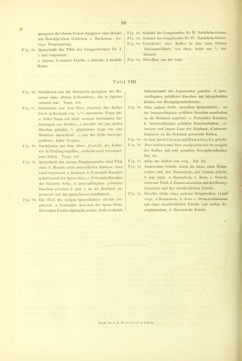 Spongiosa der oberen Femur-Apophyse eines Kindes mit Ilowship’schen Grübchen a. Markraum. Ge- ringe Vergrösserung. Fig. 30. Qnersclmitt der Tibia des Crappschweines Nr. I. .5 mal vergrössert. (t. hintere, vordere Fläche; c. laterale, c/. mediale Kante. Tate Fig. SO. Ostoklasten ans der Svhstantia spongiosa des Iln- merus eines älteren Kalbsembryo, der in Spiritus erhärtet war. Vergr. 350. Fig. ST. Ostoklasten ans dem Sinus frontalis des Kalbes frisch in Kochsalz von « ntersneht. Vergr. 100. n. heller Saum mit mehr weniger bestimmten An- deutungen von Streifen, a derselbe wie ans steifen Härchen gebildet, h. abgehobene Lage wie eine Membran darstellend, c. aus der Zelle hervorge- quollener, heller Tropfen. . . Fig. SS. Ostoklasten aus dem Sinus frontalis des Kalbes wie in Theilung begriffen, vielleicht auch verschmol- zene Zellen. Vergr. 400. Fig. so. Querschnitt des oberen Hiaphysenendes einer Tibia eines 0 Monate alten menschlichen Embryo, etwa Omal vergrössert. a. Beinhaut, h. Periostaler Kno.chen in derGegend der Spina iibiac, c. PeriostalerKnoc-lien der hinteren Seite, d. intracartilaginös gebildeter Knochen zwischen h. und c. an die Beinhaut an- grenzend und das ganze Innere einnehmend. Fig. 90. Ein Thcil des vorigen Querschnittes stärker ver- grüssert. a. Periostaler Knochen der Spina tibiae. Die rothen Punkte sind theils weiche, theils ossificirte Fig. 82. Schädel des Crapphundes Nr. II. Natürliche Grösse, Fig. S3. Schädel des Crapphundes Nr. IV. Natürliche Grösse. Fig. 84. Unterkiefer eines Kalbes in den eines Ochsen hineingezeichnet, von oben; beide um ver- kleinert. Fig. 85. Dieselben von der Seite. VITT. Sehnenbündel des Ligamentum pnfellae. h. intra- cartilagiuös gebildeter Knochen mit blaugefärbten Resten von Knorpelgrundsubstanz. Fig. 01. Eine andere Stolle desselben Querschnittes, wo der intrapartilaginös gebildete Knochen unmittelbar an die Beinhaut angrenzt: a. Periostaler Knochen, b. intracartilaginös gebildete Knochenbalken, cc'. äussere und innere Lage der Beinhaut, c/.intracar- tilaginöse an die Beinhaut grenzende Balken. Fig. 89—01 sind durch Carmin und Ilämatoxylin gefärbt. F i g. 92. Pa)'S basilaris und Pars condgloidea des Os occipitis des Kalbes mit roth gemalten Resorptionstiächen. Nat. Gr. Fig. 03. Atlas des Kalbes von vorn. Nat. Gr. Fig. 04. Senkrechter Schnitt durch die Basis eines Piehgc- weihes und den Rosenstock, mit Carmin gefärbt, 3 mal vergr. a. Roseustock, b. Rose, c. Geweih, unterster Theil, d. Demarcationslinie mit deiiResorj)- tionssinus und der oberflächlichen Furche. Fig. 05. Dieselbe Stelle eines anderen Rehgeweihes, 14 mal vergr. a. Rosenstock, b. Rose c. Demarcationszone mit einer oberflächlichen Furche und weiten Re- sorptionssinus, d. Ilaversische Kanäle, Druck von .1. B. llirschfeld in Leipzig.