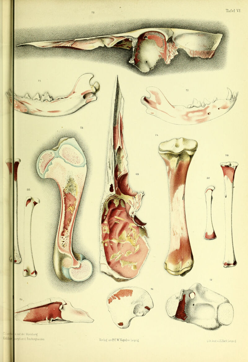 70. » yv ' SM • ,. \ 0P*f Kölliker d. nat.del. Würzbijrf, ;orption tj, Knochenftwebes Verlag vonEC.^'^Yo^elin Leipzig.