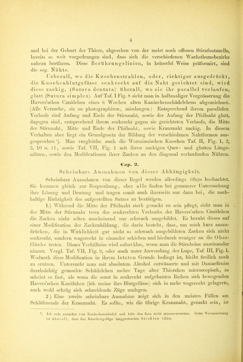 und bei der Geburt der Tbiere, abgesehen von der meist noch offenen Stirnfontanelle, bereits so weit vorgedrung’en sind, dass sich die verschiedenen Wachsthumsbezirke nahezu berühren. Diese Berührungslinien, in keinerlei Weise präformirt, sind die sog. Nähte. Ueberall, wo die Knochenstrahlen, oder, richtiger ausgedrückt, die Knochenblutgefässe senkrecht auf die Naht gerichtet sind, wird diese zackig, (Sutura dentata) überall, wo sie ihr parallel verlaufen, glatt (Sutura simplex). Auf Taf. I Fig. 8 sieht man in halbmaliger Vergrösserung die Havers’schen Canälchen eines G Wochen alten Kaninchenschädelchens abo;ezeichnet. (Alle Versuche, sie zu photographiren, misslangen.) Entsprechend ihrem parallelen Verlaufe sind Anfang und Ende der Stirnnaht, sowie der Anfang der Pfeilnaht glatt, dagegen sind, entsprechend ihrem senkrecht gegen sie gerichteten Verlaufe, die Mitte der Stirnnaht, Mitte und Ende der Pfeilnaht, sowie Kranznaht zackig. In diesem Verhalten aber lieo't ein Grundo;esetz der Bilduno; der verschiedenen Nahtformen aus- gesprochen '). l\Ian vergleiche auch die Wormiainschen Knochen Taf. II, Fig. 1, 2, 3, 10 u. 11, sowie Taf. VII, Fig. 1 mit ihren zackigen Quer- und glatten Längs- nähten, sowie den Modificationen ihrer Zacken an den diagonal verlaufenden Nähten. Cap. 2. Scheinbare Ausnahmen von dieser Abhängigkeit. Scheinbare Ausnahmen von dieser Kegel werden allerdings öfters beobachtet. Sie kommen gleich zur Besprechung, aber alle finden bei genauerer Untersuchung ihre Lösuno- und Deutiniß; nnd trao;en somit auch ihrerseits nur dazu bei, die nach- haltio-e Kichtio-keit des auffrestellten Satzes zu bestätigen. 1.) Während die Mitte der Pfeilnaht stark gezackt zu sein pflegt, sieht man in der Mitte der Stirnnaht trotz des senkrechten Verlaufes der Havers’schen Canälchen die Zacken nicht selten anscheinend nur schwach ausgebildet. Es beruht dieses auf einer Modification der Zackenbildung, die darin besteht, dass, um mich kurz auszu- drücken, die in Wirklichkeit gar nicht so schwach ausgebildeten Zacken sich nicht senkrecht, sondern wagerecht in einander schieben und hiedurch weniger an die Ober- fläche treten. Dieses Verhältniss wird sofort klar, wenn man die Stirnbeine auseinander nimmt. Vergl. Taf. VII, Fig. 9, oder auch unter Anwendung der Lupe, Taf. III, Fig. 1. Wodurch diese Modification in ihrem letzten Grunde bedingt ist, bleibt freilich noch zu eruiren. Untersucht man mit absolutem Alcohol entwässerte und mit Damarfirniss durchsichtig gemachte Schädelcheu mehre Tage alter Thierchen microscopisch, so scheint es fast, als wenn die sonst in senkrecht aufgebauten Keihen sich bewegenden Havers’schen Kanälchen (ich meine ihre Blutgefässe) sich in mehr wagerecht gelagerte, auch wohl schräg sich schneidende Züge umlegen. 2 ) Eine zweite scheinbare Ausnahme zeigt sich in den meisten Fällen am Schläfenende der Kranznaht. Es sollte, wie die übrige Kranznaht, gezackt sein, ist Icli rede zunächst vorn Kaninchenschädel und bitte den Satz nicht misszuverstelien. Seine Voraussetzung ist überall, dass das Knochengefüge langgestreckte Strahlen bildet.