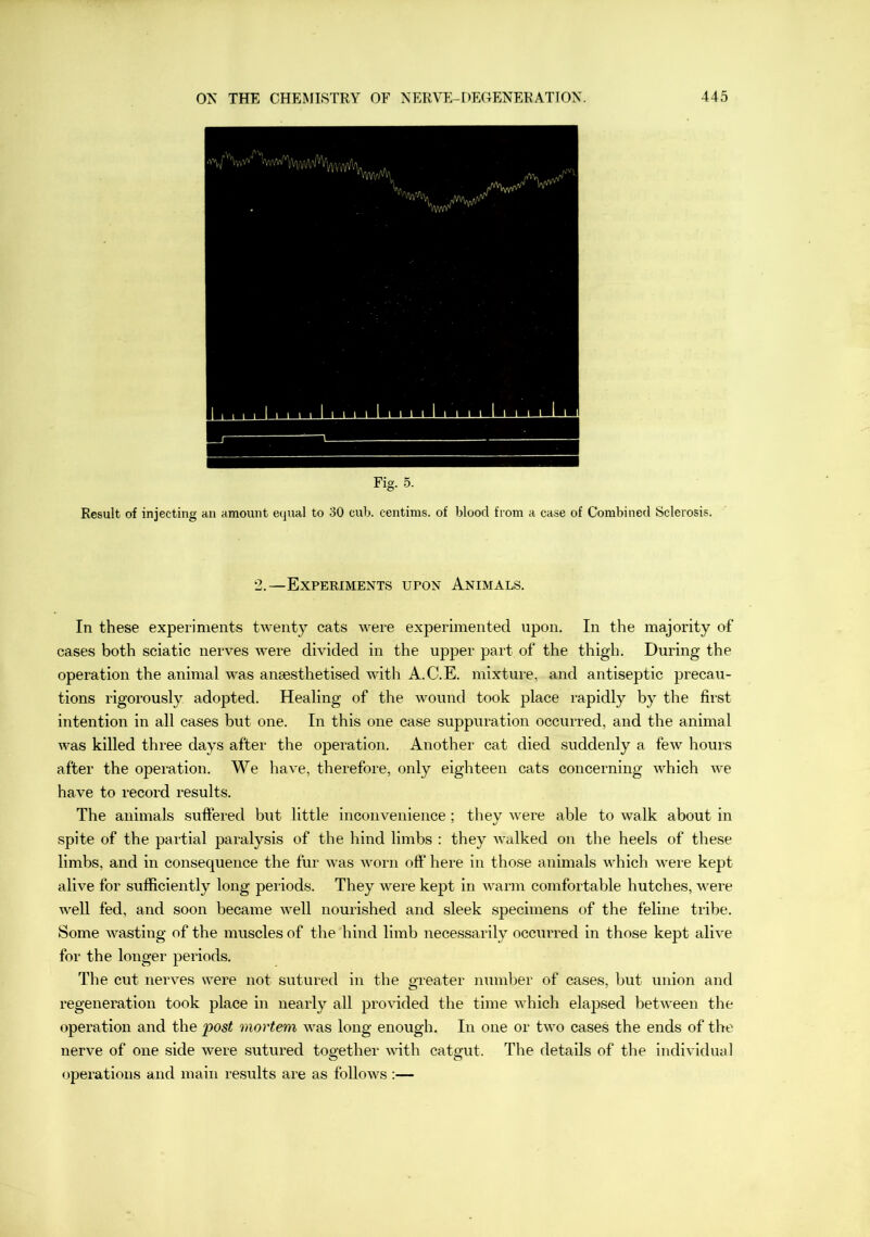 2.—Experiments upon Animals, In these experiments twenty cats were experimented upon. In the majority of' cases both sciatic nerves were divided in the upjser part of the thigh. During the operation the animal was ansesthetised with A.C.E. mixture, and antiseptic precau- tions rigorously adopted. Healing of the wound took place rapidly by the first intention in all cases but one. In this one case suppuration occurred, and the animal was killed three days after the operation. Another cat died suddenly a few hours after the operation. We have, therefore, only eighteen cats concerning which we have to record results. The animals suffered but little inconvenience ; they were able to walk about in spite of the partial paralysis of the hind limbs : they walked on the heels of these limbs, and in consequence the fur was worn off here in those animals which were kept alive for sufficiently long periods. They were kept in warm comfortable hutches, were well fed, and soon became well nourished and sleek specimens of the feline tribe. Some wasting of the muscles of the hind limb necessarily occurred in those kept alive for the longer periods. The cut nerves were not sutured in the greater number of cases, but union and regeneration took place in nearly all provided the time which elapsed between the operation and the post mortem was long enough. In one or two cases the ends of the nerve of one side were sutured together with catgut. The details of the individual (operations and main results are as follows :—