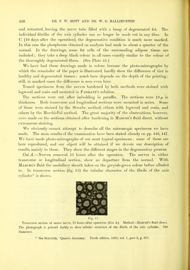 and retracted, leaving the nerve tube filled with a lump of degenerated fat. The individual fibrill* of the axis cylinder can no longer be made out in any fibre. In C. (10 days after the operation), the degenerative condition is much more marked. In this case the phosj^horus obtained on analysis had sunk to about a quarter of the normal. In the drawings, some fat cells of the surrounding adipose tissue are included ; they take a deep black colour in all cases exactly similar to the colour of the thoroughly degenerated fibres. (See Plate 45.) We have had these drawings made in colour, l)ecause the photo-micrographs by which the remainder of the paper is illustrated, hardly show the difference of tint in healthy and degenerated tissues; much here depends on the depth of the printing; still, in marked cases the difference is seen even here. Teased specimens from the nerves hardened l)y both methods were stained with logwood and eosin and mounted in Tarrant’s solution. The sections were cut after imbedding in paraffin. The sections were 10 p, in thickness. Both transverse and longitudinal sections were mounted in series. Some of these were stained by the Stroehe method, others with logwood and eosin, and others by the Mai'chi-Pal method. The great majority of the observations, however, were made on the sections obtained after hardening in Marchi’s fluid direct, without extraneous staining. We obviously cannot attempt to describe all the microscopic specimens we have made. The main results of the examination have been stated already on pp. 446, 447. We have made photo-micrograjjhs of onr most typical specimens; some of these are here reproduced, and our object will be attained if we devote our description of results mainly to these. They show the different stages in the degenerative process. Cat A.—Nerves removed 53 hours after the operation. The nerves in either transverse or longitudinal section, show no departure from the normal. With Marchi’s fluid the medullary sheath takes on the greyish-green colour before alluded to. In transvei'se section (fig. 15) the tubular character of the fibrils of the axis cylindeP'^' is shown. Fig. 15. Transverse section of motor nerve, 53 hours after operation (Cat A). Method—Marchi’s fluid direct. The photograph is printed darkly to show tubular structure of the fibrils of the axis cylinder. 700 diameters. * See Schafer, ‘Quain’s Anatomy.’ Tenth edition, 1891, vol. 1, part 2, p. 311.