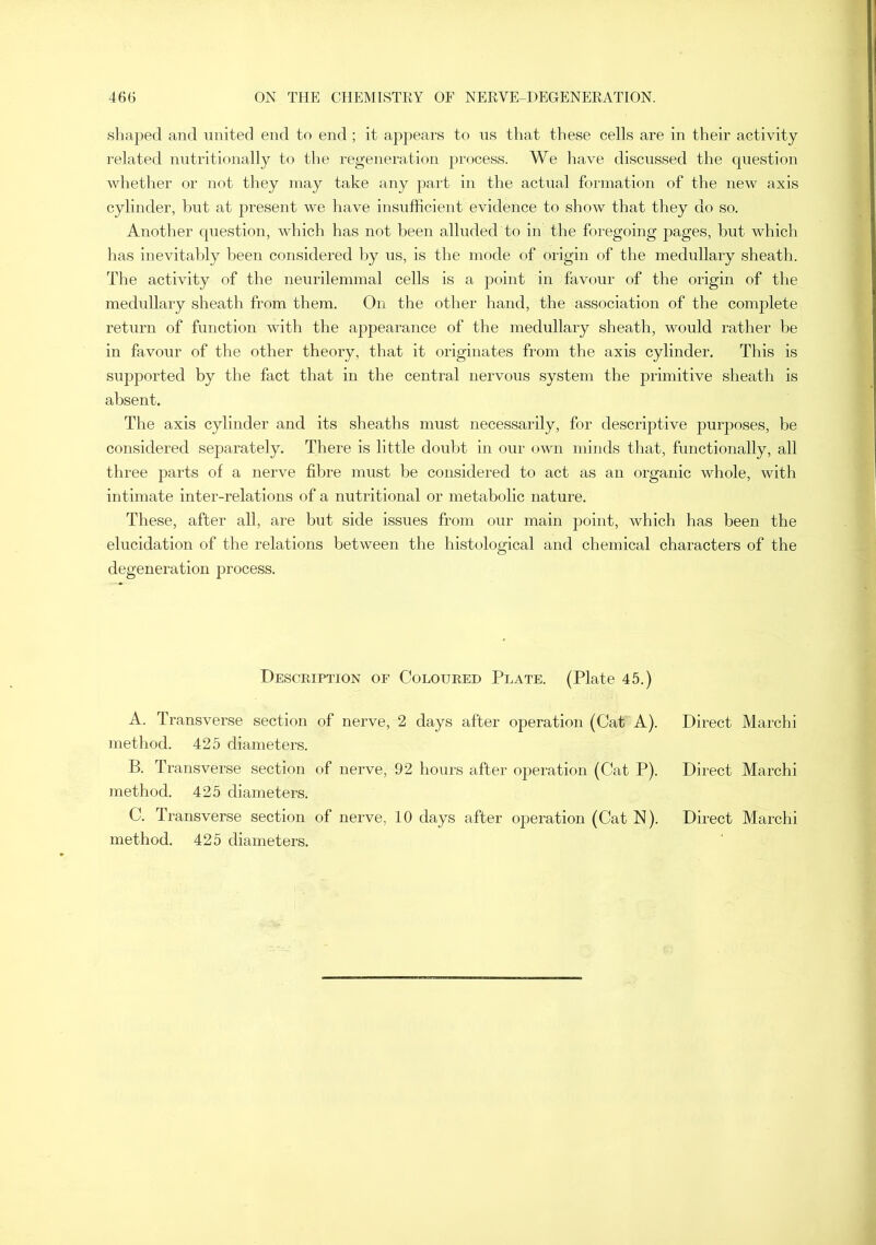 shaped and united end to end; it appears to ns that these cells are in their activity related nutritionally to the regeneration process. We have discussed the cpiestion whether or not they may take any part in the actual formation of the new axis cylinder, but at present we have insufficient evidence to show that they do so. Another question, which has not been alluded to in the foregoing pages, but which has inevitably been considered by us, is the mode of origin of the medullary sheath. The activity of the neurilemmal cells is a point in favour of the origin of the medullary sheath from them. On the other hand, the association of the complete return of function with the appearance of the medullary sheath, would rather be in favour of the other theory, that it originates from the axis cylinder. This is supjDorted by the fact that in the central nervous system the primitive sheath is absent. The axis cylinder and its sheaths must necessarily, for descriptive purposes, be considered separately. There is little doubt in our own minds that, functionally, all three parts of a nerve fibre must be considered to act as an organic whole, with intimate inter-relations of a nutritional or metabolic nature. These, after all, are but side issues from our main point, which has been the elucidation of the relations between the histological and chemical characters of the degeneration process. Description of Coloured Plate. (Plate 45.) A. Transverse section of nerve, 2 days after operation (Cat A), method. 425 diameters. B. Transverse section of nerve, 92 hours after operation (Cat P). method. 425 diameters. C. Transverse section of nerve, 10 days after operation (Cat N). method. 425 diameters. Direct March i Direct Marchi Direct Marchi