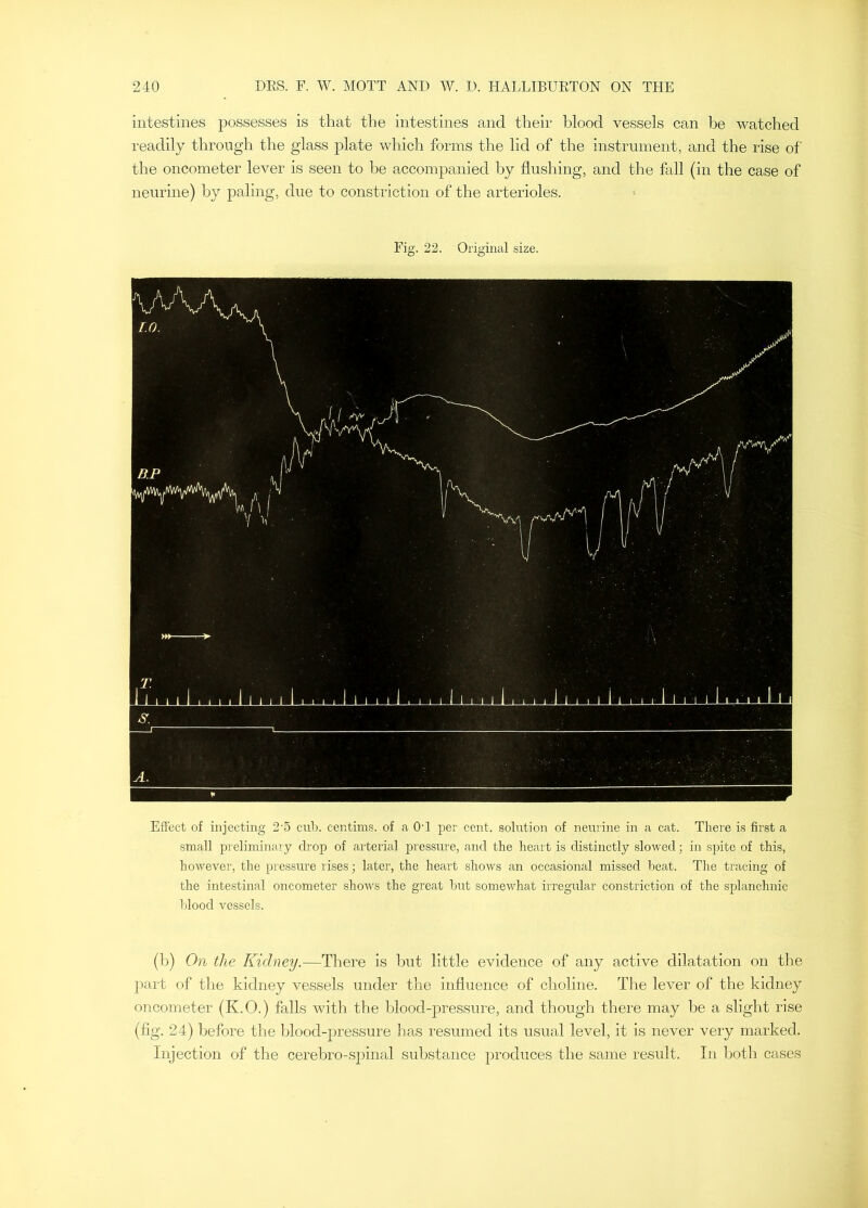 intestines possesses is that the intestines and their blood vessels can be watched readily through the glass plate which forms the lid of the instrument, and the rise of the oncometer lever is seen to be accompanied by flushing, and the fall (in the case of neurine) by paling, due to constriction of the arterioles. Fig. 22. Original size. Effect of injecting 2'5 cub. centims. of a OT per cent, solution of neurine in a cat. There is first a small preliminary drop of arterial pressure, and the heart is distinctly slowed; in spite of this, however, the pressure rises; later, the heart shows an occasional missed beat. The tracing of the intestinal oncometer shows the great but somewhat irregular constriction of the splanchnic blood vessels. (b) On the Kidney.—There is but little evidence of any active dilatation on the part of the kidney vessels under the influence of choline. The lever of the kidney oncometer (K.O.) falls with the blood-pressure, and though there may be a slight rise (fig. 24) before the blood-pressure has resumed its usual level, it is never very marked. Injection of the cerebro-sj)inal substance produces the same result. In Ijoth cases