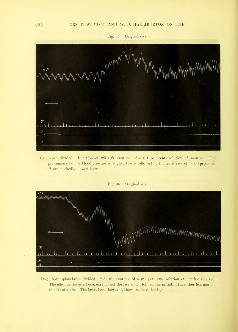 Fig. 35. Original size. Cat; cord divided. Injection of 2'5 cub. centiin.s. of a OT ])cr cent, solution of neurine. The preliminary fall f)f Idood-pressure i.s slight ^ this is followed hy the usual rise of Idood-prcssure. Heart markedly slowed later. Fig. 36. Original size. Dog; both splauchiiics divided. 2‘5 cirb. centims. of a OT per cent, solution of neurine injected. The effect is the usual one, except that the rise which follows the initial fall is rather less marked than it often is. The heart here, however, shows marked slowing.