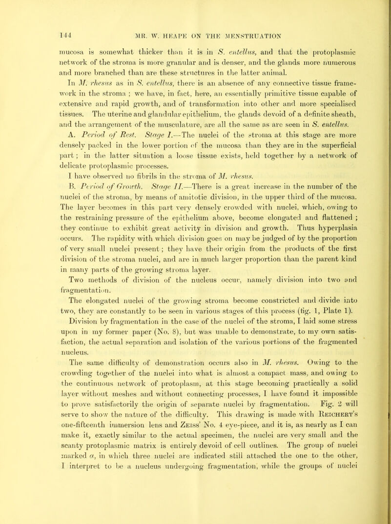 mucosa is somewhat thicker than it is in S. enteUus, and that the protoplasmic network of the stroma is more granular and is denser, and the g’lands more numerous and more branched than are these structures in the latter animal. In xl/i rhesus as in S. entellus, there is an absence of any connective tissue frame- work in the stroma ; we have, in fact, here, an essentially primitive tissue capable of extensive and rapid growth, and of transformation into other and more specialised tissues. The uterine and glandular epithelium, the glands devoid of a definite sheath, and the arrangement of the musculature, are all the same as are seen in S. entellus. A. Period of Rest. Stage 1.—-The nuclei of the stroma at this stage are more densely packed in the lower portion of the mucosa than they are in the superficial part; in the latter situation a loose tissue exists, held together by a network of delicate protoplasmic processes. I have observed no fibrils in the stroma of M. rhesus. B. Period of Growth. Stage II.—There is a great increase in the number of the nuclei of the stroma, by means of amitotic division, in the upper third of the mucosa. The layer becomes in this part very densely crowded with nuclei, which, owing to the restraining pressure of the epithelium above, become elongated and flattened ; they continue to exhibit great activity in division and growth. Thus hyperplasia occurs. The rapidity -with which division goes on may be judged of by the proportion of very small nuclei present; they have their origin from the products of the first division of the stroma nuclei, and are in much larger proportion than the parent kind in many parts of the growing sti'oma layer. Two methods of division of the nucleus occur, namely division into two and fragmentation. The elongated nuclei of the growing stroma become constricted and divide into two, they are constantly to be seen in various stages of this [>rocess (fig. 1, Plate 1). Division by fragmentation in the case of the nuclei of the stroma, I laid some stress U])on in my former paper (No. 8), but was unable to demonstrate, to my own satis- faction, the actual separation and isolation of the various portions of the fragmented nucleus. The same difliculty of demonstration occurs also in M. rhesus. Owing to the crowding together of the nuclei into what is almost a compact mass, and owing to the continuous network of protoplasm, at this stage becoming practically a solid layer without meshes and without connecting processes, I have found it impossible to prove satisfactorily the origin of separate nuclei by fragmentation. Fig. 2 will serve to show the nature of the difficulty. This drawing is made with Reichert’s one-fifteenth immersion lens and Zeiss’ No. 4 eye-piece, and it is, as nearly as I can make it, exactly similar to the actual specimen, the nuclei are very small and the scanty protoplasmic matrix is entirely devoid of cell outlines. The group of nuclei marked a, in which three nuclei are indicated still attached the one to the other, I interpret to be a nucleus undergoing fragmentation, while the groups of nuclei