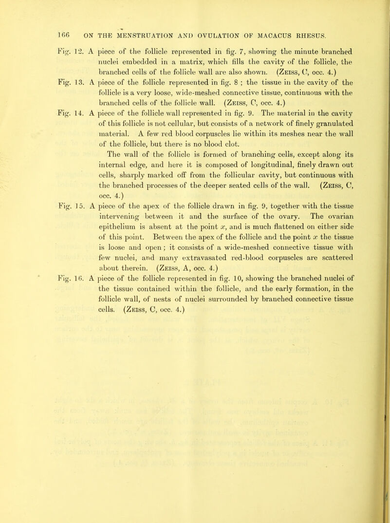 Fig-. 12. A piece of the follicle represented in fig. 7, showing the minute branched nuclei embedded in a matrix, which fills the cavity of the follicle, the branched ceils of the follicle wall are also shown. (Zeiss, 0, occ. 4.) Fig, 13. A piece of the follicle represented in fig. 8 ; the tissue in the cavity of the follicle is a very loose, wide-meshed connective tissue, continuous with the branched cells of the follicle wall. (Zeiss, 0, occ. 4.) Fig. 14. A piece of the follicle wall represented in fig. 9. The material in the cavity of this follicle is not cellular, but consists of a network of finely granulated material. A few red blood corpuscles lie within its meshes near the wall of the follicle, but there is no blood clot. The wall of the follicle is formed of branching cells, except along its internal edge, and here it is composed of longitudinal, finely drawn out cells, sharply marked off from the follicular cavity, but continuous with the branched processes of the deeper seated cells of the wall. (Zeiss, C, occ. 4.) Fig. ] 5. A piece of the apex of the follicle drawn in fig. 9, together with the tissue intervening between it and the surface of the ovary. The ovarian epithelium is absent at the point x, and is much flattened on either side of this point. Between the apex of the follicle and the point x the tissue is loose and open; it consists of a wide-meshed connective tissue with few nuclei, and many extravasated red-blood corpuscles are scattered about therein, (Zeiss, A, occ. 4.) Fig. 16. A piece of the follicle represented in fig. 10, showing the branched nuclei of the tissue contained within the follicle, and the early formation, in the follicle wall, of nests of nuclei surrounded by branched connective tissue cells. (Zeiss, C, occ. 4.)