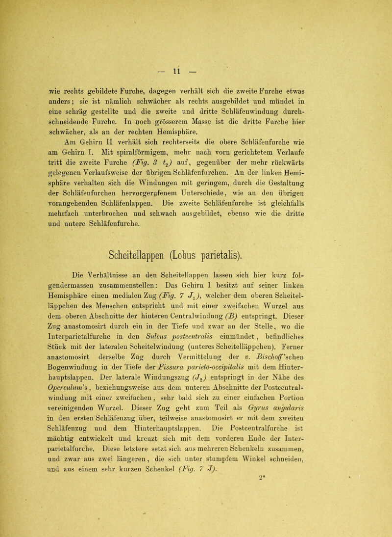 wie rechts gebildete Furche, dagegen verhält sich die zweite Furche etwas anders; sie ist nämlich schwächer als rechts ausgebildet und mündet in eine schräg gestellte und die zweite und dritte Schläfenwinduug durch- schneidende Furche. In noch grösserem Masse ist die dritte Furche hier schwächer, als an der rechten Hemisphäre. Am Gehirn II verhält sich rechterseits die obere Schläfenfurche wie am Gehirn I. Mit spiralförmigem, mehr nach vorn gerichtetem Verlaufe tritt die zweite Furche (Fig. 3 t^) auf, gegenüber der mehr rückwärts gelegenen Verlaufsweise der übrigen Schläfenfurchen. An der linken Hemi- sphäre verhalten sich die Windungen mit geringem, durch die Gestaltung der Schläfenfurchen hervorgerufenem Unterschiede, wie an den übrigen vorangehenden Schläfen lappen. Die zweite Schläfenfurche ist gleichfalls mehrfach unterbrochen und schwach ausgebildet, ebenso wie die dritte und untere Schläfeufurche. Scheitellappen (Lohns parietalis). Die Verhältnisse an den Scheitellappen lassen sich hier kurz fol- gendermassen zusammenstellen: Das Gehirn I besitzt auf seiner linken Hemisphäre einen medialen Zug (Fig. 7 J^), welcher dem oberen Scheitel- läppchen des Menschen entspricht und mit einer zweifachen Wurzel aus dem oberen Abschnitte der hinteren Centralwiuduug (CBp entspringt. Dieser Zug anastomosirt durch ein in der Tiefe und zwar au der Stelle, wo die Interparietalfurche in den Sulcus postcentralis einmündet, befindliches Stück mit der lateralen Scheitelwindung (unteres Scheitelläppchen). Ferner anastomosirt derselbe Zug durch Vermittelung der v. Fischoff\c,h.Q-a Bogenwiuduug in der Tiefe der Fissura parieto-occipitalis mit dem Hiuter- hauptslappen. Der laterale Windungszug (J.^) entspringt in der Nähe des Opercuhmi's, beziehungsweise aus dem unteren Abschnitte der Postceutral- windung mit einer zweifachen, sehr bald sich zu einer einfachen Portion vereinigenden Wurzel. Dieser Zug geht zum Teil als Gyrus angularis in den ersten Schläfenzug über, teilweise anastomosirt er mit dem zweiten Schläfenzug und dem Hinterhauptslappeu. Die Postcentralfurche ist mächtig entwickelt und kreuzt sich mit dem vorderen Ende der luter- parietalfurche. Diese letztere setzt sich aus mehreren Schenkeln zusammen, und zwar aus zwei längeren, die sich unter stumpfem Winkel schneiden, und aus einem sehr kurzen Schenkel (Fig. 7 J). 2*