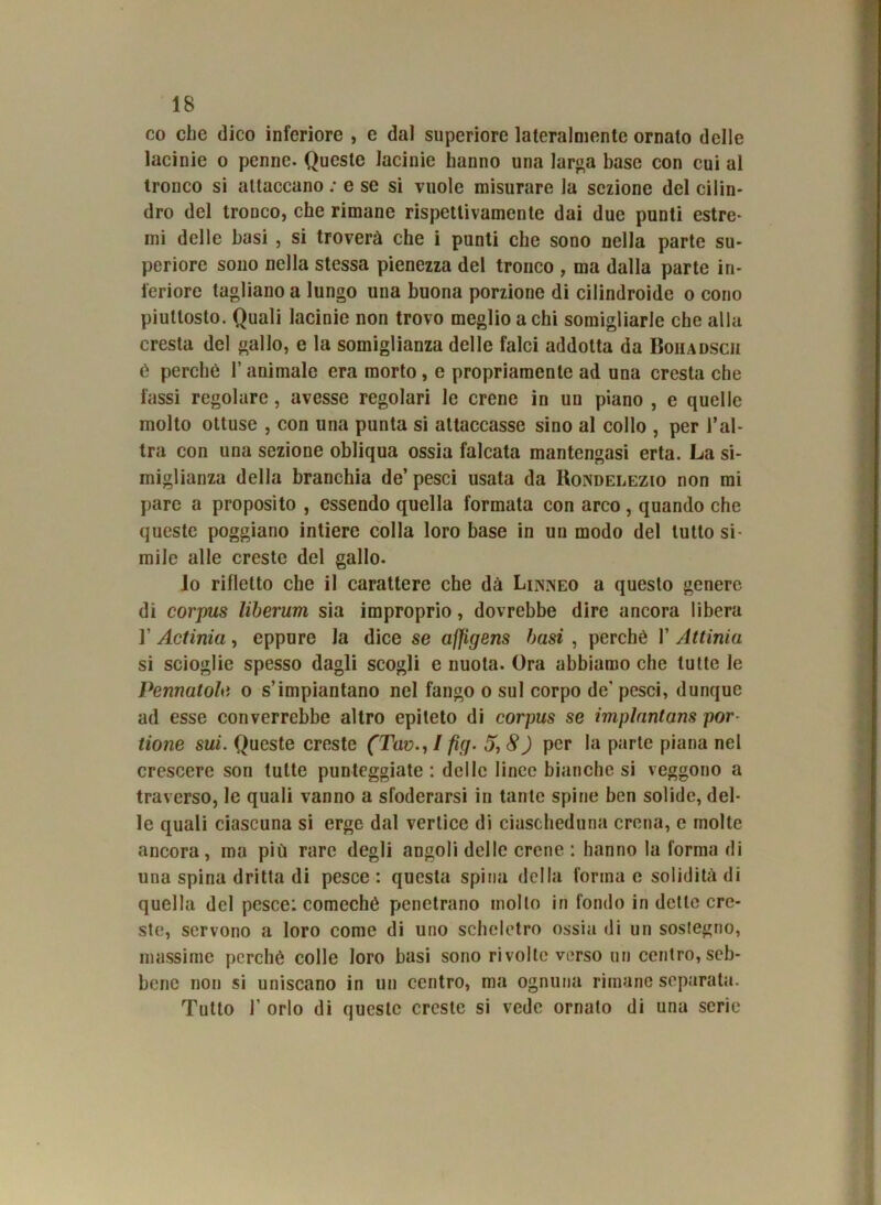 co che dico inferiore , e dal superiore lateralmente ornato delle lacinie o penne. Queste lacinie hanno una larga base con cui al tronco si attaccano : e se si vuole misurare la sezione del cilin- dro del tronco, che rimane rispettivamente dai due punti estre- mi delle basi , si troverà che i punti che sono nella parte su- periore sono nella stessa pienezza del trouco , ma dalla parte in- feriore tagliano a lungo una buona porzione di cilindroide o cono piuttosto. Quali lacinie non trovo meglio a chi somigliarle che alla cresta del gallo, e la somiglianza delle falci addotta da Boiiadscii è perchè 1’ animale era morto, e propriamente ad una cresta che fassi regolare, avesse regolari le crene in un piano , e quelle molto ottuse , con una punta si attaccasse sino al collo , per l’al- tra con una sezione obliqua ossia falcata mantengasi erta. La si- miglianza della branchia de’ pesci usata da Rondelezio non mi pare a proposito , essendo quella formata con arco, quando che queste poggiano intiere colla loro base in un modo del tutto si- mile alle creste del gallo. Io rifletto che il carattere che dà Linneo a questo genere di corpus liberum sia improprio, dovrebbe dire ancora libera I’ Actinia, eppure la dice se affigens basi , perchè 1’ Attinia si scioglie spesso dagli scogli e nuota. Ora abbiamo che tutte le Pennatole o s’impiantano nel fango o sul corpo de' pesci, dunque ad esse converrebbe altro epiteto di corpus se implantans por tioìie sui. Queste creste (Tav., I fìg. 5,8) per la parte piana nel crescere son tutte punteggiate : delle linee bianche si veggono a traverso, le quali vanno a sfoderarsi in tante spine ben solide, del- le quali ciascuna si erge dal vertice di ciascheduna crena, e molte ancora, ma più rare degli angoli delle crene : hanno la forma di una spina dritta di pesce: questa spina della forma e solidità di quella del pesce: comeché penetrano mollo in fondo in dette cre- ste, servono a loro come di uno scheletro ossia di un sostegno, massime perchè colle loro basi sono rivolte verso un centro, seb- bene non si uniscano in un centro, ma ognuna rimane separata. Tutto T orlo di queste creste si vede ornato di una serie