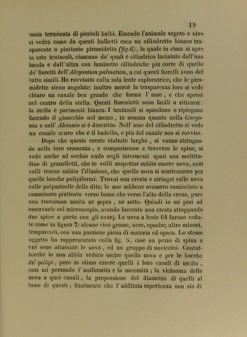 ossia terminata di piccioli bulbi. Essendo l’animale vegeto e vivo si vedrà come da questi bulbetli esca un cilindretto bianco tra- sparente o piuttosto piramidetta (fig-6), la quale in cima si apre in otto tentacoli, ciascuno de’ quali è cilindrico laciniato dall'ima banda e dall’altra con laminelte cilindriche più corte di quelle de’fioretti dcWAlcyoniumpalmatum, acuì questi fìorelli sono del tutto simili. Ho ravvisato colla sola lente esploratrice, che le pira- midone sieno angolate: inoltre mercé la trasparenza loro si vede chiaro un canale ben grande che forma 1’ asse , e che apresi nel centro della stella. Questi floscolelti sono facili a ritirarsi: la stella ò parimenti bianca. I tentacoli si spandono e ripiegano facendo il ginocchio nel mezzo , in somma quanto nella Gorgo- ma e nell’ Alcionio si é descritto. Nell’ asse del cilindretto si vede un canale scuro che é il budello, c più del canale non si ravvisa. Dopo che queste creste rialzate larghe , si vanno stringen- do nella loro crassezza , e compariscono a traverso le spine, si vede anche ad occhio nudo negli intermezzi spazi una moltitu- dine di granellelli, che io volli sospettar subito essere uova, anzi volli trarne subito l’illusione, che quelle uova si scaricassero per quelle bocche polipiformi. Trovai una cresta e stringei sulle uova colle polpastrelle delle dita; le une sebbene avessero cominciato a camminare piuttosto verso basso che verso l’alto della crena, pure non trovarono uscita nè sopra , né sotto. Quindi io mi posi ad osservarle col microscopio, avendo lacerato una cresta strappando due spine a parte con gli ovarj. Le uova a lente 04 furono vedu- te come in figura 7: alcune cioè grosse, nere, opache; altre minori, trasparenti, con una porzione piena di materia ed opaca. Lo stesso oggetto ho rappresentato colla fìg. 5, cioè un pezzo di spina a cui sono attaccate le uova , ed un gruppo di uoviccini. Contut- tocché io non abbia veduto uscire quelle uova e per le bocche de’ polipi , pure io stimo essere quelli i loro canali di uscita , così mi persuade 1’ uniformità e la necessità ; la vicinanza delle uova a quei canali , la proporzione del diametro di quelli al lume di questi ; finalmente che l’additata esperienza non sia di