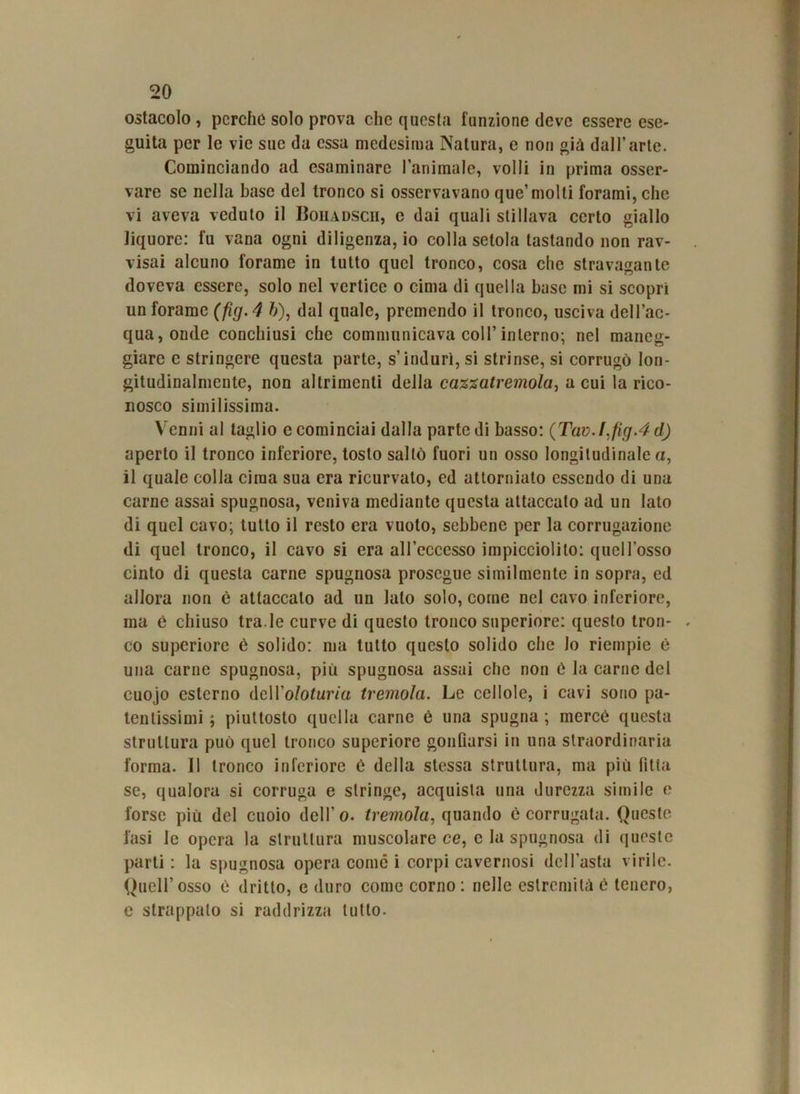ostacolo, perche solo prova che questa funzione deve essere ese- guita per le vie sue da essa medesima Natura, e non già dall’arte. Cominciando ad esaminare l’animale, volli in prima osser- vare se nella base del tronco si osservavano que’molti forami, che vi aveva veduto il Boiiadscii, e dai quali stillava certo giallo liquore: fu vana ogni diligenza, io colla setola tastando non rav- visai alcuno forame in tutto quel tronco, cosa che stravagante doveva essere, solo nel vertice o cima di quella base mi si scoprì un forame (fig-4 b), dal quale, premendo il tronco, usciva dell’ac- qua, onde concbiusi che communicava coll’interno; nel maneg- giare e stringere questa parte, s’indurì, si strinse, si corrugò lon- gitudinalmente, non altrimenti della cazzatremola, acuì la rico- nosco similissima. Venni al taglio e cominciai dalla parte di basso: (Tav.l:fig.4 d) aperto il tronco inferiore, tosto saltò fuori un osso longitudinale a, il quale colla cima sua era ricurvato, ed attorniato essendo di una carne assai spugnosa, veniva mediante questa attaccato ad un lato di quel cavo; tutto il resto era vuoto, sebbene per la corrugazione di quel tronco, il cavo si era all’eccesso impicciolito: quell’osso cinto di questa carne spugnosa prosegue similmente in sopra, ed allora non è attaccalo ad un lato solo, come nel cavo inferiore, ma è chiuso tra.le curve di questo tronco superiore: questo tron- co superiore è solido: ma tutto questo solido che lo riempie è una carne spugnosa, più spugnosa assai che non è la carne del cuojo esterno dell’o/ofur/a tremola. Le cellole, i cavi sono pa- tentissimi ; piuttosto quella carne è una spugna ; mercè questa struttura può quel tronco superiore gonfiarsi in una straordinaria forma. 11 tronco inferiore è della stessa struttura, ma più Pitia se, qualora si corruga e stringe, acquista una durezza simile e forse più del cuoio dell’ o. tremola, quando è corrugata. Queste fasi le opera la struttura muscolare ce, e la spugnosa di queste parti: la spugnosa opera come i corpi cavernosi dcH’asta virile. Quell’osso è dritto, e duro come corno: nelle estremità è tenero, e strappalo si raddrizza tutto.