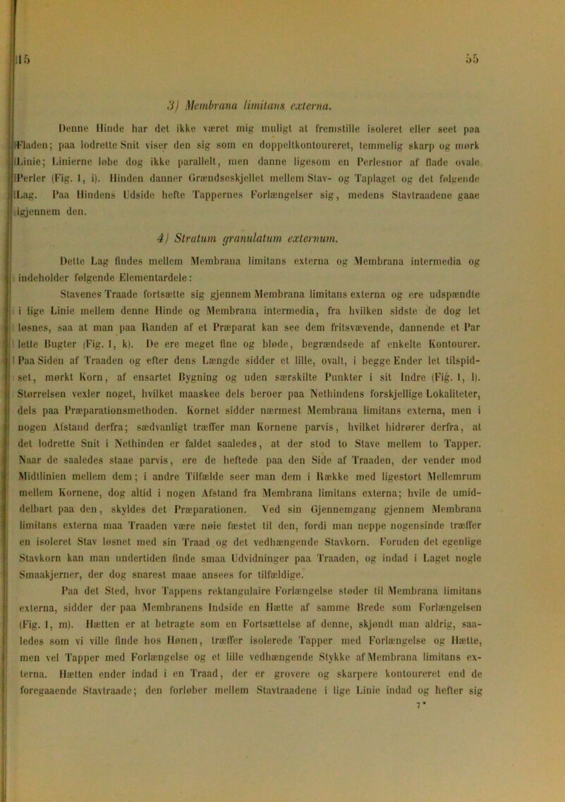 I 1115 55 3) Membrana limitans externa. Denne Hinde har det ikke været mig muligt al fremstille isoleret eller seet paa {'Fladen; paa lodrette Snit viser den sig som en doppeltkontoureret, temmelig skarp og mørk LLinie; Linierne lobe dog ikke parallelt, men danne ligesom en Perlesnor af Hade ovale IPerler (Kig. 1, i). Hinden danner Grændseskjellet mellem Stav- og Taplaget og det følgende i ILag. Paa Hindens Udside hefte Tappernes Forlængelser sig, medens Stavtraadene gaae i igjeunem den. 4) Stratum granulation externum. Delte Lag findes mellem Membrana limitans externa og Membrana intermedia og indeholder følgende Elementardele: Stavenes Traade fortsætte sig gjennem Membrana limitans externa og ere udspændte i lige Linie mellem denne Hinde og Membrana intermedia, fra hvilken sidste de dog let løsnes, saa at man paa Ilanden af et Præparat kan see dem fritsvævende, dannende et Par lette Bugter (Fig. 1, k). De ere meget fine og bløde, begrændsede af enkelte Kontourer. Paa Siden af Traaden og efter dens Længde sidder et lille, ovalt, i begge Ender let tilspid- set, mørkt Korn, af ensartet Bygning og uden særskilte Punkter i sit Indre {Fig. 1, 1). Størrelsen vexler noget, hvilket maaskee dels heroer paa Nethindens forskjellige Lokaliteter, dels paa Præparationsmethoden. Kornet sidder nærmest Membrana limitans externa, men i nogen Afstand derfra; sædvanligt træffer man Kornene parvis, hvilket hidrører derfra, at det lodrette Snit i Nethinden er faldet saaledes, at der stod to Stave, mellem to Tapper. Naar de saaledes staae parvis, ere de heftede paa den Side af Traaden, der vender mod Midtlinien mellem dem; i andre Tilfælde seer man dem i Ilække med ligestort Mellemrum mellem Kornene, dog altid i nogen Afstand fra Membrana limitans externa; hvile de umid- delbart paa den, skyldes det Præparationen. Ved sin Gjennemgang gjennem Membrana limitans externa maa Traaden være nøie fæstet til den, fordi man neppe nogensinde trælfer en isoleret Stav løsnet med sin Traad og det vedhængende Stavkorn. Foruden det egenlige Stavkorn kan man undertiden finde smaa Udvidninger paa Traaden, og indad i Laget nogle Smaakjerner, der dog snarest maae ansees for tilfældige. Paa det Sted, hvor Tappens rektangulaire Forlængelse støder til Membrana limitans externa, sidder der paa Membranens Indside en Hætte af samme Brede som Forlængelsen (Fig. 1, m). Hætten er at betragte som en Fortsættelse af denne, skjøndt man aldrig, saa- ledes som vi ville finde hos Hønen, træffer isolerede Tapper med Forlængelse og Hætte, men vel Tapper med Forlængelse og et lille vedhængende Stykke af Membrana limitans ex- terna. Hætten ender indad i en Traad, der er grovere og skarpere kontoureret end de foregaaende Stavtraade; den forløber mellem Stavtraadene i lige Linie indad og hefter sig 7*