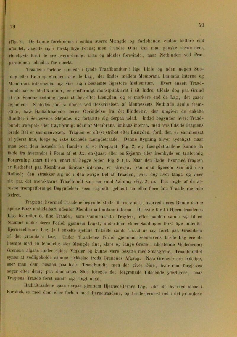 (Fig. 2). De kunne forekomme i endnu større Mængde og forløbende endnu tættere end afbildet, visende sig i forskjellige Focus; men i andre Øinc kan man ganske savne dem, rimeligvis fordi de ere overordenligt zarte og aldeles forsvinde, naar Nethinden ved Præ- parationen udspiles for stærkt. Traadene forløbe samlede i tynde Traadbundter i lige Linie og uden nogen Sno- ning eller Røining gjennem alle de Lag, der findes mellem Membrana limitans interna og Membrana intermedia, og vise sig i bestemte ligeslore Mellemrum. Hvert enkelt Traad- bundt har en blød Kontour, er ensformigt mørktpunkteret i sit Indre, tildels dog paa Grund af sin Sammensætning ogsaa stribet efter Længden, og er mørkere end de Lag, det gaaer igjennem. Saaledes som vi nøiere ved beskrivelsen af Menneskets Nethinde skulle frem- stille, have Radialtraadene deres Oprindelse fra det bindevæv, der omgiver de enkelte bundter i Seenervens Stamme, og fortsætte sig derpaa udad. Indad begynder hvert Traad- bundt trompet- eller tragtformigt udenfor Membrana limitans interna, med hvis Udside Tragtens brede Del er sammenvoxen. Tragten er oftest stribet efter Længden, fordi den er sammensat af yderst fine, blege og ikke kornede Længdetraade. Denne bygning bliver tydeligst, naar man seer dem løsnede fra Randen af et Præparat (Fig. 2, s); Længdetraadene kunne da falde fra hverandre i Form af et Ax, en Quast eller en Skjærm eller frembyde en træformig Forgrening snart til en, snart til begge Sider (Fig. 2, t, t). Naar den Flade, hvormed Tragten er fastheftet paa Membrana limitans interna, er afreven, kan man ligesom see ind i en Hulhed; den strækker sig ud i den øvrige Del af Traaden, uvist dog hvor langt, og viser sig paa det overskaarne Traadbundt som en rund Aabning (Fig. 2, u). Paa nogle af de af- revne trompetformige begyndelser sees skjondt sjeldent en eller liere fine Traade ragende iveiret. Tragtene, hvormed Traadene begynde, støde til hverandre, hvorved deres Rande danne spidse buer umiddelbart udenfor Membrana limitans interna. De hvile først i Iljcrnetraadenes Lag, hvorefter de fine Traade, som sammensætte Tragten, efterhaanden samle sig til en Stamme under deres Forløb gjennem Laget; undertiden skeer Samlingen først lige indenfor Hjernecellernes Lag, ja i enkelte sjeldne Tilfælde samle Traadene sig først paa Grændsen af det granuløse Lag. Under Traadencs Forløb gjennem Seenervens brede Lag ere de besatte med en temmelig stor Mængde fine, klare og lange Grene i ubestemte Mellemrum; Grenene afgaae under spidse Vinkler og kunne være besatte med Smaagrenc. Traadbundtet synes at vedligeholde samme Tykkelse trods Grenenes Afgang. Naar Grenene ere tydelige, i seer man dem næsten paa hvert Traadbundt; men der gives Øine, hvor man forgjæves søger efter dem; paa den anden Side forøges det forgrenede Udseende yderligere, naar Tragtens Traade først samle sig langt udad. Radial traadene gaae derpaa gjennem Hjernecellernes Lag, idet de hverken staae i I'Oibindelse med dem eller forhen med lljernetraadene, og træde dernæst ind i det granuløse