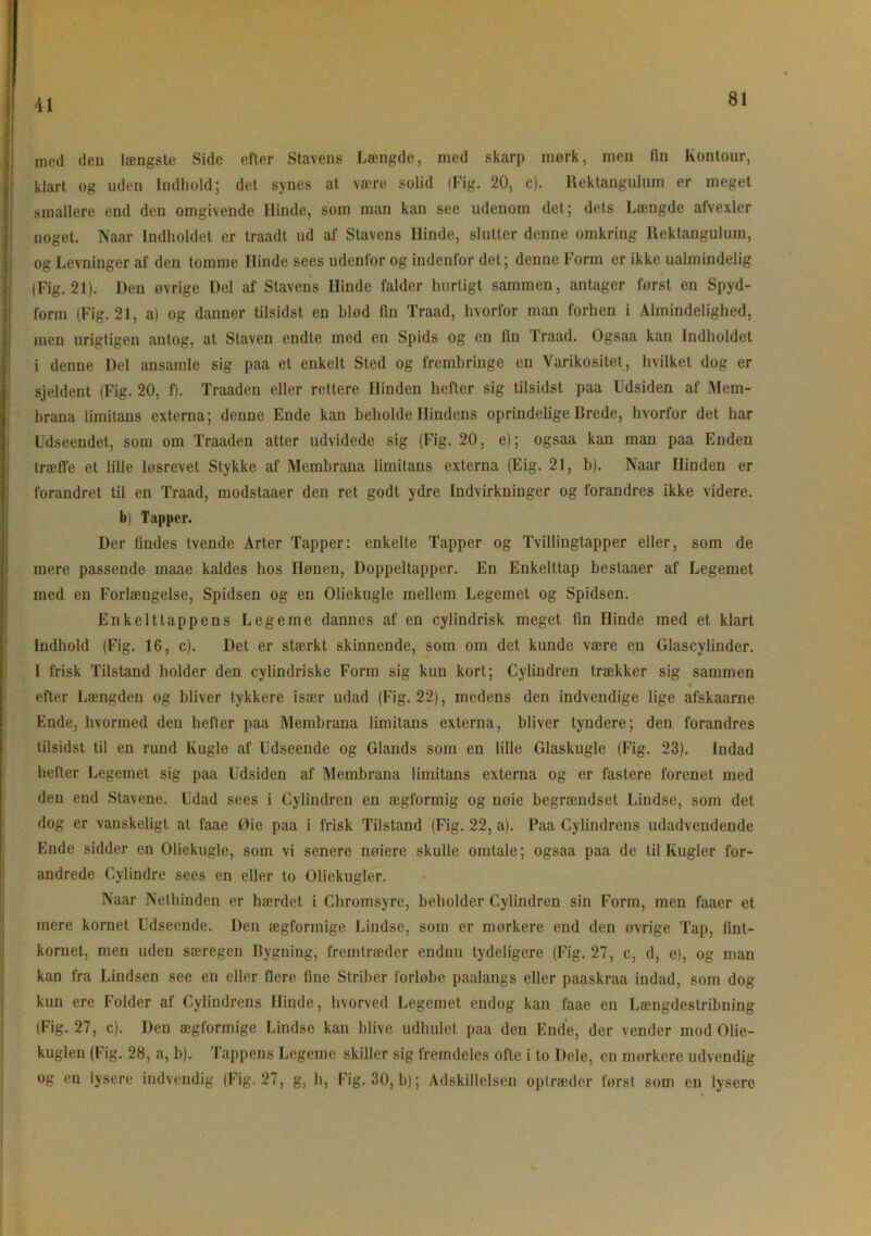 med den længste Side efter Stavens Længde, med skarp mørk, men fin Kontour, klart og uden Indhold; det synes at være solid (Fig. 20, c). Rektangulum er meget smallere end den omgivende Hinde, som man kan see udenom det; dets Længde afvexler noget. Naar Indholdet er traadt ud af Stavens Hinde, slutter denne omkring Rektangulum, og Levninger af den tomme Hinde sees udenfor og indenfor det; denne Form er ikke ualmindelig (Fig. 21). Hen øvrige Del af Stavens Hinde falder hurtigt sammen, antager først en Spyd- form (Fig. 21, a) og danner tilsidst en blød fin Traad, hvorfor man forhen i Almindelighed, men urigtigen antog, at Staven endte med en Spids og en fin Iraad. Ogsaa kan Indholdet i denne Del ansamle sig paa et enkelt Sted og frembringe en Varikositet, hvilket dog er sjeldent (Fig. 20, f). Traaden eller rettere Hinden hefter sig tilsidst paa Udsiden af Mem- brana limitans externa; denne Ende kan beholde Hindens oprindelige Brede, hvorfor det har Udseendet, som om Traaden atter udvidede sig (Fig. 20, e); ogsaa kan man paa Enden træffe et lille løsrevet Stykke af Membrana limitans externa (Eig. 21, b). Naar Hinden er forandret til en Traad, modstaaer den ret godt ydre Indvirkninger og forandres ikke videre, li) Tapper. Der findes tvende Arter Tapper: enkelte Tapper og Tvillingtapper eller, som de mere passende rnaae kaldes hos Hønen, Doppcltapper. En Enkelttap bestaaer af Legemet med en Forlængelse, Spidsen og en Oliekugle mellem Legemet og Spidsen. Enkeltlappens Legeme dannes af en cylindrisk meget fin ninde med et klart Indhold (Fig. 16, c). Det er stærkt skinnende, som om det kunde være en Glascylinder. I frisk Tilstand holder den cylindriske Form sig kun kort; Cylindren trækker sig sammen efter Længden og bliver tykkere især udad (Fig. 22), medens den indvendige lige afskaarne Ende, hvormed den hefter paa Membrana limitans externa, bliver tyndere; den forandres tilsidst til en rund Kugle af Udseende og Giands som en lille Glaskugle (Fig. 23). Indad hefter Legemet sig paa Udsiden af Membrana limitans externa og er fastere forenet med den end Stavene. Udad sees i Cylindren en ægformig og nøie begrændset Lindse, som det dog er vanskeligt at faae Øie paa i frisk Tilstand (Fig. 22, a). Paa Cylindrens udadvendende I Ende sidder en Oliekugle, som vi senere nøierc skulle omtale; ogsaa paa de til Kugler for- andrede Cylindre sees en eller to Oliekugler. Naar Nethinden er hærdet i Chromsyre, beholder Cylindren sin Form, men faaer et mere kornet Udseende. Den ægformige Lindse, som er mørkere end den øvrige Tap, fint- kornet, men uden særegen Bygning, fremtræder endnu tydeligere (Fig. 27, c, d, e), og man kan fra Lindsen see en eller flere fine Striber forløbe paalangs eller paaskraa indad, som dog kun ere Folder af Cylindrens Hinde, hvorved Legemet endog kan faae en Længdestribning (Fig. 27, c). Den ægformige Lindse kan blive udhulet paa den Ende, der vender mod Olie- kuglen (Fig. 28, a, b). Tappens Legeme skiller sig fremdeles ofte i to Dele, en mørkere udvendig og en lysere indvendig (Fig. 27, g, h, Fig. 30, b); Adskillelsen optræder først som en lysere