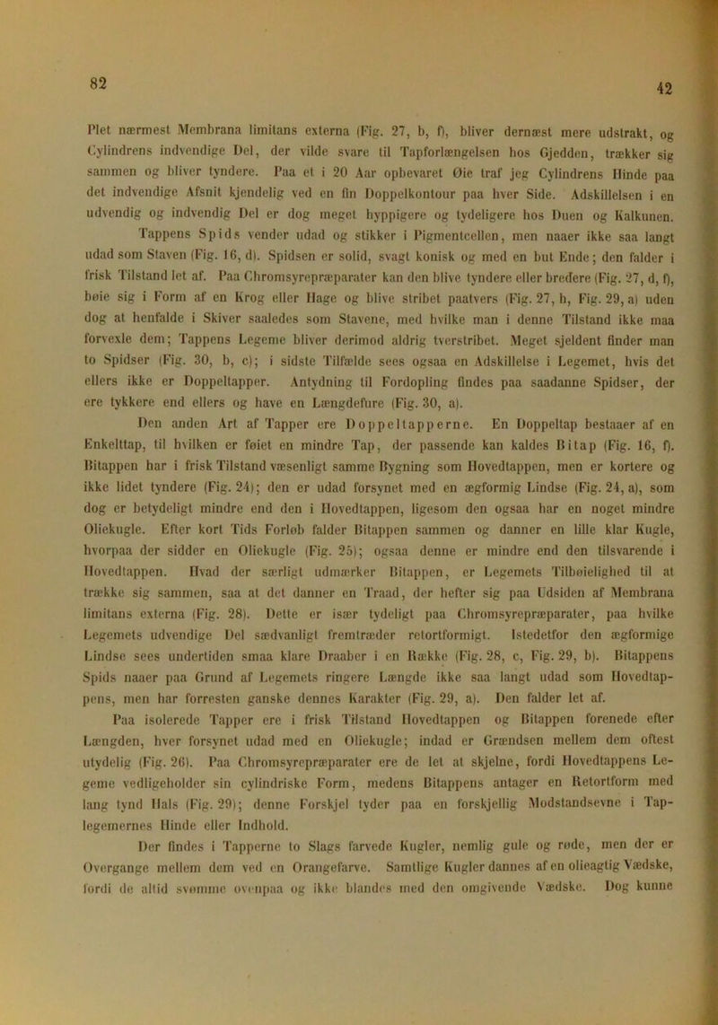 42 Plet nærmest Membrana limitans externa (Fig. 27, b, f), bliver dernæst mere udstrakt, og Cylindrens indvendige Del, der vilde svare til Tapforlængelsen hos Gjedden, trækker sig sammen og bliver tyndere. Paa et i 20 Aar opbevaret Øie traf jeg Cylindrens Ilinde paa det indvendige Afsnit kjendelig ved en fin Doppelkontour paa hver Side. Adskillelsen i en udvendig og indvendig Del er dog meget hyppigere og tydeligere hos Duen og Kalkunen. Tappens Spids vender udad og stikker i Pigmentcellen, men naaer ikke saa langt udad som Staven (Fig. 16, d). Spidsen er solid, svagt konisk og med en but Ende; den falder i frisk Tilstand let af. Paa Chromsyrepræparater kan den blive tyndere eller bredere (Fig. 27, d, f), bøie sig i Form af en Krog eller Ilage og blive stribet paatvers (Fig. 27, h, Fig. 29, a) uden dog at henfalde i Skiver saaledes som Stavene, med hvilke man i denne Tilstand ikke maa forvexle dem; Tappens Legeme bliver derimod aldrig tværstribet. Meget sjeldent finder man to Spidser (Fig. 30, b, c); i sidste Tilfælde sees ogsaa en Adskillelse i Legemet, hvis det ellers ikke er Doppeltapper. Antydning til Fordopling findes paa saadanne Spidser, der ere tykkere end ellers og have en Længdefure (Fig. 30, a). Den anden Art af Tapper ere D oppe Mapperne. En Doppeltap bestaaer af en Enkelttap, til hvilken er føiet en mindre Tap, der passende kan kaldes Di tap (Fig. 16, f). Ditappen har i frisk Tilstand væsenligt samme Dygning som Uovedtappen, men er kortere og ikke lidet tyndere (Fig. 24); den er udad forsynet med en ægformig Lindse (Fig. 24, a), som dog er betydeligt mindre end den i Uovedtappen, ligesom den ogsaa har en noget mindre Oliekugle. Efter kort Tids Forlob falder Ditappen sammen og danner en lille klar Kugle, hvorpaa der sidder en Oliekugle (Fig. 25); ogsaa denne er mindre end den tilsvarende i Uovedtappen. Hvad der særligt udmærker Ditappen, er Legemets Tilbøjelighed til at trække sig sammen, saa at det danner en Traad, der hefter sig paa Udsiden af Membrana limitans externa (Fig. 28). Dette er især tydeligt paa Chromsyrepræparater, paa hvilke Legemets udvendige Del sædvanligt fremtræder retortformigt. Istedetfor den ægformige Lindse sees undertiden smaa klare Draaber i en Dække (Fig. 28, c, Fig. 29, b). Ditappeus Spids naaer paa Grund af Legemets ringere Længde ikke saa langt udad som Hovedtap- pens, men har forresten ganske dennes Karakter (Fig. 29, a). Den falder let af. Paa isolerede Tapper ere i frisk Tilstand Uovedtappen og Dilappen forenede efter Længden, hver forsynet udad med en Oliekugle; indad er Grændscn mellem dem oftest utydelig (Fig. 26). Paa Chromsyrepræparater ere de let at skjelne, fordi Hovedtappens Le- geme vedligeholder sin cylindriske Form, medens Ditappens antager en Itetortform med lang tynd Hals (Fig. 29); denne Forskjel tyder paa en forskjellig Modstandsevne i Tap- legemernes Hinde eller Indhold. Der findes i Tapperne to Slags farvede Kugler, nemlig gule og røde, men der er Overgange mellem dem ved en Orangefarve. Samtlige Kugler dannes af en olieagtig \ ædske, fordi de altid svømme ovenpaa og ikke blandes med den omgivende Vædske. Dog kunne