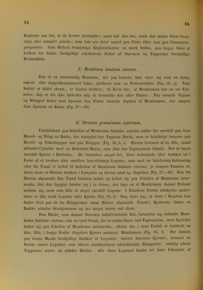 44 Kuglerne saa tæt, at de berøre hverandre; snart har den ene, snart den anden Farve Over- vægt eller mangler ganske; man kan see dette' saavel paa friske Øine som paa Chromsyre- præparater. Som Helhed frembringe Kuglerækkerne en mørk Stribe, paa begge Sider af hvilken der findes forskjelligt schatterede Belter af Stavenes og Tappernes forskjellige Bestanddele. 3) Membrana limitans externa. Den er en selvstændig Membran, der paa lodrette Snit viser sig som en skarp, enkelt- eller doppeltkontoureret Linie, sjeldnere som en Perlesnorlinie (Fig. 16, g). Naar Snittet er faldet skraat, er Linien bredere, til Bevis for, at Membranen har en vis Tyk- kelse; dog er det ikke lykkedes mig at fremstille den efter Fladen. Paa løsnede Tapper og Bitapper finder man ligesom hos Frøen løsnede Stykker af Membranen, der omgive dem ligesom en Krave (Fig. 27—30). 4) Stratum granulatum externum. Umiddelbart paa Indsiden af Membrana limitans externa sidder der særskilt paa hver Hoved- og Bitap en Hætte, der nøiagtigt har Tappens Brede, men er betydeligt længere paa Hoved- og Enkelttapper end paa Bitapper (Fig. 16, h, i). Hætten bestaacr af en lille, indad afrundet Cylinder med en fintkornet Masse, som ikke har Taplegemets Giands. Der er ingen særskilt Kjerne i Hætterne. De forandres meget let, blive trekantede eller trækkes ud i Form af et bredere eller smallere lancetformigt Legeme, som med en halsformig Indsnøring eller fin Traad er heftet til Indsiden af Membrana limitans externa; jo længere Traaden er, desto mere er Hætten trukken i Længden og bleven smal og tilspidset (Fig. 27—30). Den fra Hætten afgaaende fine Traad forløber indad og hefter sig paa Udsiden af Membrana inter- media, idet den hyppigt breder sig i to Grene, der tage en af Membranen dannet Trekant mellem sig, men som ikke er noget særskilt Legeme. 1 Traadens Forløb indskydes under- tiden et lille ovalt Legeme eller Kjerne (Fig. 16, k). Dog troer jeg, at dette i Regelen kun finder Sted paa de fra Bitappernes smaa Hætter afgaaende Traade; Ivjernerne danne en Række udenfor Stavkjernerne og ere meget større end disse. Den Hinde, som danner Stavenes indadvendende Del, fortsætter sig indenfor Mem- brana limitans externa som en tynd Traad, der er endnu finere end Taptraadene, men ligeledes hefter sig paa Udsiden af Membrana intermedia, efterat der i dens Forløb er indskudt en klar, lille, i begge Ender tilspidset Kjerne nærmest Membranen (Fig. 16, 1). Der dannes paa denne Maade forskjellige Rækker af Legemer: inderst Stavenes Kjerner, dernæst en Række større Legemer, som tilhøre (sandsynligvis udelukkende) Bitapperne, endelig yderst Tappernes større og mindre Hætter. Alle disse Legemer kunne vel have Udseende at