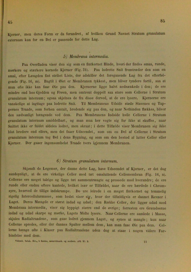 85 Kjerner, men deres Form er da forandret, af hvilken Grund Navnet Stratum granulatum externum kun for en Del er passende for dette Lag. 5) Membrana intermedia. Paa Overfladen viser den sig som en fmtkornet Hinde, hvori der findes smaa, runde, mørkere og stærkere kornede Kjerner (Fig. 31). Paa lodrette Snit fremtræder den som en smal, efter Længden fint stribet Liste, der adskiller det foregaaende Lag fra det efterføl- gende (Fig. 16, m). Bagtil i Øiet er Membranen tykkest, men bliver tyndere fortil, saa at man ofte ikke kan faae Øie paa den. Kjernerne ligge halvt nedsænkede i den; de ere mindre end hos Gjedden og Frøen, men omtrent doppelt saa store som Cellerne i Stratum granulatum internum; ogsaa skjelnes de fra disse derved, at de ere lysere. Kjernerne ere vanskelige at iagttage paa lodrette Snit. Til Membranens Udside støde Stavenes og Tap- pernes Traade, som forhen omtalt, bredende sig paa den, og naar Nethinden flækkes, bliver den sædvanligt hængende ved dem. Paa Membranens Indside hvile Cellerne i Stratum granulatum internum umiddelbart, og man maa her vogte sig for ikke at skuffes, naar Snittet ikke er faldet aldeles lodret, men skraat; i dette Tilfælde viser Membranen sig ikke blot bredere end ellers, men det laaer Udseendet, som om en Del af Cellerne i Stratum granulatum internum tog Del i dens Bygning, og som om den bestod af lutter Celler eller Kjerner. Der gaaer ingensomhelst Traade tvers igjennem Membranen. 6) Stratum granulatum internum. Skjøndt de Legemer, der danne dette Lag, have Udseendet af Kjerner, er det dog sandsynligt, at de ere virkelige Celler med tæt omsluttende Cellemembran (Fig. 16, n). Cellerne ere meget talrige og ligge tæt sammentrængte og pressede mod hverandre; de ere runde eller endnu oftere kantede, hvilket især er Tilfældet, naar de ere hærdede i Chrom- syre, hvorved de tillige indskrumpe. De ere leirede i en meget fmtkornet og temmelig rigelig Intercellularmasse, som bedst viser sig, hvor der tilfældigvis er dannet Revner i Laget. Deres Mængde er størst indad og udad; den Række Celler, der ligger udad mod Membrana intermedia, viser sig hyppigt større end de øvrige; forresten ere Grændserne indad og udad skarpe og mørke, Lagets Midte lysere. Naar Cellerne ere samlede i Masse, skjules Radialtraadene, som gaae lodret gjennem Laget, og synes at mangle; kun naar Cellerne spredes, eller der dannes Spalter mellem dem, kan man faae Øie paa dem. Cel- lerne hænge ofte i Klaser paa Radialtraadene uden dog at staae i nogen videre For- bindelse med dem. Vidensk. Seltk. Skr., & Hække, natorvidensk. og mathem. Afd. XI. 2. ti