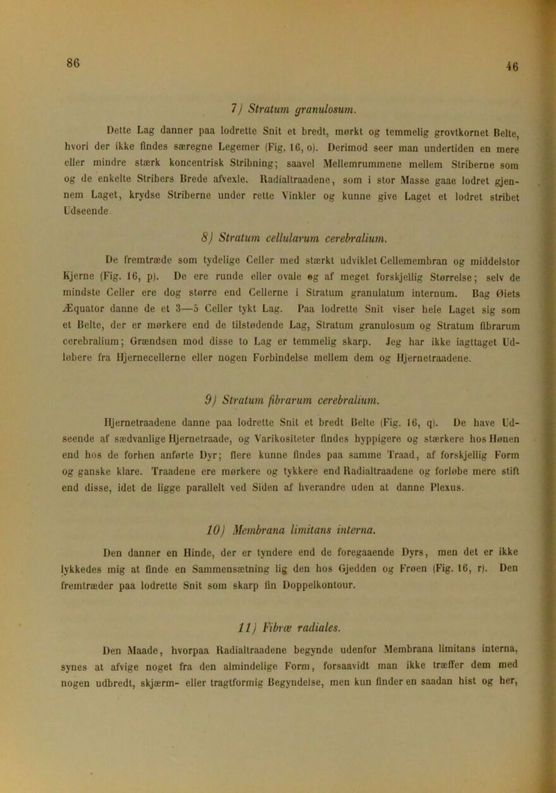 46 7) Stratum granulosum. Dette Lag danner paa lodrette Snit et bredt, mørkt og temmelig grovtkornet Belte, hvori der ikke findes særegne Legemer (Fig. 16, o). Derimod seer man undertiden en mere eller mindre stærk koncentrisk Stribning; saavel Mellemrummene mellem Striberne som og de enkelte Stribers Brede afvexle. lladialtraadene, som i stor Masse gaae lodret gjen- nem Laget, krydse Striberne under rette Vinkler og kunne give Laget et lodret stribet Udseende. 8) Stratum cellularum cerebralium. De fremtræde som tydelige Celler med stærkt udviklet Cellemembran og middelstor Kjerne (Fig. 16, p). De ere runde eller ovale eg af meget forskjellig Størrelse; selv de mindste Celler ere dog større end Cellerne i Stratum granulatum internum. Bag Øiets Æquator danne de et 3—5 Celler tykt Lag. Paa lodrette Snit viser hele Laget sig som et Belte, der er mørkere end de tilstødende Lag, Stratum granulosum og Stratum fibrarum cerebralium; Grændsen mod disse to Lag er temmelig skarp. Jeg har ikke iagttaget Ud- løbere fra Hjernecellerne eller nogen Forbindelse mellem dem og Iljernetraadene. 9) Stratum fibrarum cerebralium. Iljernetraadene danne paa lodrette Snit et bredt Belte (Fig. 16, q). De have Ud- seende af sædvanlige Iljernetraade, og Varikositeter findes hyppigere og stærkere hos Hønen end hos de forhen anførte Dyr; flere kunne findes paa samme Traad, af forskjellig Form og ganske klare. Traadene ere mørkere og tykkere end lladialtraadene og forløbe mere stift end disse, idet de ligge parallelt ved Siden af hverandre uden at danne Plexus. 10) Membrana limitans interna. Den danner en Hinde, der er tyndere end de foregaaende Dyrs, men det er ikke lykkedes mig at finde en Sammensætning lig den hos Gjedden og Frøen (Fig. 16, r). Den fremtræder paa lodrette Snit som skarp fin Doppeikontour. 11) Fibræ radiales. Den Maade, hvorpaa lladialtraadene begynde udenfor Membrana limitans interna, synes at afvige noget fra den almindelige Form, forsaavidt man ikke træffer dem med nogen udbredt, skjærm- eller tragtformig Begyndelse, men kun finderen saadan hist og her,