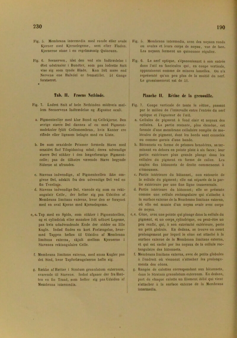 Fig. 5. Membran« intermedia med runde eller ovale Kjerner med Kjernelegeme, seet efter Fladen. Kjernerne staae i en regelmæssig Quincunx. Fig. 6. Seenerven, idet den ved sin Indtrædelse i Øiet udstraaler i Bundter, som paa lodrette Snit vise sig som tynde Blade. Kun lidt mere end Nervens ene Halvdel er fremstillet. 51 Gange forstørret. Tab. II. T råens Nethinde. Fig. 7. Lodret Snit af hele Nethinden midtveis mel- lem Seenervens Indtrædelse og Æquator oculi. a. Pigmentceller med klar Bund og Cellekjerne. Den øvrige større Del dannes af en med Pigment- molekuler fyldt Cellemembran, hvis Kanter ere riflede eller ligesom belagte med en Liste. b. De som sexsidede Prismer formede Stave med sexsidet flad Tilspidsning udad; deres udvendige større Del stikker i den bægerformige Pigment- celle; paa de tilhøire værende Stave begynde Siderne at afrundes. c. Stavens indvendige, af Pigmentcellen ikke om- givne Del, adskilt fra den udvendige Del ved en lin Tverlinie. d. Stavens indvendige Del, visende sig som en rekt- angulair Celle, der hefter sig paa Udsiden af Membrana limitans externa, hvor den er forsynet med en oval Kjerne med Kjernelegeme. e, e. Tap med en Spids, som stikker i Pigmentcellen, og et cylindrisk eller maaskee lidt udbuet Legeme, paa hvis udadvendende Ende der sidder en lille Kugle. Indad findes en kort Forlængelse, hvor- med Tappen heftes til Udsiden af Membrana limitans externa, skjult mellem Kjernerne i Stavenes rektangulaire Celle. f. Membrana limitans externa, med smaa Kugler paa det Sted, hvor Tapforlængelserne hefte sig. g. Række af Hætter i Stratum grnnulatum externum, svarende til Stavene. Indad afgaaer der fra Hæt- ten en (in Traad, som hefter sig paa Udsiden af Membrana intermedia. Fig. 5. Membrana intermedia, avec des noyaux ronds ou ovales et leurs corps de novau, vue de face. Les noyaux forment un quinconce régulier. Fig. 6. Le nerf optique, s epanouissant å son entrée dans l’ceil en fascicules qui, en coupe verticale, apparaissent comme de minces lamelles. On n’a représenté qu'un peu plus de la moitié du nerf. Le grossissement est de 51. Pliutche II. Rétine de In greuouille. Fig. 7. Coupe verticale de toute le rétine, passant par le milieu de l’intervalle entre l’entrée du nerf optique et l’équateur de Tæil. a. Cellules de pigment å fond clair et noyaux des cellules. La partie restante, plus étendue, est formée d’une membrane cellulaire remplie de mo- lécules de pigment, dont les bords sont cannelés ou comme garnis d'une bande. b. Båtonnets en forme de prismes hexaédres, se ter- minant en dehors en pointe plate å six faces; leur partie extérieure plus grande plonge dans les cellules du pigment en forme de calice. Les angles des båtonnets de droite commencent å s’émousser. c. Partie iutérieure du båtonnet, non entourée de la cellule du pigment; elle est séparée de la par- tie extérieure par uuc fine ligne transversale. d. Partie intérieure du båtonnet; elle se présente comme une cellule rectangulaire qui s'attache å la surface externe de la Membrana limitans externa, oh elle est munie d’un noyau ovale avec corps de noyau. c,e. Cone, avec une pointe qui plonge dans la cellule du pigment, et un corps^cylindrique, ou peut-étre un peu renflé, qui, å son extrémité extérieure, porte un petit globulc. En dedans, se trouvc un court prolongement par lequel le cone est attaché å la surface externe de la Membrana limitans externa, et qui est caché par les noyaux de la cellule rec- tangulaire des båtonnets. f. Membrana limitans externa, avec de petits globules å l'endroit ou viennent s’attacher les prolonge- ments des cånes. g. Rangée de calottes correspondant aux båtonnets, dans le Stratum granulatum externum. En dedans, part de chaque calotte un filament délié qui vient s'attacher å la surface externe de la Membrana intermedia.