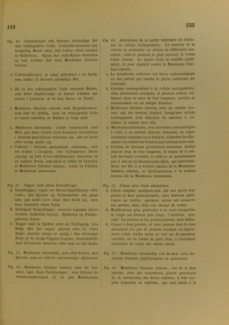 193 Fig. 10. Forandringer ved Slavens indvendige Oel (den rektangulaire Celle). Indholdet ansamles paa forskjellig Muade udad, idet Cellen oftest antager en Kolheforin. Ogsaa den ovale Kjerne forandres og Kan trykkes llad mod Membrana limitans externa. a. Cellemembranen er udad udtrukken i en Spids, som støder til Stavens udvendige Del. b. De til den rektangulaire Celle svarende Uætter, som blive kegleformige og kunne trækkes saa stærkt i Længden, at de kun danne en Traad. c. Membrana limitans externa med Doppelkontour, som især er tydelig, naar en rektangulair Celle er løsnet saaledes, at Hætten er fulgt med. d. Membrana intermedia, stribet koncentrisk med Øiet; paa dens Odside hefte Traadene fra Cellerne i Stratum granulatum externum sig, idet de brede eller endog spalte sig. e. Cellerne i Stratum granulatum externum, som eve trukne i Længden, idet Cellekjernen bliver usynlig, og hele Cellen efterhaanden forandres til en tykkere Traad, som udad er heftet til Indsiden af Membrana limitans externa, indad til Udsiden af Membrana intermedia. Fig. 11. Tapper med deres Forandringer. A. Enkelttapper; nogle ere bievne kugleformige eller ovale, idet Spidsen og Forlængelsen ere gaaet tabt; paa andre have disse Dele holdt sig, men have forandret deres Form. B. Yderligere Forandringer, hvorved Legemet bliver bredere, Indholdet kornet, Spidserne og Forlæn- gelserne finere. C. Tapper med to Spidser samt en Tvillingtap, hvis Bitap ikke har nogen ufarvet eller let violet Kugle, medens denne er synlig i den udvendige Ende af de øvrige Tappers Legeme, fremtrædende med afvexlende Størrelse eller som en lille Kegle. Fig. 12. Membrana intermedia, sect efter Fladen, med Kjerner, som ere stillede regelmæssigt i Quincunx. Fig. 13. Membrana limitans interna, seet fra Ind- siden, med Hade Fordybninger, som hidrøre fra Sammentrækningen af de paa Membranens j Fig. 10. Alterations de la partle intérieure du båton- net (la cellule rectangulaire). Le contenu de la cellule se rasscmble en dehors de diilérentes ma- niéres, cellc-ci prenant le plus souvent la forme d'une coruue. Le noyau ovale se modifle égale- ment, et peut s'aplatir contre la Membrana limi- tans externa. a. La membrane cellulaire est élirée extérieurement en une pointe qui touche la partie exlérieure du bbtonnet. b. Calottes correspondant a la cellule rectangulaire; elles deviennent coniques, et peuvent s'étirer tel- lement dans le sens de leur longueur, qu’elles se transforment en un simple filament. c. Membrana limitans externa, avec un double con- tour qui est surtout distinet, lorsqu’une cellule rectangulaire s’est détachée de maniére å en- trainer la calotte avec elle. d. Membrana intermedia, avec des stries conceutriques å l’æil; ii sa surface externe, viennent, en s’épa- nouissant ou méme en se fendant, s'attacher les fila- ments descellulesdu Stratum granulatum externum. e. Cellules du Stratum granulatum externum, étirées dans le sens de leur longueur, le noyau de la cel- lule devenant invisible, et celle-ci se transformant peu å peu en un filament plus épais, qui extérieure- ment est fixe il la surface interne de la Membrana limitans externa, et intérieurement il la surface externe de la Membrana intermedia. Fig. 11. Cones avec leurs altérations. A. C6nes simples; quelques-uns, qui ont perdu leur pointe et leur prolongemeut, sont devenus sphé- riques ou ovales; quelques autres ont conservé ces parties, mais elles ont changé de forme. B. Modifications plus profondes å la suite desquelles le corps est devenu plus large; l’intérieur, gra- nalé; les pointes et les prolongements, plus déliés. C. Cones il deux pointes, et cone jumeau dont lecone secondaire n’a pas de globule incolore ou légére- ment violet, tandis qu’on en voit un de grandeur variable, ou en forme de petit cone, il Fextrémité extérieure du corps des autres cones. Fig. 12. Membrana intermedia, vue de face, avec des noyaux disposés réguliérement en quinconce. Fig. 13. Membrana limitans interna, vue de la face interne, avec des exeavations planes provenant de la contraction des fibres radiales, il leur or i - gine disposées en ombelle, qui sont fixées il la