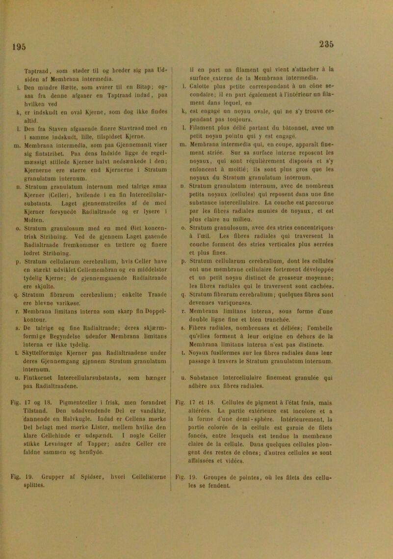 195 Taptraad, som støder til og breder sig paa Ud- siden af Membrana intermedia. i. Den mindre Hætte, som svarer til en llitap; og- saa fra denne afgaaer en Taptraad indad, paa hvilken ved k, er indskudt en oval Kjerne, som dog ikke lindes i altid. l. Den fra Staven nfgaaende finere Stavtraad med en i samme indskudt, lille, tilspidset Kjerne. m. Membrana intermedia, som paa Gjennemsnit viser sig fintstribet Paa dens Indside ligge de regel- mæssigt stillede Kjerner halvt nedsænkede i den; Kjernerne erc større end Kjernerne i Stratum granulatum internum. n. Stratum granulatum internum med talrige smaa Kjerner (Celler), hvilende i en lin Intercellular- substauts. Laget gjennemstreifes af de med Kjerner forsynede Radialtraade og er lysere i Midten. o. Stratum granulosum med en med Øiet koncen- trisk Stribning. Ved de gjennem Laget gaaende Radialtraade fremkommer en tættere og finere lodret Stribning. p. Stratum cellularum cerebralium, hvis Celler have en stærkt udviklet Cellemembran og en middelstor tydelig Kjerne; de gjennemgaaende Radialtraade ere skjulte. q. Stratum fibrarum cerebralium; enkelte Traade ere bievne varikøse. r. Membrana limitans interna som skarp fin Doppel- kontour. s. De talrige og fine Radialtraade; deres skjærm- formige Begyndelse udenfor Membrana limitans interna er ikke tydelig. t. Skyttelformige Kjerner paa Radialtraadene under deres Gjennemgang gjgnnem Stratum granulatum internum. u. Fintkornet Intercellularsubstants, som hænger paa Radialtraadene. Fig. 17 og 18. Pigmentceller i frisk, men forandret j Tilstand. Den udadvendende Del er vandklar, dannende en Halvkugle. Indad er Cellens mørke Del belagt med mørke Lister, mellem hvilke den klare Cellehinde er udspændt. 1 nogle Celler stikke Levninger af Tapper; andre Celler ere i faldne sammen og henllyde. Fig. 19. Grupper af Spidser, hvori Ceilelisterne splittes. il en part un filament qui vient s’attacher å la surface externe de la Membrana intermedia. i. Calotte plus petite correspondant å un cone se- condaire; il en part égaiement å l’intérieur un fila- ment dans lequel, en k, est engagé un noyau ovale, qui ne s’y trouve ce- pendant pas toujours. l. Filament plus délié partant du båtonnet, avec un petit noyau poinlu qui y est engagé. m. Membrana intermedia qui, en coupe, apparail fine- ment striée. Sur sa surface interne reposent les noyaux, qui sont réguliérement disposés et s’y enfoncent å moitlé; ils sont plus gros que les noyaux du Stratum granulatum internum. n. Stratum granulatum internum, avec de nombreux petits noyaux (cellules) qui reposent dans une fine substanee intercellulaire. La couche estparcourue par les fibres radiales munies de noyaux, et est plus claire au milieu. o. Stratum granulosum, avec des stries concentriques å l’æil. Les fibres radiales qui traversent la couche forment des stries x'erticales plus serrées et plus fines. p. Stratum cellularum cerebralium, dont les cellules ont une membrane cellulaire fortement développée et un petit noyau distinet de grosseur moyenne; les fibres radiales qui le traversent sont cachées. q. Stratum fibrarum cerebralium; quelques fibres sont devenues variqueuses. r. Membrana limitans interna, sous forme d’une double ligne fine et bien tranchée. s. Fibres radiales, nombreuses el déliées; fombelle qu’elles forment å leur origine en dehors de la Membrana limitans interna n’est pas distinete. t. Noyaux fusiformes sur les fibres radiales dans leur passage å travers le Stratum granulatum internum. u. Substanee intercellulaire fineinent granulée qui adhére aux fibres radiales. Fig. 17 et 18. Cellules de pigment å l’état frais, mais altérées. La partie extérieure est incolore et a la forme d’une demi-sphére. Intérieurement, la partie colorée de la cellule est garnie de filets foncés, entre lesquels est tendue la membrane claire de la cellule. Dans quelques cellules plon- gent des restes de cdnes; d’autres cellules se sont afTaissées et vidées. Fig. 19. Groupes de pointes, od les filets des cellu- les se fendent.