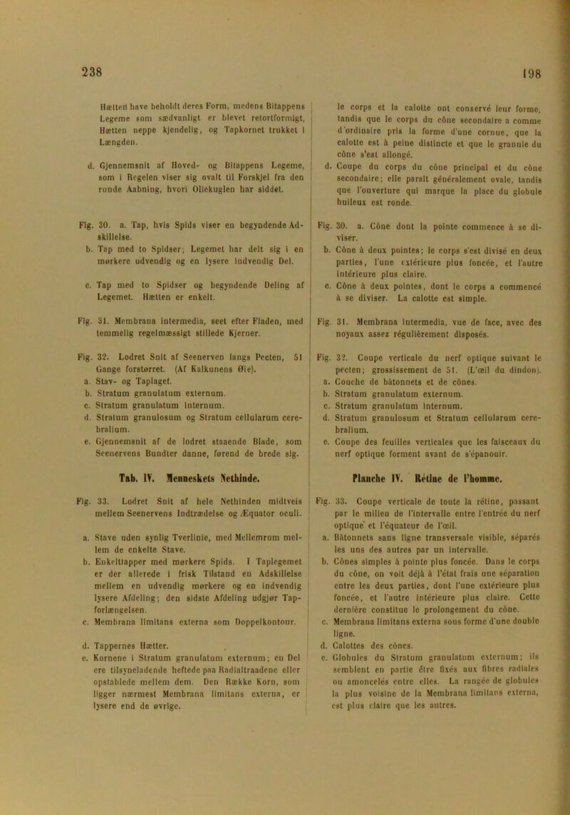 Hielten have beholdt deres Form, medens Bitappens Legeme som sædvanligt er blevet retortformigt, Hætten neppe kjendelig, og Tapkornet trukket i Længden. d. Gjennemsnit af Hoved- og Bilappens Legeme, som i Regelen viser sig ovalt til Forskjel fra den j runde Aabning, hvori Oliekuglen har siddet. Fig. 30. a. Tap, hvis Spids viser en begyndende Ad- skillelse. b. Tap med to Spidser; Legemet har delt sig i en mørkere udvendig og en lysere indvendig Del. c. Tap med to Spidser og begyndende Deling af Legemet. Hætten er enkelt. Fig. 31. Membrana intermedia, seet efter Fladen, med temmelig regelmæssigt stillede Hjerner. Fig. 32. Lodret Snit af Seenerven langs Pecten, 51 Gange forstørret. (Af Kalkunens Øie). a. Stav- og Taplaget. b. Stratum granulatum externum. c. Stratum granulatum internum. d. Stratum granulosum og Stratum cellularum cere- bralium. e. Gjennemsnit af de lodret staaende Blade, som Scenervens Bundter danne, førend de brede sig. Tab. IV. Menneskets Nethinde. Fig. 33. Lodret Snit af hele Nethinden midtveis mellem Seenervens Indtrædelse og Æquator oculi. a. Stave uden synlig Tverlinie, med Mellemrum mel- lem de enkelte Stave. b. Enkeltlapper med mørkere Spids. I Taplegemet er der allerede i frisk Tilstand en Adskillelse mellem en udvendig mørkere og en indvendig lysere Afdeling; den sidste Afdeling udgjør Tap- forlængelsen. c. Membrana Iimitans externa som Doppelkontour. d. Tappernes Hætter. c. Kornene i Stratum granulatum externum; en Del ere tilsyneladende heftede paa Radialtraadenc eller opstablede mellem dem. Den Række Korn, som ligger nærmest Membrana Iimitans externa, er lysere end de øvrige. le corps et la calolte ont conservé leur forme, tandis que le corps du céne secondaire a comme d ordinaire pris la forme d’une cornue, que la calotle est å peine distincte et que le granule du c6ne s’est allongé. d. Coupe du corps du cone principal et du c&ne secondaire; elle parait généralcment ovale, tandis que l'ouverture qui marque la place du globule huileux est ronde. Fig. 30. a. Cone dont la pointe commence h se di- viser. b. C6ne å deux pointes; le corps s'cst divisé en deux parties, l'une cxtérieure plus foncée, et l’autre intérieure plus claire. c. C6ne å deux pointes, dont le corps a commencé il se diviser. La calotte est simple. Fig. 31. Membrana intermedia, vue de face, avec des noyaux assez réguliérement disposés. Fig. 32. Coupe verticale du nerf optique suivant le pecten; grossissement de 51. (L'æil du dindon). a. Couche de båtonnets et de cones. b. Stratum granulatum externum. c. Stratum granulatum internum. d. Stratum granulosum et Stratum cellularum cere- bralium. e. Coupe des feuilles verticales que les faisceaux du nerf optique forment avant de sepanouir. Planche IV. Rétine de l’hommc. Fig. 33. Coupe verticale de toute la rétine, passant par le milieu de l'intervalle entre l'entrée du nerf optique et l’équateur de l’æil. a. Batonnets sans ligne transversale visible, séparés les uns des autres par un intervalle. b. Cones simples it pointe plus foncée. Dans le corps du cone, on voit déjå å l’état frais une séparation entre les deux parties, dont l'une extérleure plus foncée, et l’autre intérieure plus claire. Cette derniére constitue le prolongement du c6ne. c. Membrana Iimitans externa sous forme d'une double ligne. d. Calottes des cones. c. Globules du Stratum granulatum externum; ils semblent en partie clre fixés aux fibres radiales ou amoncelés entre elles. La rangée de globules la plus voisine de la Membrana Iimitans externa, est plus claire que les autres.