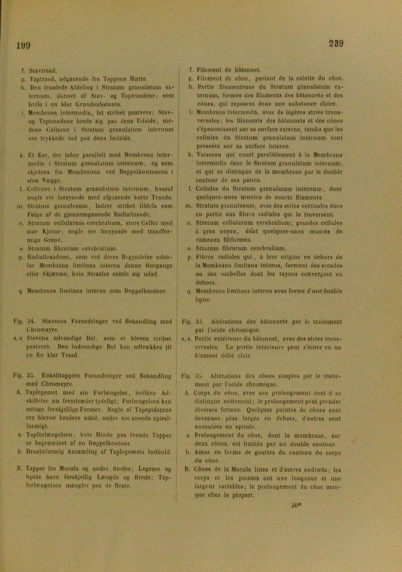 199 f. Stavtraad. g. Taptraad, udgaaende fra Tappens Hæfte h. Den traadede Afdeling i Stratum granulatum ex- ternum, dannet af Stav- og Taptraadene, som hvile i en klar Grundsubslants. i. Membrana intermedia, let stribet paatvers; Stav- og Taptraadene brede sig paa dens Udside, me- dens ('.ellerne i Stratum granulatum internuin ere trykkede ind paa dens Indsidc. k. Et Kar, der løber parallelt med Metnbrana iuter- [ media i Stratum granulatum internum, og som skjelnes fra Membranen ved Doppelkontouren i ; sine Vægge. l. Cellerne i Stratum granulatum internum, hvoraf | nogle ere forsynede med afgaaende korte Traade. 1 m. Stratum granulosum, lodret stribet tildels som Folge af de gjennemgaaende Hadialtraade. n. Stratum cellularum cerebralium, store Celler med j stor Kjerne; nogle ere forsynede med traadfor- mige Grene. o. Stratum tibrarum cerebralium. p. Radialtraadene., som ved deres Begyndelse uden- for Membrana limitans interna danne Buegange eller Skjærmc, hvis Straaler samle sig udad. q Membrana limitans interna som Doppelkontour. Fig. 34. Stavenes Forandringer ved Behandling med Chromsyre. *,a Slavens udvendige Del, som er bleven stribet paatvers. Den indvendige Del kan udtrækkes til en fin klar Traad. Fig. 35. Enkelttappers Forandringer ved Behandling med Chromsyre. A. Taplegemet med sin Forlængelse, hvilken Ad- skillelse nu fremtræder tydeligt; Forlængelsen kan antage forskjellige Former. Nogle af Tapspidserne ere blcvnc bredere udad, andre ere snoede spiral- formigt. a. Tapforlængelsen, hvis Hinde paa tvende Tapper er begrændset af en Doppelkontour. b. Draabeformig Ansamling af Taplegemets Indhold. II. Tapper fra Macula og andre Steder; Legeme og Spids have forskjelllg Længde og Brede; Tap- forlængelsen mangler paa de fleste. f. Filament de bktonnet. g. Filament de c6ne, parlant de la calotte du e6nc. h. Partie tilamenteuse du Stratum granulatum ex- ternum, formée des filaments des betonnets et des ••olies, qui reposen! dans une substance claire. i. Membrana intermedia, avec de légéres stries trans- versales; les filaments des b&tonnets et des cones s epanouissent sur sa surfaee externe, tandis que les cellules du Stratum granulatum internum sont pressées sur sa surfaee interne. k. Vaisseau qui court parallélement 5 la Membrana intermedia dans le Stratum granulatum internum, et qui se distingue de la membrane par le double contour de ses parois. l. Cellules du Stratum granulatum internum, dont quelques-uncs munics de courts filaments m. Stratum granulosum, avec des stries verticales dues en partie aux fibres radiales qui le traversent. ii. Stratum cellularum cerebralium; grandes cellules å gros noyau, dont quelques-unes munies de rameaux filiformes. o. Stratum flbrarum cerebralium. p. Fibres radiales qui, å leur origine en dehors de la Membrana limitans interna, forment desarcades ou des (imbelles dont les rayons convergent en dehors. q. Membrana limitans interna sous forme d’uncdouble ligne. j Fig. 34. Altérations des båtonnets par le Iraitement par Facide chromique. ! a,a. Partie exlérieure du biitonnet, avec des stries trans- versales. La partie intérieure pcut s’étirer en un filament délié clnir. Fig. 35. Altérations des cones simples par le traitc- ment par l'acide chromique. A. Corps du conc, avec son prolongement dont il se distingue nettement; le prolongement peut prendre diverses formes. Quclques pointes de c6nes sont devenues plus larges en dehors, d'autres sont enroulées en spirale. a. Prolongcmcnt du conc, dont la membrane, sur deux c6nes, cst limitée par un double contour. b. Amas en forme de gouttes du contenu du corps du eone. B. Cénes de la Macula lulea et d’autres endroits; les corps et les pointes ont une longueur et une largeur variables; le prolongement du c6ne man- que chez la plupart. 30*