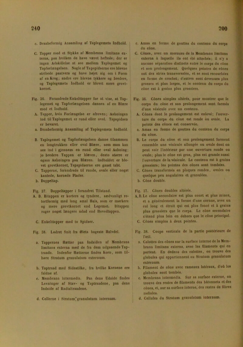 c. Draabeformig Ansamling af Taplegcmets Indhold. I C. Tapper med et Stykke af Membrana limitans ex- terna, paa hvilken de have været heftede; der er ingen Adskillelse at see mellem Taplegemet og Tapforlængelsen. Nogle af Tapspidserne ere bievne stribede paatvers og have bøjet sig om i Form af en Krog; andre ere bievne tykkere og bredere, og Taplegemets Indhold er blevet mere grovt- kornet. Fig. 36. Forandrede Enkelttapper for at vise, at Tap- legemet og Tapforlængelsen dannes af en Blære med et Indhold. A. Tapper, hvis Forlængelse er afreven; Aabningen ind til Taplegemet er rund eller oval. Tapspidsen er bevaret. a. Draabeformig Ansamling af Taplegemets Indhold. B. Taplcgemet og Tapforlængelsen danne tilsammen en langtrukken eller oval Blære, som man kan see ind i gjennem en rund eller oval Aabning; jo bredere Tappen er bleven, desto større er ogsaa Aabningen paa Blæren. Indholdet er ble- vet grovtkornet, Tapspidserne ere gaaet tabt. C. Tapperne, forandrede til runde, ovale eller noget kantede, kornede Plader. b. Doppeltap. Fig. 37. Doppeltapper i forandret Tilstand. A. B. Bilappen er kortere og tyndere, sædvanligt re- tortformig med lang smal Hals, som er mørkere og mere grovtkornet end Legemet. Bilappen rager noget længere udad end Hovedtappen. C. Enkelttapper med to Spidser. Fig. 38. Lodret Snit fra Øiets hageste Halvdel. a. Tappernes Hætter paa Indsiden af Membrana limitans externa med de fra dem udgaaende Tap- traade. Indenfor Hætterne findes Korn, som til- høre Stratum granulatum externum. b. Taptraad med Sidestilke, fra hvilke Kornene ere faldne af. c. Membrana intermedia. Paa dens Udside findes Levninger af Stav- og Taptraadene, paa dens Indside af Radialtraadene. d. Cellerne i StratunTgranulatum internum. c. Amas en forme de gouttes du contenu du corps du c&ne. C. Cones, avec un morceau de la Membrana limitans externa å laquelle ils ont été attachés; il n’y a aucune separation distincte entre le corps du c&ne et son prolongement. Quelques pointes de cones ont des stries transversales, et se sont recourbées en forme de crochet, d’autres sont deveuues plus grosses et plus largcs, et le contenu du corps du c&ne est ft grains plus grossiers. Fig. 36. Cones simples altérés, pour montrer que le corps du c6ne et son prolongement sont formés d'une vésicule avec un contenu. A. C6nes dont le prolongement est enlevé; l’ouver- ture du corps du c6ne est ronde ou ovale. La pointe des cones est conservée. a. Amas en forme de gouttes du contenu du corps du c&ne. B. Le corps du cone et son prolongement forment ensemble une vésicule allongée ou ovale dont on peut voir l'intérieur par une ouverture ronde ou ovale; plus le cone est gros, plus est grande aussi l'ouverture de la vésicule. Le contenu est å grains grossiers; les pointes des cones sont tombées. C. Cones transformés en plaques rondes, ovales ou quelque peu angulaires et granulées. b. C&ne double. Fig. 37. Cones doubles altérés. A,B. Le cone sccondaire est plus court et plus mincc, et a généralemcnt la forme d’une cornue, avec un col long et étroit qui est plus foncé et i grains plus grossiers que le corps. Le cone secondaire s’étend plus loin en dehors que le cone principal. C. Cones simples ft deux pointes. Fig. 38. Coupe verticale de la partie postérieurc de ToBil. a. Calottes des cones sur la surface interne de la Mem- brana limitans externa, avec les filaments qui en partent. En dedans des calottes, on trouve des globules qui appartiennent au Slratum granulatum externum. b. Filament de c&ne avec rameaux latéraux, d’ofi les globules sont tombés. c. Membrana intermedia. Sur sa surface exlerne, on trouve des restes de filaments des bittonnets et des c&ncs, et, sur sa surface interne, des restes de fibres radiales. d. Ceilules du Stratum granulatum internum.