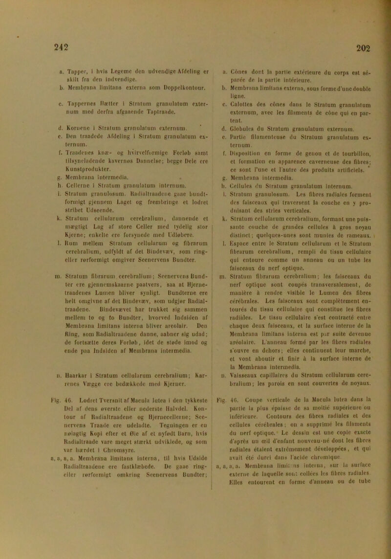 a. Tapper, i hvis Legeme den udvendige Afdeling er skilt fra den indvendige. b. Membrana limitans externa som Doppelkontour. c. Tappernes Hætter i Stratum granulatum exter- num med derfra afgaaende Taptraade. d. Kornene i Stratum granulatum externum. c. Den traadede Afdeling i Stratum granulatum ex- ternum. f. Traadcnes knæ- og hvirvelfurmlge Forløb samt tilsyneladende kavernes Dannelse; begge Dele cre Kunstprodukter. g. Membrana intermedia. h. Cellerne i Stratum granulatum internum. i. Stratum granulosum. Radialtraadcne gaae bundt- forinigt gjennem Laget og frembringe et lodret stribet Udseende. k. Stratum cellularum cerebralium, dannende et mægtigt Lag af store Celler med tydelig stor ] Kjerne; enkelte ere forsynede med Udløbere. l. Hum mellem Stratum cellularum og fibrarum cerebralium, udfyldt af det Bindevæv, som ring- eller rørformigt omgiver Seenervens Bundter. m. Stratum (lbrarunt cerebralium; Seenervens Bund- ter ere gjennemskaarne paatvers, saa at Hjerne- traadenes Lumen bliver synligt. Bundterne ere helt omgivne af det Bindevæv, som udgjør Radial- traadene. Bindevævet har trukket sig sammen mellem to og to Bundter, hvorved Indsiden af Membrana limitans interna bliver areolair. Den Hing, som Radialtraadcnc danne, aabner sig udad; de fortsætte deres Forløb, idet de støde imod og ende paa Indsiden af Membrana intei media. n. llaarkar i Stratum cellularum cerebralium; Kar- renes Vægge cre bedækkede med Kjeruer. Fig. 40. Lodret Tvcrsnit af Macula lutea i den tykkeste Del af dens øverste eller nederste Halvdel. Kon- tour af Radialtraadcnc og Hjernecellerne; See- nervens Traade ere udeladte. Tegningen er en nøiagtig Kopi efter et Øie af et nyfødt Barn, hvis Radiallraade vare meget stærkt udviklede, og som var hærdet i Chromsyrc. a,a, n, a. Membrana limitans inlerna, til hvis Udside Radialtraadeue cre fastklæbede. De gaae ring- cllcr rørformigt omkring Seenervens Bundter; a. Cones dont la partie extérieure du corps est sé- parée de la parlic intérieure. b. Membrana limitans externa, sous formed'uncdouble ligne. c. Calottes des cones dans le Stratum granulatum externum, avec les filaments de cOne qui en par- tent. d. Globules du Stratum granulatum externum. e. Partie fllamenteuse du Stratum granulatum ex- ternum. f. Disposition en forme de genou et dc tourbi 1 Ion, et formation en apparence eaverneuse des fibres; ce sont l’unc et laulre des produits arlificiels. g. Membrana intermedia. b. Cellules du Stratum granulatum internum. i. Stratum granulosum. Les fibres radiales forment des faisceaux qui traversent la couche en y pro- duisant des stries verticales. k. Stratum cellularum cerebralium, formani une puis- sante couche de grandes cellules å gros noyau distinet; quelques-unes sont munies dc rameaux. l. Espace entre le Stratum cellularum et le Stratum fibrarum cerebralium, rempli du tissu cellulairc qui entoure comme un anneau ou un tube les faisceaux du nerf optique. m. Stratum fibrarum cerebralium; les faisceaux du nerf optique sont coupés transversalement, de maniére å rendre visible le Lumen des fibres cerebrales. Les faisceaux sont complélcment en- tourés du tissu cellulaire qui constitue les fibres radiales. Le tissu cellulaire s'cst conlracté entre ehaque deux faisceaux, et la surface interne de la Membrana limitans interna est pur suite devenue aréolairc. L'anncau forme par les fibres radiales s'ouvre en dehors; elles continuent leur marche, et vont aboutir et finir it la surface interne de la Membrana intermedia. n. Vaisseaux capillaires du Stratum cellularum cere- bralium; les parois en sont couvertcs de noyaux. Fig. 46. Coupe \erticalc de la Macula lutea dans la partic la plus épaisse de sa moitié supérieure ou inféricure. Contours des fibres radiales et des cellules cerebrales ; on a suppiimé les filaments du nerf optique. Le dessin est une copie exacte d'aprés un æil d'enfant nouveau-né dont les fibres radiales étaient extrémement développées, et qui avait été durcl dans I'acide chromiquc. a, a, a, a. Membrana liinii: ns interna, sur la surface externe de laquelle sont collées les fibres radiales Elles entourent en forme d'anneau ou de tube