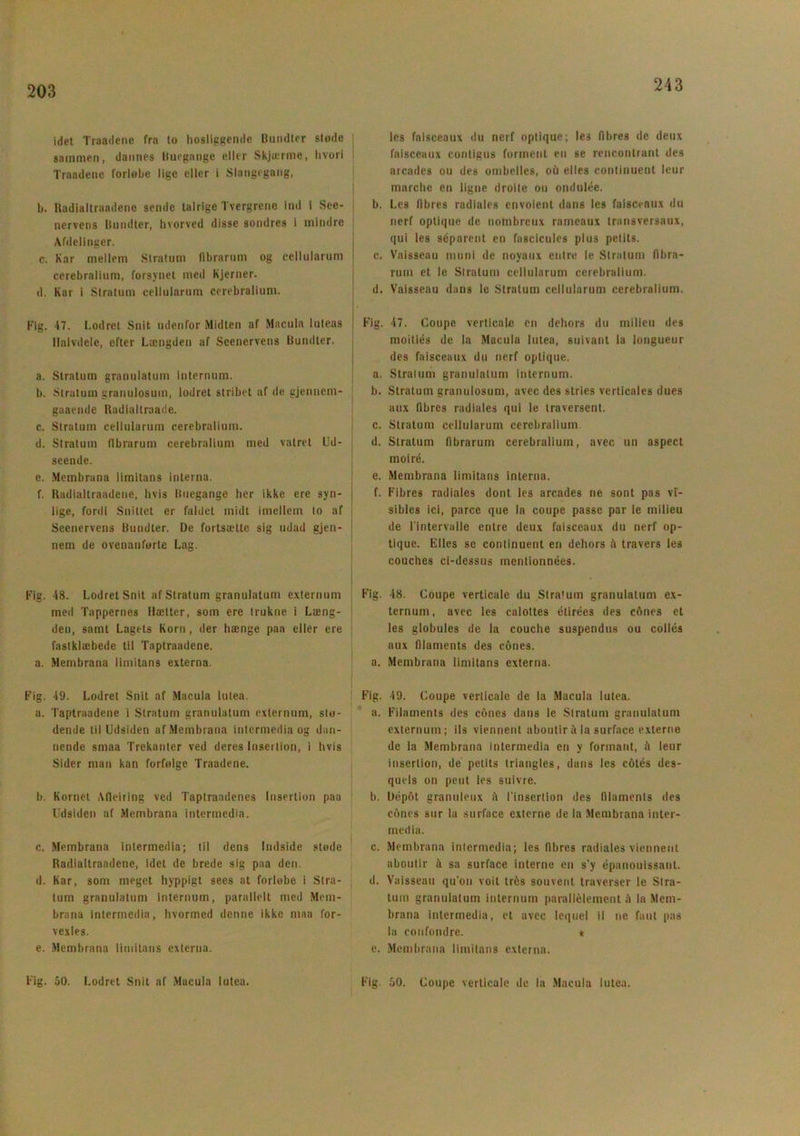 203 idet Traadene fra to hosliggende Bundter siode sammen, dannes buegange eller Skjærme, hvori Traadene forløbe lige eller i Slangegang, b. Radialtraadene sende talrige Tvergrene ind i See- nervens Bundter, hvorved disse sondres i mindre Afdelinger. c. Kar mellem Stratum flbrarum og cellularum cerebralium, forsynet med Kjerner. d. Kar i Stratum cellularum cerebralium. Fig. 17. Lodret Snit udenfor Midlen af Macula luteas Halvdele, efter Længden af Seenervens Bundter. a. Stratum granulatum internum. b. Stratum granulosum, lodret stribet af de gjennem- gaaende Radialtraade. c. Stratum cellularum cerebralium. d. Stratum flbrarum cerebralium med vatret Ud- seende. e. Membruna limitans interna. f. Radialtraadene, hvis Buegange her ikke ere syn- lige, fordi Snittet er faldet midt imellem to af Seenervens Bundter. De fortsætte sig udad gjen- nem de ovenanførte Lag. Fig. 18. LodretSnit af Stratum granulatum externum med Tappernes Hætter, som ere trukne i Læng- den, samt Lagets Korn, der hænge paa eller ere fastklæbede til Taptraadene. a. Membrana limitans externa. Fig. 49. Lodret Snit af Macula lutea. a. Taptraadene i Stratum granulatum externum, stø- dende til Udsiden af Membrana intermedia og dan- nende smaa Trekanter ved deres Insertion, i hvis Sider man kan forfølge Traadene. b. Kornet Aflejring ved Taptraadenes Insertion paa Udsiden af Membrana intermedia. c. Membrana intermedia; til dens Imlside støde Radialtraadene, idet de brede sig paa den. d. Kar, som meget hyppigt sees at forløbe i Stra- tum granulatum internum, parallelt med Mem- brana intermedia, hvormed denne ikke maa for- vexles. e. Membrana limitans externa. Fig. 50. Lodret Snit af Macula lutea. les faisceaux du nerf optique; les fibres de deux faisceaux contigus forment en se rencontrant des arcades ou des ombelles, ou elles continuent leur marche en ligne droite ou ondulée. b. Les fibres radiales envoient dans les faisceaux du nerf optique de notnbreux rameaux transversaux, qul les séparent en fascicules plus petits. c. Vaisseau niuni de noyaux entre le Stratum fibra- rum et le Stratum cellularum cerebralium. d. Vaisseau dans le Stratum cellularum cerebralium. Fig. 47. Coupe verticalc en dehors du milieu des moitiés de la Macula lutea, suivant la longueur des faisceaux du nerf optique. a. Stratum granulatum internum. b. Stratum granulosum, avec des stries verticales dues aux fibres radiales qui le traversent. c. Stratum cellularum cerebralium. d. Stratum flbrarum cerebralium, avec un aspect moiré. e. Membrana limitans interna. f. Fibres radiales dont les arcades ne sont pas vi- sibles ici, parce que la coupe passe par le milieu de l'intervalle entre deux faisceaux du nerf op- tique. Elles se continuent en dehors il travers les couches ci-dessus mentionnées. Fig. 48. Coupe verticale du Stratum granulatum ex- ternum, avec les calottes étirées des c6nes et les globules de la couche suspendus ou collés aux filaments des cones. a. Membrana limitans externa. Fig. 49. Coupe verticale de la Macula lutea. a. Filaments des cones dans le Stratum granulatum externum; ils viennenl aboutir Ala surface externe de la Membrana intermedia en y formant, il leur insertion, de petits triangles, dans les cotés des- quels on peut les suivre. b. Depot granuleux il finsertion des filaments des cones sur la surface externe de la Membrana inter- media. c. Membrana intermedia; les fibres radiales viennent aboulir ii sa surface interne en s’y épanouissant. d. Vaisseau qu’on voit trés souvent traverser le Stra- tum granulatum internum parallélement it la Mem- brana intermedia, et avec lequel il ne fant pas la coufondre. * e. Membrana limitans externa. Fig. 50. Coupe verticale de la Macula lutea.