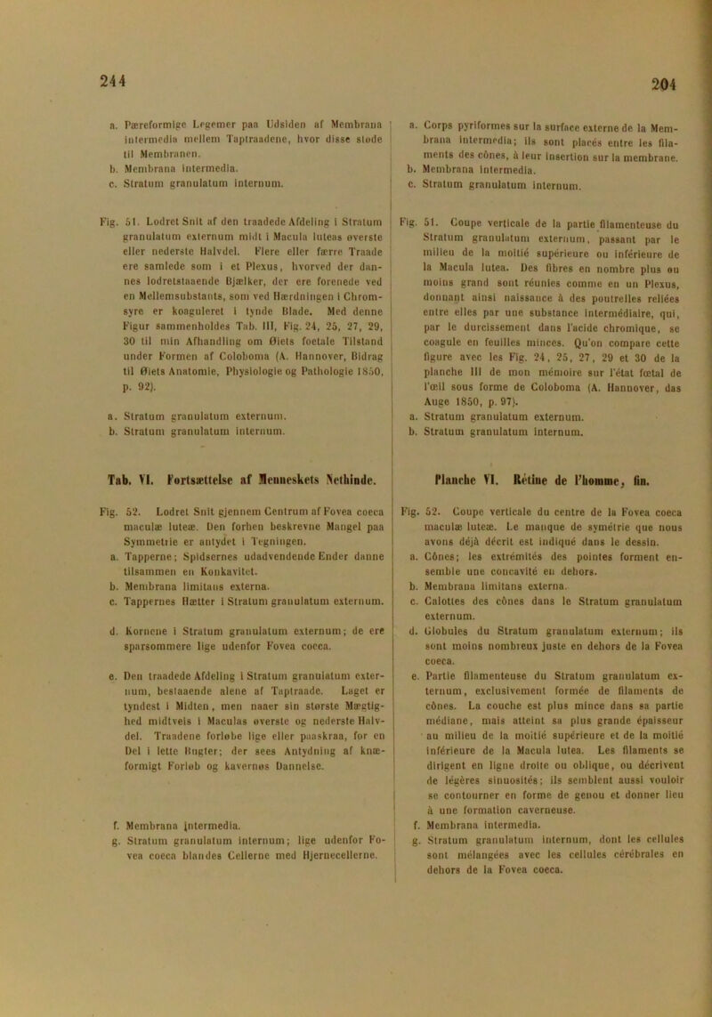 204 a. Pæreformigc Legemer paa Udsiden af Membrana | a. Corps pyriformes sur la surface externe de la Mem- intermedia mellem Taplraadene, hvor disse støde brana intermedia; ils sont placés entre les fila- til Membranen. ments des cones, il leur Inscrtion sur la membrane. b. Membrana intermedia. b. Membrana intermedia. c. Stratum granulatum internum. j c. Stratum granulatum internum. Fig. 61. LodretSnit af den traadede Afdeling i Stratum granulatum externum midt i Macula luteas øverste eller nederste Halvdel. Flere eller færre Traade ere samlede som i et Plexus, hvorved der dan- nes lodretstaaende Bjælker, der ere forenede ved en Mellemsubstants, som ved Hærdningen i Chrom- syrc er koaguleret i tynde Blade. Med denne Figur sammenholdes Tab. III, Fig. 24, 25, 27, 29, 30 til min Afhandling om Øiets foetale Tilstand under Formen af Coloboma (A. Hannover, Bidrag til Øiets Anatomie, Physiologie og Pathologie 1850, p. 92). a. Stratum granulatum externum. b. Stratum granulatum internum. Fig. 51. Coupe verticale de la partie filamenteuse du Stratum granulatum externum, passant par le milieu de la moitié supérieure ou inférieure de la Macula lutea. Des fibres en nombre plus ou moins grand sont réunies comme en un Plexus, donnant ainsi naissance å des poutrelles reliées entre elles par une substance intermédiaire, qui, par le durcissement dans 1’acide chromique, se coagule en feuilles minces. Qu'on compare cette flgure avec les Fig. 24, 25, 27, 29 et 30 de la planche III de mon mémoire sur l'état fætal de l'æil sous forme de Coloboma (A. Hannover, das Auge 1850, p. 97). a. Stratum granulatum externum. b. Stratum granulatum internum. Tab. VI. Fortsættelse af Menneskets Nethinde. Fig. 52. Lodret Snit gjennem Centrum af Fovea coeca maculæ luteæ. Den forhen beskrevne Mangel paa Symmetiie er antydet i Tegningen. a. Tapperne; Spidsernes udadvendendc Ender danne tilsammen en Konkavitet. b. Membrana iimitans externa. c. Tappernes Hætter i Stratum granulatum externum. d. Kornene i Stratum granulatum externum; de ere sparsommere lige udenfor Fovea coeca. e. Den traadede Afdeling i Stratum granulatum exter- num, beslaaende alene af Taptraade. Laget er tyndest i Midten, men naaer sin største Mægtig- hed midtveis i Maculas øverste og nederste Halv- del. Traadene forløbe lige eller paaskraa, for en Del i lette Bugter; der sees Antydning af knæ- formigt Forløb og kavernes Dannelse. f. Membrana intermedia. g. Stratum granulatum internum; lige udenfor Fo- vea coeca blandes Cellerne med Hjernecellerne. Planche VI. Rétiue de l’hoinine, lin. Fig. 52. Coupe verticale du centre de la Fovea coeca maculæ luteæ. Le manque de symétrie que nous avons déjd déerit est indiqué dans le dessin. a. C&nes; les extrémités des pointes forment en- semble une concavité en dehors. b. Membrana Iimitans externa. c. Calottes des cones dans le Stratum granulatum externum. d. Giobules du Stratum granulatum externum; ils sont moins nombreux juste en dehors de la Fovea coeca. e. Partie filamenteuse du Stratum granulatum ex- ternum, exelusivement formée de filaments de c&nes. La couche est plus mince dans sa partie médiane, rnais atteint sa plus grande épaisseur au milieu de la moitié supérieure et de la moitié inférieure de la Macula lutea. Les filaments se dirigent en ligne droite ou oblique, ou déerivent de légéres sinuosités; ils seinblent aussi vouloir se contourner en forme de genou et donner lieu 5 une formation caverneuse. f. Membrana intermedia. g. Stratum granulatum internum, dont les cellules sont mélangées avec les cellules cérébrales en dehors de la Fovea coeca.