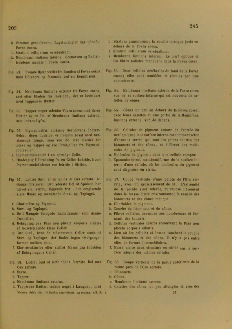 245 h. Stratum granulosum; Laget mangler lige udenfor Fovea coeca. i. Stratum cellularum cerebralium. k. Membrana limitans Interna. Seenerven ogRadlal- traadene mangle 1 Fovea coeca. Fig. 53. Tvende Hjerneceller fra Hunden af Fovea coeca med Udløbere og forenede ved en Kommiasur. Fig. 54. Membrana limitans externa fra Fovea coeca, seet efter Fladen fra lndsiden, der er bedækket med Tappernes Hætter. Fig. 55. Tapper noget udenfor Fovea coeca med deres , Hætter og en Del af Membrana limitans externa, seet indvendigfra. Fig. 56. Pigmentceller omkring Seenervens Indtræ- delse; deres Indside er ligesom besat med tæt- staaende Ringe, som ere de lave Skeder for Stave og Tapper og ere forskjellige fra Pigment- molekuler. a. Pigmentmolekuler i en sprængt Celle. b. Hindeagtig Udbredning fra en Celles Indside, hvori Pigmentmolekulerne ere leirede i Striber. Fig 57. Lodret Snit af en Spids af Ora serrata, 51 Gange forstørret. Den yderste Del af Spidsen har hævet sig iveiret, liggende frit i den omgivende klare Masse og manglende Stav- og Taplaget. a. Chorioidea og Pigment. b. Stav- og Taplaget. c. De i Mængde forøgede Radialtraade, som danne Tunneller. d. Belægning paa Pars non plicata corporis ciliaris af lodretstaaende klare Celler. e. Det Sted, hvor de sidstnævnte Celler støde til Stav- og Taplaget; der findes ingen Overgangs- former mellem dem. f. Klar strukturløs eller stribet Masse paa lndsiden af Belægningens Celler. Fig. 58. Lodret Snit af Nethindens forreste Del nær Ora serrata. a. Stave. b. Tapper c. Membrana limitaus externa. d. Tappernes Hætter, trukne noget i Længden, med Vidensk. Selsk Skr , S Rakke, naturvidensk. og malhem. Afd. XI. h. Stratum granulosum; la couche manque juste en dehors de la Fovea coeca. i. Stratum cellularum cerebralium. k. Membrana limitans internn. Le nerf optique et les fibres radiales manquent dans la Fovea coeca. Fig. 53. Deux cellules cerebrales du fond de la Fovea coeca; elles sont ramifiées et réunles par une commissurc. Fig. 54. Membrana limitans externa de la Fovea coeca vue de sa surface interne qui est couverte de ca- lottes de cånes. Fig. 55. Cones un peu en dehors de la Fovea coeca, avec leurs calottes et une partie de la Membrana limitans externa, vue de dedans. Fig. 56. Cellules de pigment autour de l’entrée du nerf optique; leur surface interne est comme revétue d’anneaux serrés, qui sont les gaines courtes des båtonnets et des cones, et difTérent des molé- cules du pigment. a. Molécules de pigment dans une cellule rompue. b. Epanouissement menibraniforme de la surface in- terne d’une cellule, od les molécules du pigment sont disposées en stries. Fig. 57. Coupe verticale d’une pointe de l’Ora ser- rata, avec un grossissement de 51. L’cxtrémité de la pointe s’est relevée, et repose librement dans la masse claire environnante; la couche des båtonnets et des cones manque. a. Chorioidea et pigment. b. Couche de båtonnets et de cones. c. Fibres radiales, devenues trés nombreuses et for- mant des tunnels. d. Cellules verticales claires recouvrant la Pars non plicata corporis ciliaris. e. Lieu od les cellules ci-dessus touchent la couche des båtonnets et des cones; il n’y a pas entre elles de formes intermédiaires. f. Masse claire sans structure ou striée gur la sur- face interne des mémes cellules. Fig. 58. Coupe verticale de la partie antéricure de la rétine prés de l’Ora serrata. a. Båtonnets. b. Cones. c. Membrnna limitans externa d. Calottes des cånes, un peu allongées et avec des 2. 31