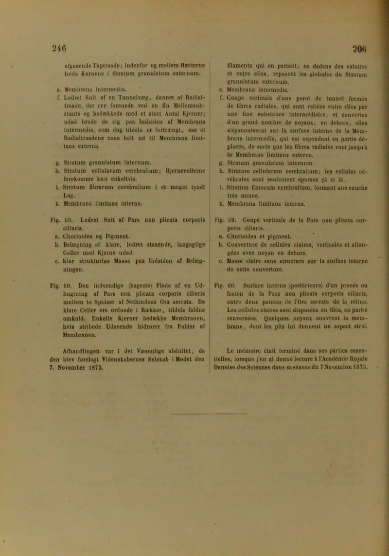 afgaaende Tnptraade; Indenfor og mellem Hætterne livile Kornene i Stratum granulatum exteinum. e. Membrana intermedia. f. Lodret Snit af en Tunnelvæg, dannet af Radial- traade, der ere forenede ved en fin Mellemsub- stants og bedækkede med et stort Antal Kjerner; udad brede de sig paa ludsiden af Membrana intermedia, som dog tildels er fortrængt, saa at Radialtraadene naae helt ud til Membrana limi- tans externa. g. Stratum granulatum internum. h. Stratum cellularum cerebralium; Hjernecellerne forekomme kun enkeltvis. i. Stratum fibrarum cerebralium i et meget tyndt Lag. k. Membrana. limitans interna. Fig. 59. Lodret Snit af Pars non plicata corporis ciliaris. a. Chorioidea og Pigment. b. Belægning af klare, lodret staaende, langagtige Celler med Kjerne udad. c. Klar strukturløs Masse paa Indgiden af Belæg- ningen. Fig. 60. Den indvendige (bageste) Flade af en Ud- bugtning af Pars non plicata corporis ciliaris mellem to Spidser af Nethindens Ora serrata. De klare Celler ere ordnede i Rækker, tildels faldne omkuld. Enkelte Kjerner bedække Membranen, hvis stribede Udseende hidrører fra Folder af Membranen. Afhandlingen var i det Væsenlige afsluttet, da den blev forelagt Videnskabernes Selskab i Mødet den 7. November 1873. filaments qui en partent; en dedans des calottes et entre elles, reposent les globules du Stratum granulatum externum. e. Membrana intermedia. f. Coupe verticale d'une paroi de tunnel formée de fibres radiales, qui sont reliées entre elles par une fine substance intermédiaire, el couvertes d un grand nombre de noyaux; en dehors, elles s'épanouissent sur la surface interne de la Mem- brana intermedia, qui est cependant en partie dé- placée, de sorte que les fibres radiales vont jusqu'å la Membrana limitans externa. g. Stratum granulatum internum. h. Stratum cellularum cerebralium; les cellules cé- rébrales sont seulement éparses på et lå. i. Stratum fibrarum cerebralium, formant une couche trés mince. k. Membrana limitans interna. Fig. 59. Coupe verticale de la Pars non plicata cor- poris ciliaris. a. Chorioidea et pigment. b. Couverturc de cellules claires, verticales et allon- gées avec noyuu en dehors. c. Masse claire sans structure sur la surface interne de cette couverture. Fig. 60. Surface interne (postérieure) d’un proces ou feston de la Pars non plicata corporis ciliaris, entre deux pointes de l’Ora serrata de la rétine. Les cellules claires sont disposées en files, en partie renversées. Quelques noyaux couvrent la mein- brane, dont les plis lui donnent un aspect strié. Le mémoire était terminé dans ses parties essen- tielles, lorsque j'en ai donné leeture å l'Académie Royale Danoise des Sciences dans saséancedu 7Novembre 1873.